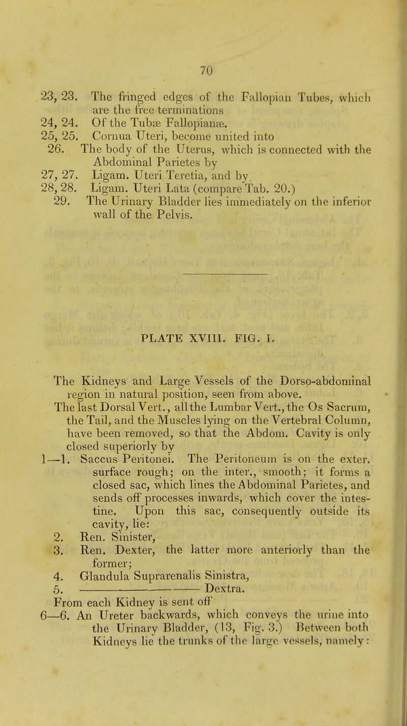 23, 23. The fringed edges of the Fallopian Tubes, which are the free terminations 24, 24. Of the Tubee Fallopian^. 25, 25. Cornua Uteri, become united into 26. The body of the Uterus, which is connected with the Abdominal Parietes by 27, 27. Ligam. Uteri Teretia, and by, 28, 28. Ligam. Uteri Lata (compare Tab. 20.) 29. The Urinary Bladder lies immediately on the inferior wall of the Pelvis. PLATE XVIII. FIG. I. The Kidneys and Large Vessels of the Dorso-abdominal region in natural position, seen fi-om above. The last Dorsal Vert., all the Lumbar Vert., the Os Sacrum, the Tail, and the Muscles lying on the Vertebral Column, have been removed, so that the Abdom. Cavity is only closed superiorly by 1—1. Saccus Peritonei. The Peritoneum is on the exter. surface rough; on the inter., smooth; it forms a closed sac, which lines the Abdominal Parietes, and sends off processes inwards, which cover the intes- tine. Upon this sac, consequently outside its cavity, lie: 2. Ren. Sinister, 3. Ren. Dexter, the latter more anteriorly than the former; 4. Glandula Suprarenalis Sinistra, 5. — Dextra. From each Kidney is sent off 6—6. An Ureter backwards, which conveys the urine into the Urinary Bladder, (13, Fig. 3.) Between both Kidneys lie the trunks of the large vessels, namely: