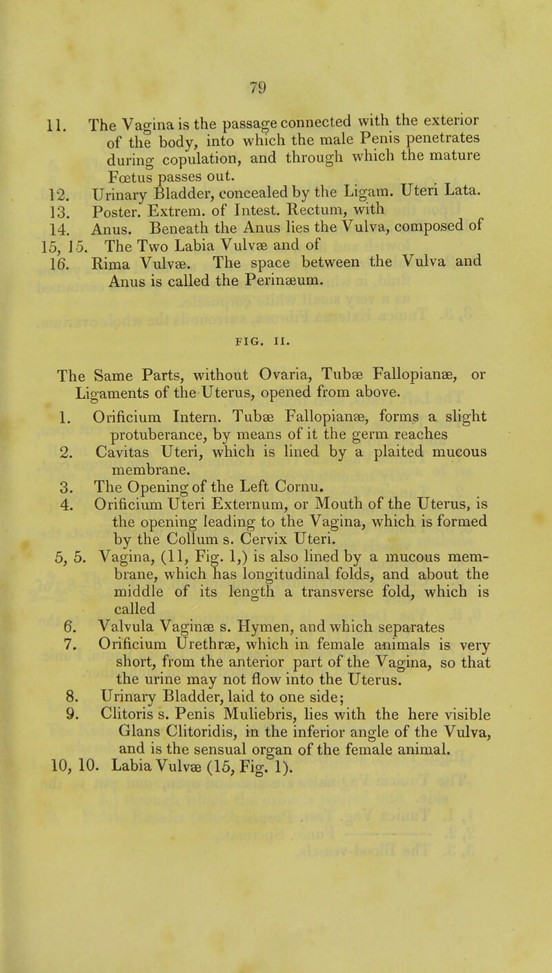 11. The Vagina is the passage connected with the exterior of the body, into which the male Penis penetrates during copulation, and through which the mature Foetus passes out. 12. Urinary Bladder, concealed by the Ligam. Uteri Lata. 13. Poster. Extrem. of Intest. Rectum, with 14. Anus. Beneath the Anus lies the Vulva, composed of 15, 15. The Two Labia Vulvae and of 16. Rima Vulvae. The space between the Vulva and Anus is called the Perinaeum. FIG. II. The Same Parts, without Ovaria, Tubae Fallopianae, or Ligaments of the Uterus, opened from above. 1. Orificium Intern. Tubae Fallopianae, form;? a slight protuberance, by means of it the germ reaches 2. Cavitas Uteri, which is lined by a plaited mucous membrane. 3. The Opening of the Left Cornu. 4. Orificium Uteri Externum, or Mouth of the Uterus, is the opening leading to the Vagina, which is formed by the Collum s. Cervix Uteri. 5, 5. Vagina, (11, Fig. 1,) is also lined by a mucous mem- brane, which has longitudinal folds, and about the middle of its length a transverse fold, which is called 6. Valvula Vaginae s. Hymen, and which separates 7. Orificium Urethras, which in female animals is very short, from the anterior part of the Vagina, so that the urine may not flow into the Uterus. 8. Urinary Bladder, laid to one side; 9. CUtoris s. Penis Muliebris, lies with the here visible Glans Clitoridis, in the inferior angle of the Vulva, and is the sensual organ of the female animal. 10, 10. Labia Vulvae (15, Fig. 1).