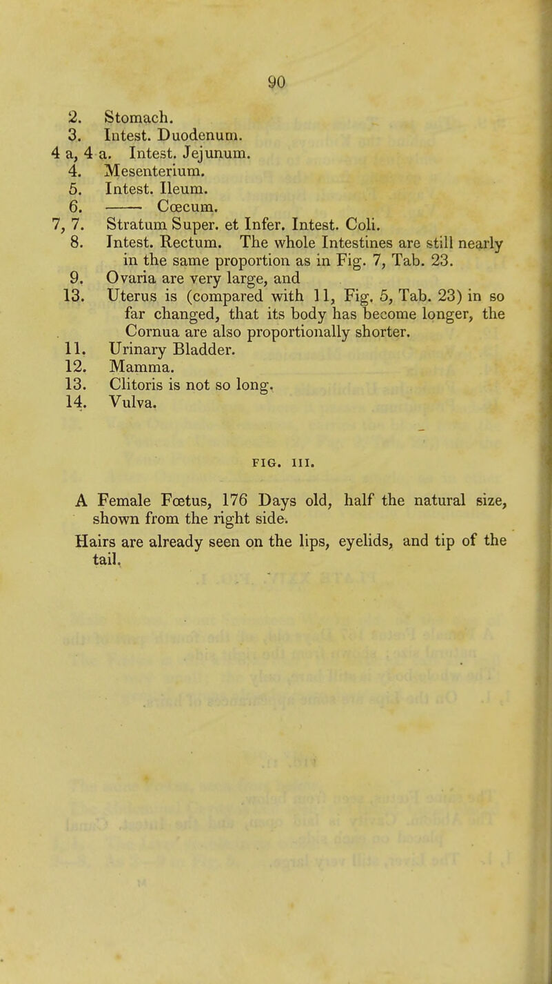 2. Stomach. 3. Intest. Duodenum. 4 a, 4 a. Intest. Jejunum. 4. Mesenterium. 5. Intest. Ileum. 6. Coecum. 7, 7. Stratum Super, et Infer. Intest. Coli. 8. Intest. Rectum. The whole Intestines are still nearly in the same proportion as in Fig. 7, Tab. 23. 9. Ovaria are very large, and 13. Uterus is (compared with 11, Fig, 5, Tab. 23) in so far changed, that its body has become longer, the Cornua are also proportionally shorter. 11. Urinary Bladder. 12. Mamma. 13. Clitoris is not so long. 14. Vulva. FIG. III. A Female Fcetus, 176 Days old, half the natural size, shown from the right side. Hairs are already seen on the lips, eyelids, and tip of the tail,