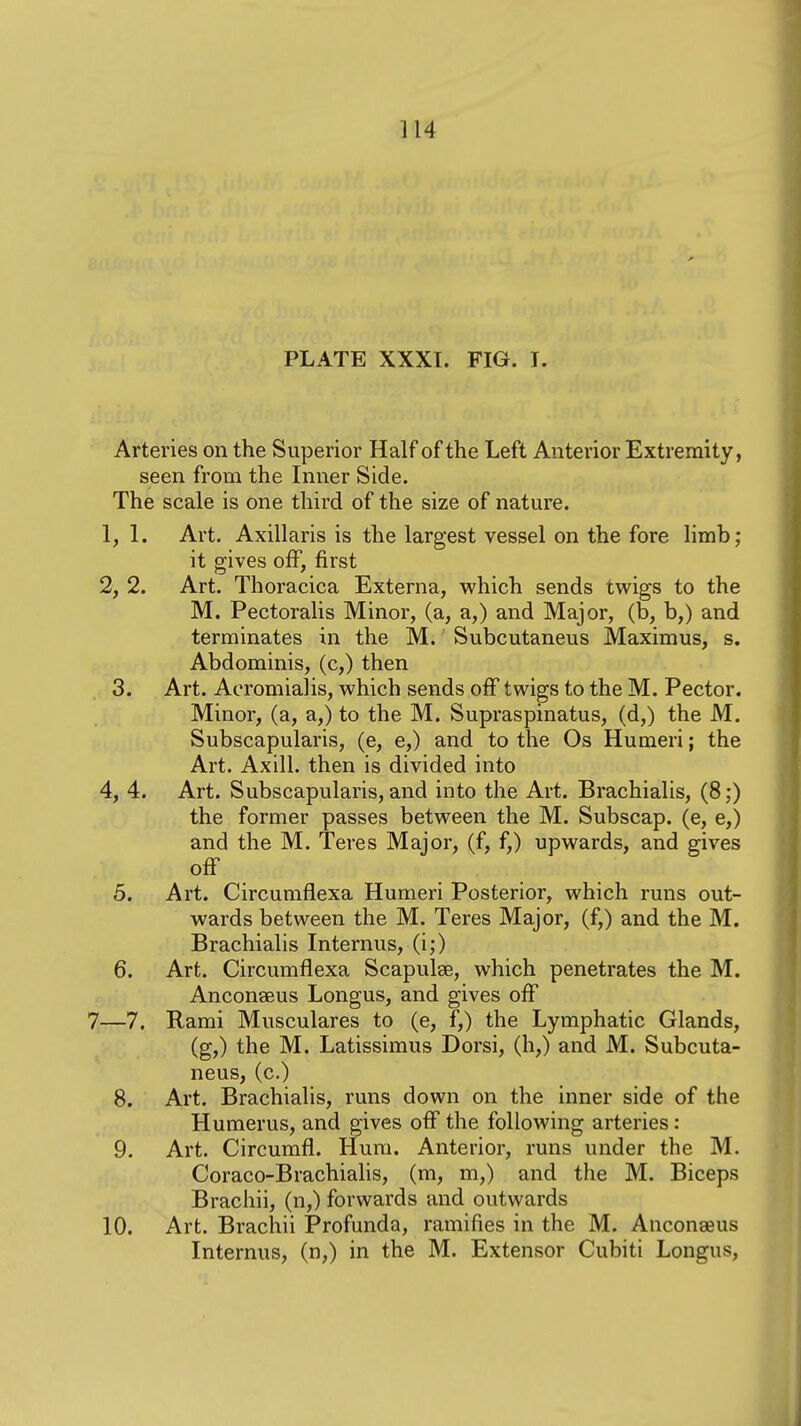 PLATE XXXI. FIG. T. Arteries on the Superior Half of the Left Anterior Extremity, seen from the Inner Side. The scale is one third of the size of nature. 1, 1. Art. Axillaris is the largest vessel on the fore limb; it gives off, first 2, 2. Art. Thoracica Externa, which sends twigs to the M. Pectoralis Minor, (a, a,) and Major, (b, b,) and terminates in the M. Subcutaneus Maximus, s. Abdominis, (c,) then 3. Art. Aoromiaiis, which sends off twigs to the M. Pector. Minor, (a, a,) to the M. Supraspinatus, (d,) the M. Subscapularis, (e, e,) and to the Os Humeri; the Art. Axill. then is divided into 4, 4. Art. Subscapularis, and into the Art. Brachialis, (8;) the former passes between the M. Subscap. (e, e,) and the M. Teres Major, (f, f,) upwards, and gives off 5. Art. Circumflexa Humeri Posterior, which runs out- wards between the M. Teres Major, (f,) and the M. Brachialis Internus, (i;) 6. Art. Circumflexa Scapulae, which penetrates the M. Anconaeus Longus, and gives off 7—7. Rami Musculares to (e, f,) the Lymphatic Glands, (g,) the M. Latissimus Dorsi, (h,) and M. Subcuta- neus, (c.) 8. Art. Brachialis, runs down on the inner side of the Humerus, and gives off the following arteries: 9. Art. Circumfl. Hum. Anterior, runs under the M. Coraco-Brachialis, (m, m,) and the M. Biceps Brachii, (n,) forwards and outwards 10. Art. Brachii Profunda, ramifies in the M. Anconasus Internus, (n,) in the M. Extensor Cubiti Longus,