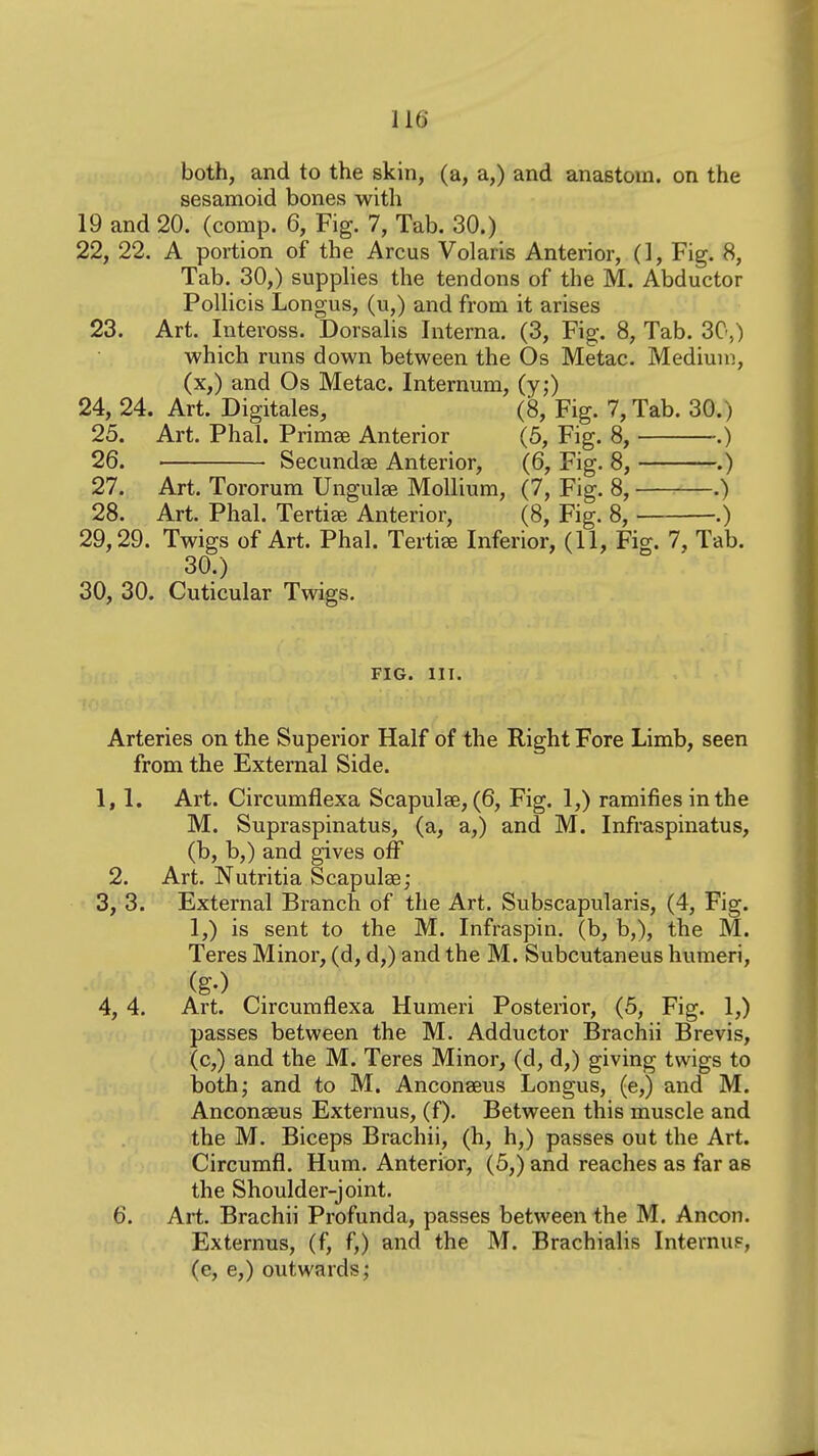 both, and to the skin, (a, a,) and anastom. on the sesamoid bones with 19 and 20. (comp. 6, Fig. 7, Tab. 30.) 22, 22. A portion of the Arcus Volaris Anterior, (], Fig. 8, Tab. 30,) supplies the tendons of the M. Abductor PoUicis Longus, (u,) and from it arises 23. Art. Inteross. Dorsalis Interna. (3, Fig. 8, Tab. 30,) which runs down between the Os Metac. Medium, (x,) and Os Metac. Internum, (y;) 24, 24. Art. Digitales, (8, Fig. 7, Tab. 30.) 25. Art. Phal. Primse Anterior (5, Fig. 8, .) 26. Secundae Anterior, (6, Fig. 8, .) 27. Art. Tororura Unguis Mollium, (7, Fig. 8, .) 28. Art. Phal. Tertise Anterior, (8, Fig. 8, .) 29,29. Twigs of Art. Phal. Tertiee Inferior, (11, Fig. 7, Tab. 30.) 30, 30. Cuticular Twigs. FIG. III. Arteries on the Superior Half of the Right Fore Limb, seen from the External Side. 1,1. Art. Circumflexa Scapulae, (6, Fig. 1,) ramifies in the M. Supraspinatus, (a, a,) and M. Infraspinatus, (b, b,) and gives off 2. Art. Nutritia Scapulae; 3, 3. External Branch of the Art. Subscapularis, (4, Fig. 1,) is sent to the M. Infraspin. (b, b,), the M. Teres Minor, (d, d,) and the M. Subcutaneus humeri, 4, 4. Art. Circumflexa Humeri Posterior, (5, Fig. 1,) passes between the M. Adductor Brachii Brevis, (c,) and the M. Teres Minor, (d, d,) giving twigs to both; and to M. Anconaeus Longus, (e,) and M. Anconseus Externus, (f). Between this muscle and the M. Biceps Brachii, (h, h,) passes out the Art. Circumfl. Hum. Anterior, (5,) and reaches as far as the Shoulder-joint. 6. Art. Brachii Profunda, passes between the M. Ancon. Externus, (f, f,) and the M. Brachialis InternuF, (e, e,) outwards;