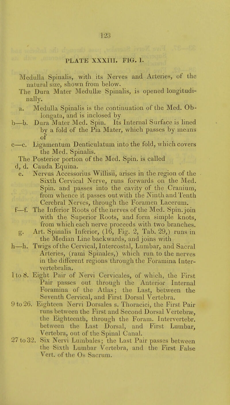 PLATE XXXITI. FIG. 1. Medulla Spinalis, with its Nerves and Ai-tehes, of the natural size, shown from below. The Dura Mater Medullae Spinalis, is opened longitudi- nally. a. Medulla Spinalis is the continuation of the Med. Ob- longata, and is inclosed by- fa—b. Dura Mater Med. Spin. Its Internal Surface is lined by a fold of the Pia Mater, which passes by means of . c—c. Ligamentum Denticulatum into the fold, which covers the Med. Spinalis. The Posterior portion of the Med. Spin, is called d, d. Cauda Equina, e. Nervus Accessorius Willisii, arises in the region of the Sixth Cervical Nerve, runs forwards on the Med. Spin, and passes into the cavity of the Cranium, from whence it passes out with the Ninth and 'I enth Cerebral Nerves, through the Foramen Lacerum. f—f. The Inferior Roots of the nerves of the Med. Spin, join with the Superior Roots, and form simple knots, from which each nerve proceeds with two branches, g. Art. Spinalis Inferior, (16, Fig. 2, Tab. 29,) runs in the Median Line backwards, and joins with h—h. Twigs of the Cervical, Intercostal, Lumbar, and Sacral Arteries, (rami Spinales,) which run to the nerves in the different regions through the Foramina [nter- vertebralia. 1 to 8. Eight Pair of Nervi Cervicales, of which, the First Pair passes out through the Anterior Internal Foramina of the Atlas; the Last, between the Seventh Cervical, and First Dorsal Vertebra. 9 to 26. Eighteen Nervi Dorsales s. Thoracici, the First Pair runs between the First and Second Dorsal Vertebrae, the Eighteenth, through the Foram. Intervertebr. between the Last Dorsal, and First Lumbar, Vertebra, out of the Spinal Canal. 27 to32. Six Nervi Lumbales; the Last Pair passes between the Sixth Lumbar Vertebra, and the First False Vert, of the Os Sacrum.