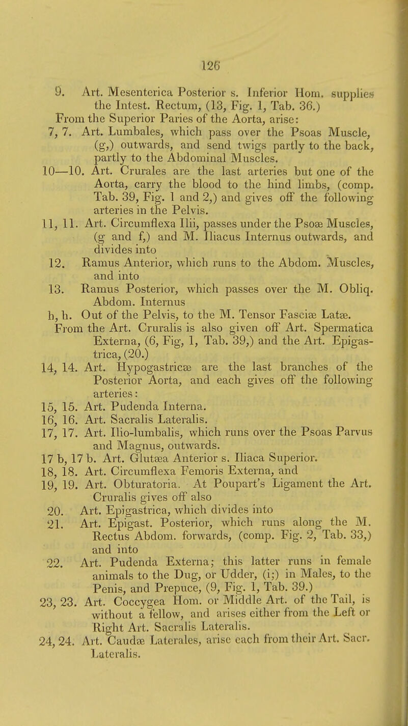 9. Art. Mesenterica Posterior s. Inferior Horn, supplier the Intest. Rectum, (13, Fig. 1, Tab. 36.) From the Superior Paries of the Aorta, arise: 7, 7. Art. Lumbales, which pass over the Psoas Muscle, (g,) outwards, and send twigs partly to the back, partly to the Abdominal Muscles. 10—10. Art. Crurales are the last arteries but one of the Aorta, carry the blood to the hind limbs, (comp. Tab. 39, Fig. 1 and 2,) and gives off the following- arteries in the Pelvis. 11, 11. Art. Circumflexa Ilii, passes under the Psose Muscles, (g and f,) and M. Iliacus Internus outwards, and divides into 12. Ramus Anterior, which runs to the Abdom. Muscles, and into 13. Ramus Posterior, which passes over the M. Obliq. Abdom. Internus h, h. Out of the Pelvis, to the M. Tensor Fascise Latae. From the Art. Cruralis is also given off Art. Spermatica Externa, (6, Fig, 1, Tab. 39,) and the Art. Epigas- trica, (20.) 14, 14. Art. Hypogastricse are the last branches of the Posterior Aorta, and each gives off the following arteries: 15, 15. Art. Pudenda Interna. 16, 16. Art. Sacralis Lateralis. 17, 17. Art. Ilio-lumbalis, which runs over the Psoas Parvus and Magnus, outwards. 17 b, 17 b. Art. Glutsea Anterior s. Iliaca Superior. 18, 18. Art. Circumflexa Femoris Externa, and 19, 19. Art. Obturatoria. At Poupart's Ligament the Art. Cruralis gives off also 20. Art. Epigastrica, which divides into 21. Art. Epigast. Posterior, which runs along the M. Rectus Abdom. forwards, (comp. Fig. 2, Tab. 33,) and into 22. Art. Pudenda Externa; this latter runs in female animals to the Dug, or Udder, (i;) in Males, to the Penis, and Prepuce, (9, Fig. 1, Tab. 39.) 23, 23. Art. Coccygea Hom. or Middle Art. of the Tail, is without a fellow, and arises either from the Left or Right Art. Sacralis Lateralis. 24, 24. Al t. CaudjE Laterales, arise each from their Art. Sacr. Laterahs.