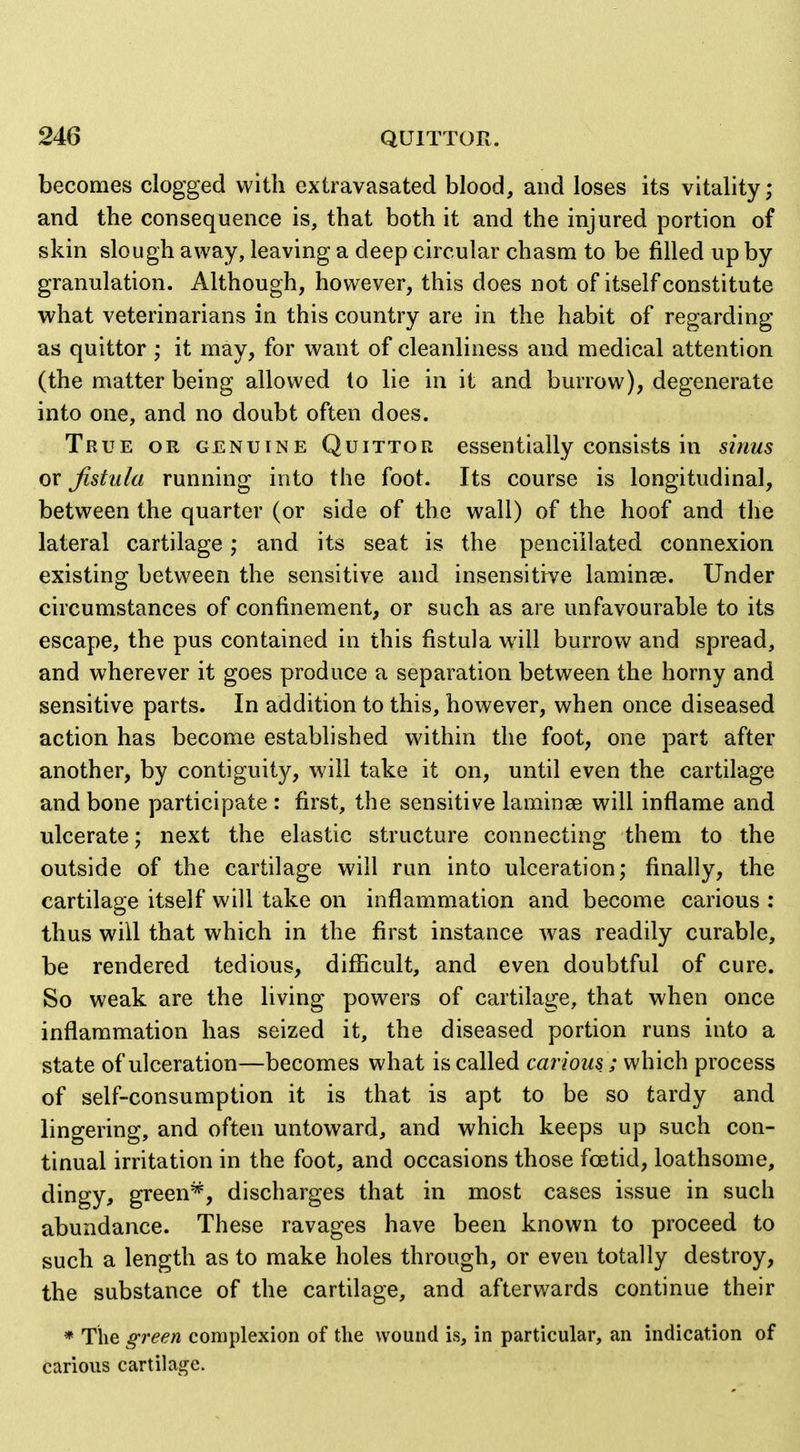 becomes clogged with extravasated blood, and loses its vitality; and the consequence is, that both it and the injured portion of skin slough away, leaving a deep circular chasm to be filled up by granulation. Although, however, this does not of itself constitute what veterinarians in this country are in the habit of regarding as quittor ; it may, for want of cleanliness and medical attention (the matter being allowed to lie in it and burrow), degenerate into one, and no doubt often does. True or genuine Quittor essentially consists in sinus or fistula running into the foot. Its course is longitudinal, between the quarter (or side of the wall) of the hoof and the lateral cartilage; and its seat is the penciilated connexion existing; between the sensitive and insensitrve laminae. Under circumstances of confinement, or such as are unfavourable to its escape, the pus contained in this fistula wall burrow and spread, and wherever it goes produce a separation between the horny and sensitive parts. In addition to this, however, when once diseased action has become established within the foot, one part after another, by contiguity, will take it on, until even the cartilage and bone participate : first, the sensitive laminae will inflame and ulcerate; next the elastic structure connecting them to the outside of the cartilage will run into ulceration; finally, the cartilage itself will take on inflammation and become carious: thus will that which in the first instance w^as readily curable, be rendered tedious, difficult, and even doubtful of cure. So weak are the living powers of cartilage, that when once inflammation has seized it, the diseased portion runs into a state of ulceration—becomes what is called carious; which process of self-consumption it is that is apt to be so tardy and lingering, and often untoward, and which keeps up such con- tinual irritation in the foot, and occasions those foetid, loathsome, dingy, green*, discharges that in most cases issue in such abundance. These ravages have been known to proceed to such a length as to make holes through, or even totally destroy, the substance of the cartilage, and afterwards continue their * The green complexion of the wound is, in particular, an indication of carious cartilage.