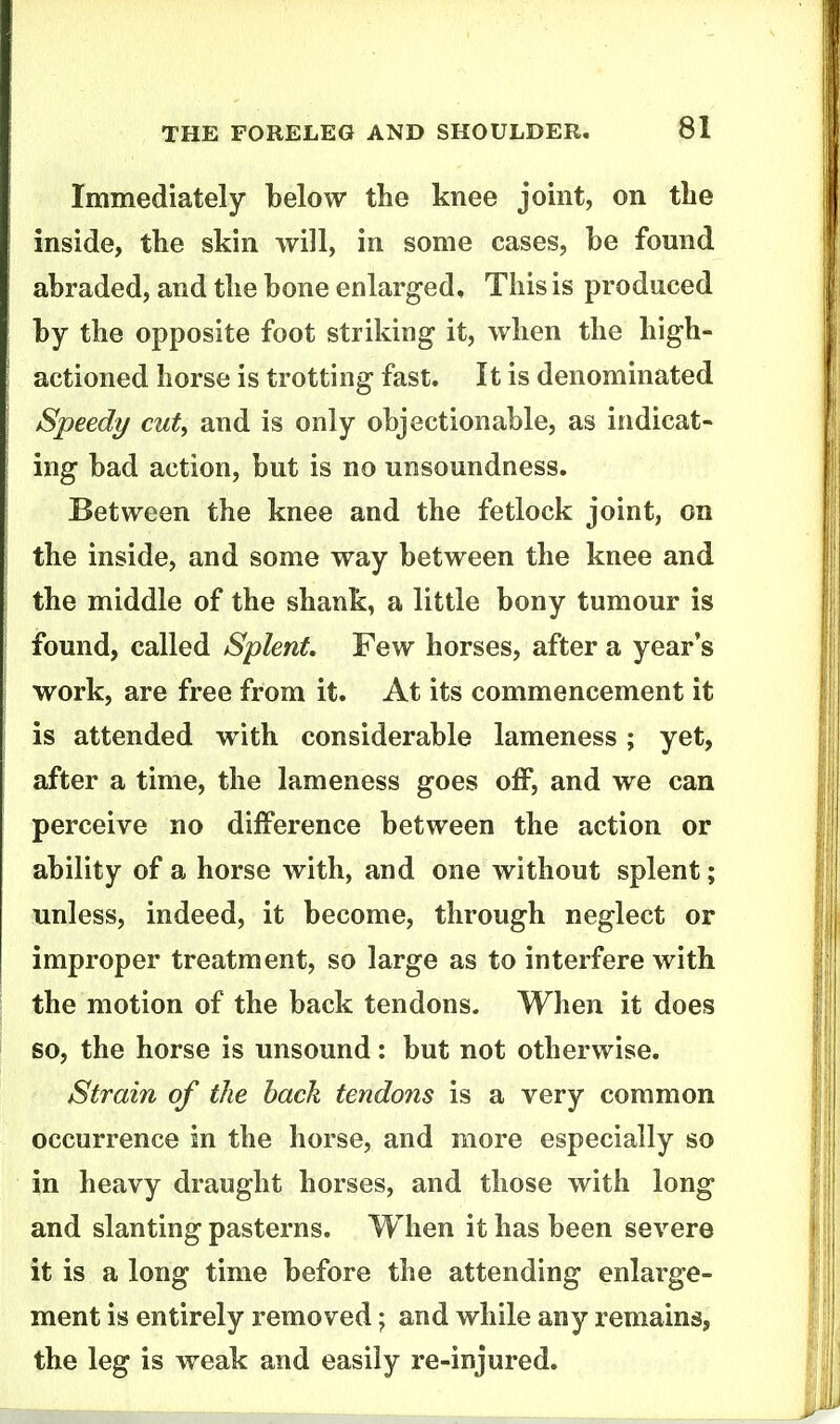 Immediately below the knee joint, on the inside, the skin will, in some cases, be fomid abraded, and tlie bone enlarged. This is produced by the opposite foot striking it, when the high- actioned horse is trotting fast. It is denominated Speedy cut, and is only objectionable, as iiidicat- ing bad action, but is no unsoundness. Between the knee and the fetlock joint, on the inside, and some way between the knee and the middle of the shank, a little bony tumour is found, called Splent, Few horses, after a year's work, are free from it. At its commencement it is attended with considerable lameness; yet, after a time, the lameness goes off, and we can perceive no difference between the action or ability of a horse with, and one without splent; unless, indeed, it become, through neglect or improper treatment, so large as to interfere with the motion of the back tendons. When it does so, the horse is unsound: but not otherwise. Strain of the back tendons is a very common occurrence in the horse, and more especially so in heavy draught horses, and those with long and slanting pasterns. When it has been severe it is a long time before the attending enlarge- ment is entirely removed; and while any remains, the leg is weak and easily re-injured.