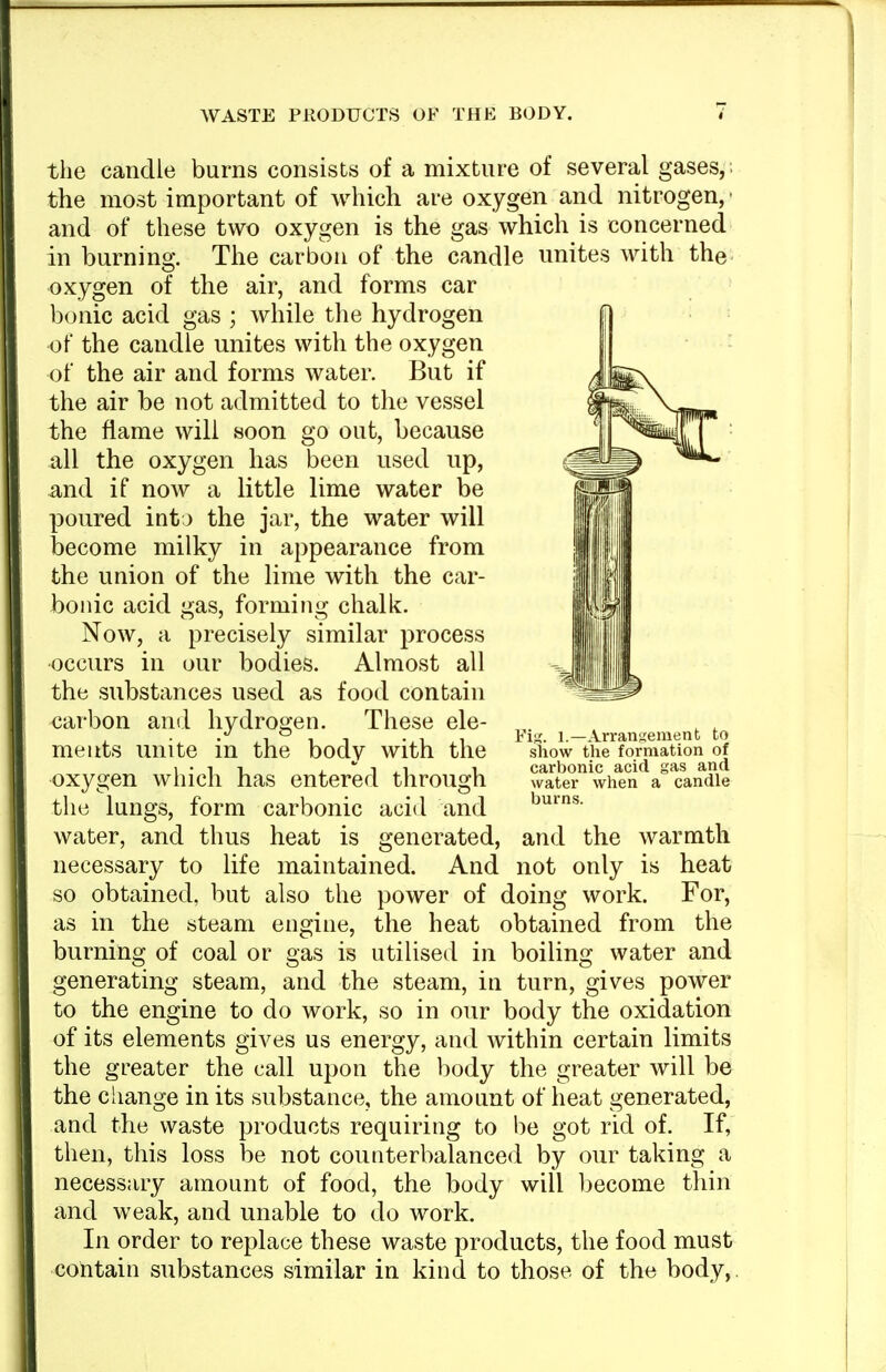 the candle burns consists of a mixture of several gases,; the most important of which are oxygen and nitrogen, and of these two oxygen is the gas which is concerned in burning. The carbon of the candle unites with the oxygen of the air, and forms car b(jnic acid gas ; while the hydrogen of the candle unites with the oxygen of the air and forms water. But if the air be not admitted to the vessel the flame will soon go out, because all the oxygen has been used up, and if now a little lime water be poured into the jar, the water will become milky in appearance from the union of the lime with the car- bonic acid gas, forming chalk. Now, a precisely similar process occurs in our bodies. Almost all the substances used as food contain carbon and hydrogen. These ele- ments unite in the body with the oxygen which has entered through the lungs, form carbonic acid and water, and thus heat is generated, and the warmth necessary to life maintained. And not only is heat so obtained, but also the power of doing work. For, as in the steam engine, the heat obtained from the burning of coal or gas is utilised in boiling water and generating steam, and the steam, in turn, gives power to the engine to do work, so in our body the oxidation of its elements gives us energy, and within certain limits the greater the call upon the body the greater will be the change in its substance, the amount of heat generated, and the waste products requiring to be got rid of. If, then, this loss be not counterbalanced by our taking a necessary amount of food, the body will l^ecome thin and weak, and unable to do work. In order to replace these waste products, the food must contain substances similar in kind to those of the body,. FiK. 1.—Arrangement to show the formation of carbonic acid gas and water when a candle burns.