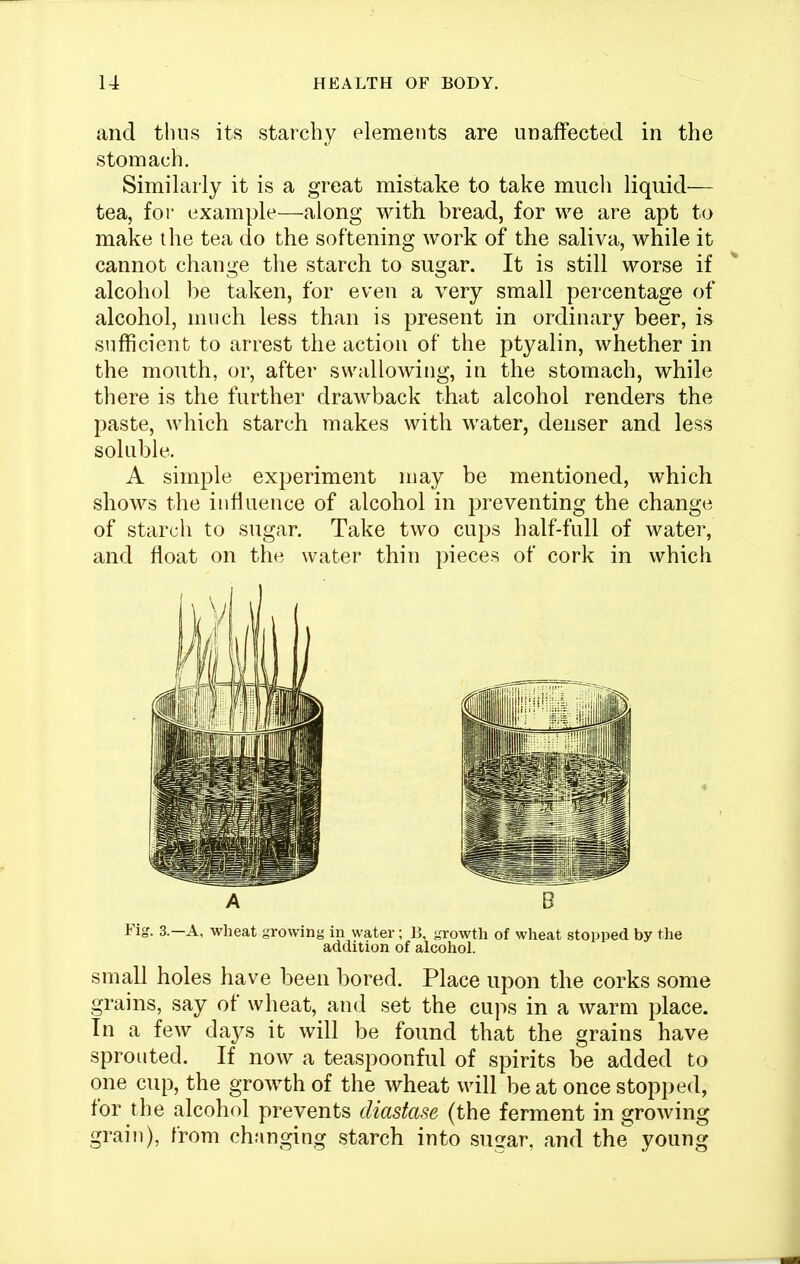 and thus its starchy elemeiits are unaffected in the stomach. Similarly it is a great mistake to take mucli liquid— tea, for example—along with bread, for we are apt to make the tea do the softening work of the saliva, while it cannot change tlie starch to sugar. It is still worse if alcohol be taken, for even a very small percentage of alcohol, nnich less than is present in ordinary beer, is sufficient to arrest the action of the ptyalin, whether in the mouth, or, after swallowing, in the stomach, while there is the further drawback that alcohol renders the paste, which starch makes with water, denser and less soluble. A simple experiment may be mentioned, which shows the influence of alcohol in preventing the change of starch to sugar. Take two cups half-full of water, and float on the water thin pieces of cork in which Fig. 3.—A, wheat growing in water; B, growth of wheat stopped by the addition of alcohol. small holes have been bored. Place upon the corks some grains, say of wheat, and set the cups in a warm place. In a few days it will be found that the grains have sprouted. If now a teaspoonful of spirits be added to one cup, the growth of the wheat will beat once stopped, for the alcohol prevents diastase (the ferment in growing grain), from changing starch into sugar, and the young