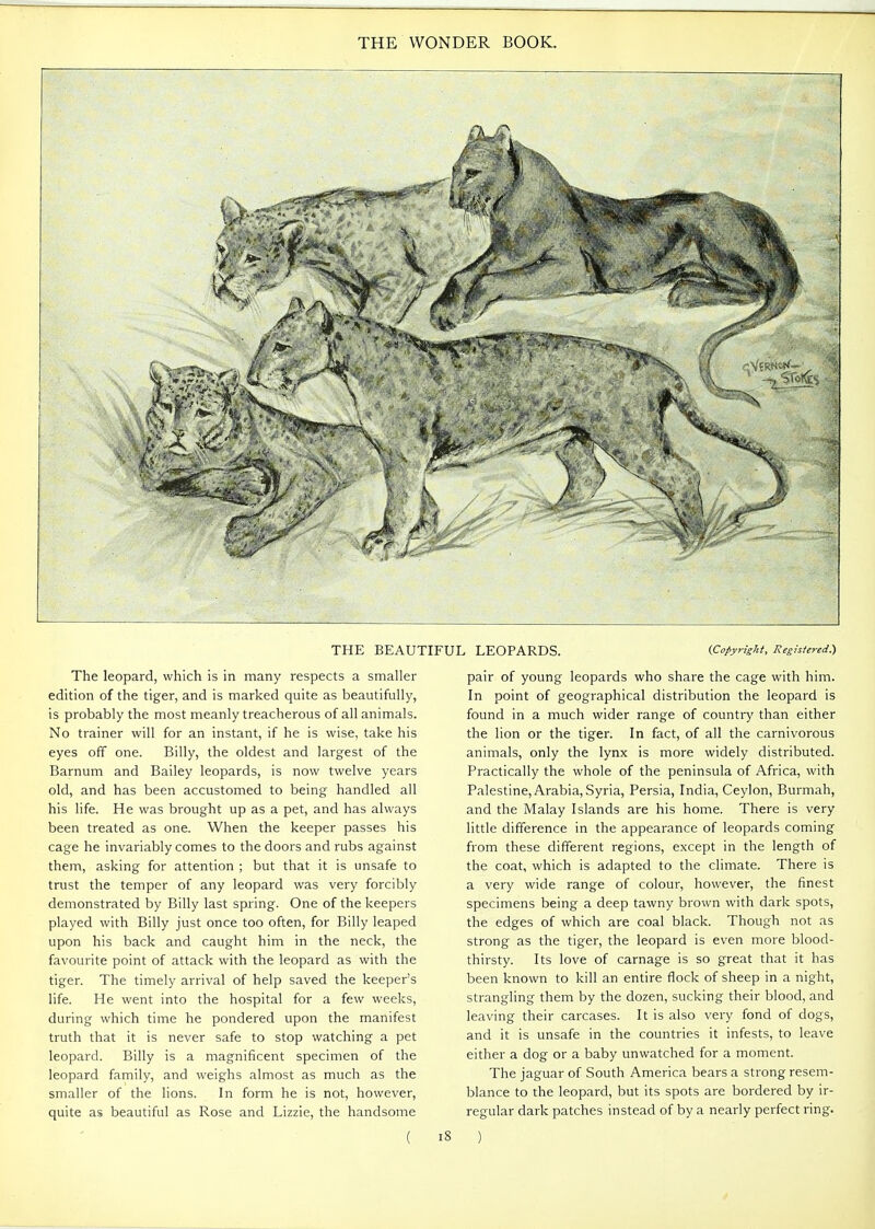 \ THE BEAUTIFUL LEOPARDS. {Copyright, Registered^ The leopard, which is in many respects a smaller edition of the tiger, and is marked quite as beautifully, is probably the most meanly treacherous of all animals. No trainer will for an instant, if he is wise, take his eyes off one. Billy, the oldest and largest of the Barnum and Bailey leopards, is now twelve years old, and has been accustomed to being handled all his life. He was brought up as a pet, and has always been treated as one. When the keeper passes his cage he invariably comes to the doors and rubs against them, asking for attention ; but that it is unsafe to trust the temper of any leopard was very forcibly demonstrated by Billy last spring. One of the keepers played with Billy just once too often, for Billy leaped upon his back and caught him in the neck, the favourite point of attack with the leopard as with the tiger. The timely arrival of help saved the keeper's life. He went into the hospital for a few weeks, during which time he pondered upon the manifest truth that it is never safe to stop watching a pet leopard. Billy is a magnificent specimen of the leopard family, and weighs almost as much as the smaller of the lions. In form he is not, however, quite as beautiful as Rose and Lizzie, the handsome pair of young leopards who share the cage with him. In point of geographical distribution the leopard is found in a much wider range of country than either the lion or the tiger. In fact, of all the carnivorous animals, only the lynx is more widely distributed. Practically the whole of the peninsula of Africa, with Palestine, Arabia, Syria, Persia, India, Ceylon, Burmah, and the Malay Islands are his home. There is very little difference in the appearance of leopards coming from these different regions, except in the length of the coat, which is adapted to the climate. There is a very wide range of colour, however, the finest specimens being a deep tawny brown with dark spots, the edges of which are coal black. Though not as strong as the tiger, the leopard is even more blood- thirsty. Its love of carnage is so great that it has been known to kill an entire flock of sheep in a night, strangling them by the dozen, sucking their blood, and leaving their carcases. It is also very fond of dogs, and it is unsafe in the countries it infests, to leave either a dog or a baby unwatched for a moment. The jaguar of South America bears a strong resem- blance to the leopard, but its spots are bordered by ir- regular dark patches instead of by a nearly perfect ring. )