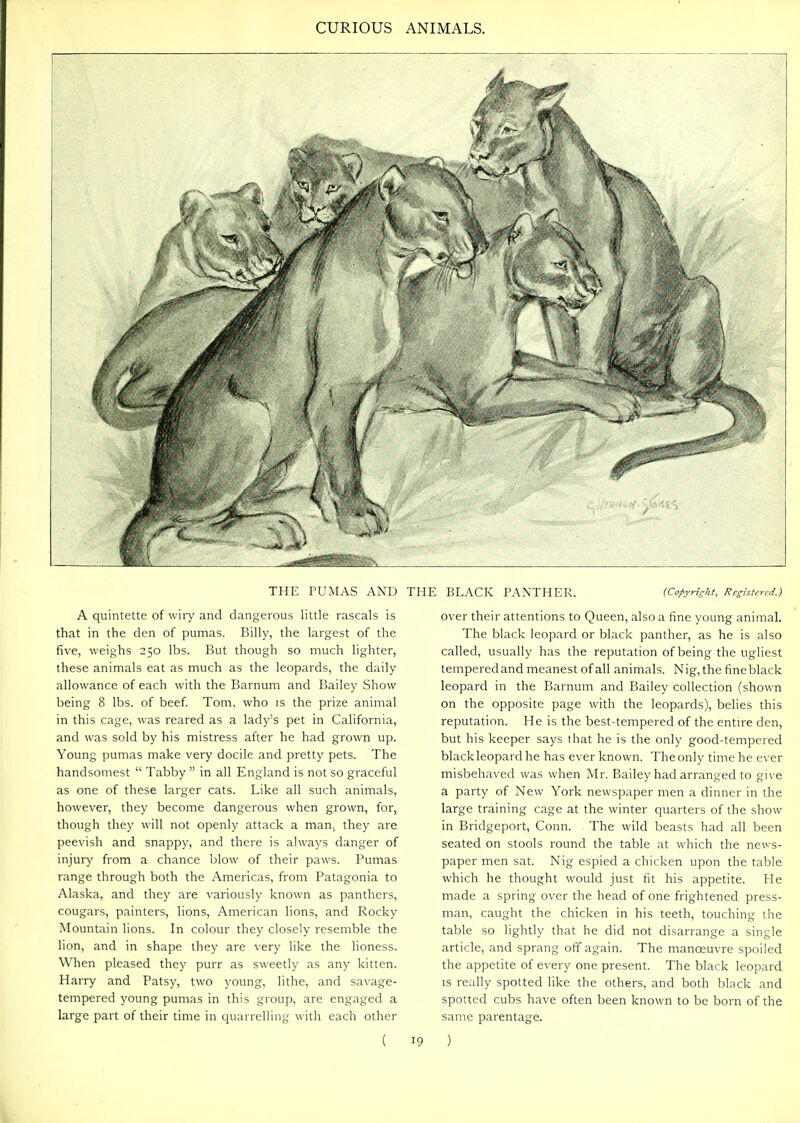 THE PUMAS AND THE BLACK PANTHER. {Cofyrig;ht, Re^siercd.) A quintette of wiry and dangerous little rascals is that in the den of pumas. Billy, the largest of the five, weighs 250 lbs. But though so much lighter, these animals eat as much as the leopards, the daily allowance of each with the Barnum and Bailey Show being 8 lbs. of beef. Tom, who is the prize animal in this cage, was reared as a lady's pet in California, and was sold by his mistress after he had grown up. Young pumas make very docile and pretty pets. The handsomest  Tabby  in all England is not so graceful as one of these larger cats. Like all such animals, however, they become dangerous when grown, for, though they will not openly attack a man,, they are peevish and snappy, and there is always danger of injury from a chance blow of their paws. Pumas range through both the Americas, from Patagonia to Alaska, and they are variously known as panthers, cougars, painters, lions, American lions, and Rocky Mountain lions. In colour they closely resemble the lion, and in shape they are very like the lioness. When pleased they purr as sweetly as any kitten. Harry and Patsy, two young, lithe, and savage- tempered young pumas in this group, are engaged a large part of their time in quarrelling with each other 19 over their attentions to Queen, also a fine young animal. The black leopard or black panther, as he is also called, usually has the reputation of being the ugliest tempered and meanest of all animals. Nig, the fineblack leopard in the Barnum and Bailey collection (shown on the opposite page with the leopards), belies this reputation. He is the best-tempered of the entire den, but his keeper says that he is the only good-tempered black leopard he has ever known. The only time he ever misbehaved was when Mr. Bailey had arranged to give a party of New York newspaper men a dinner in the large training cage at the winter quarters of the show in Bridgeport, Conn. The wild beasts had all been seated on stools round the table at which the news- paper men sat. Nig espied a chicken upon the table which he thought would just fit his appetite. He made a spring over the head of one frightened press- man, caught the chicken in his teeth, touching the table so lightly that he did not disarrange a single article, and sprang off again. The manceuvre spoiled the appetite of every one present. The black leopard IS really spotted like the others, and both black and spotted cubs have often been known to be born of the same parentage. )