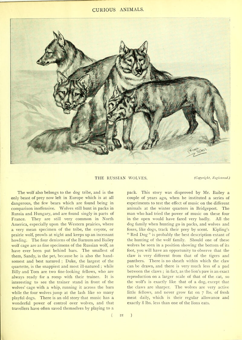 THE RUSSIAN WOLVES. {Copyright^ Registered.) The wolf also belongs to the dog tribe, and is the only beast of prey now left in Europe which is at all dangerous, the few bears which are found being in comparison inoffensive. Wolves still hunt in packs in Russia and Hungary, and are found singly in parts of France. They are still very common in North America, especially upon the Western prairies, where a very mean specimen of the tribe, the coyote, or prairie wolf, prowls at night and keeps up an incessant howling. The four denizens of the Barnum and Bailey wolf cage are as fine specimens of the Russian wolf, as have ever been put behind bars. The smallest of them, Sandy, is the pet, because he is also the hand- somest and best natured ; Duke, the largest of the quartette, is the snappiest and most ill-natured ; while Billy and Tom are two fine-looking fellows, who are always ready for a romp with their trainer. It is interesting to see the trainer stand in front of the wolves' cage with a whip, running it across the bars while the four wolves jump at the lash like so many playful dogs. There is an old story that music has a wonderful power of control over wolves, and that travellers have often saved themselves by playing to a ( pack. This story was disproved by Mr. Bailey a couple of years ago, when he instituted a series of experiments to test the effect of music on the dififerent animals at the winter quarters in Bridgeport. The man who had tried the power of music on these four in the open would have fared very badly. All the dog family when hunting go in packs, and wolves and fo.xes, like dogs, track their prey by scent. Kipling's  Red Dog  is probably the best description extant of the hunting of the wolf family. Should one of these wolves be seen in a position showing the bottom of its foot, you will have an opportunity to observe that the claw is very different from that of the tigers and panthers. There is no sheath within which the claw can be drawn, and there is very much less of a pad between the claws ; in fact, as the lion's paw is an exact reproduction on a larger scale of that of the cat, so the wolfs is exactly like that of a dog, except that the claws are sharper. The wolves are very active little fellows, and never grow fat on 7 lbs. of fresh meat daily, which is their regular allowance and exactly 8 lbs. less than one of the lions eats. )