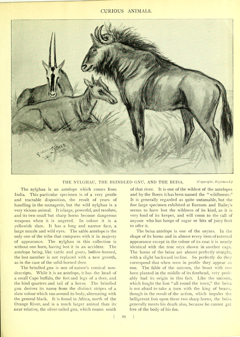 THE NYLGHAU, THE BRI^ The nylghau is an antelope which comes from India. This particular specimen is of a very gentle and tractable disposition, the result of years of handling in the menagerie, but the wild nylghau is a very vicious animal. It is large, powerful, and resolute, and its two small but sharp horns become dangerous weapons when it is angered. In colour it is a yellowish slate. It has a long and narrow face, a large muzzle and wild eyes. The sable antelope is the only one of the tribe that compares with it in majesty of appearance. The nylghau m this collection is without one horn, having lost it in an accident. The antelope being, like cattle and goats, hollow-horned, the lost member is not replaced with a new growth, as in the case of the solid-horned deer. The brindled gnu is one of nature's comical non- descripts. While it is an antelope, it has the head of a small Cape buffalo, the feet and legs of a deer, and the hind quarters and tail of a horse. The brindled gnu derives its name from the distinct stripes of a slate colour which run around its body, alternating with the general black. It is found in Africa, north of the Orange River, and is a much larger animal than its near relative, the silver-tailed gnu, which roams south ( ;D gnu, and THE BEISA. (Co/^yright, Rc^htercd.) of that river. It is one of the wildest of the antelopes and by the Boers it has been named the  wildbeeste. It is generally regarded as quite untamable, but the fine large specimen exhibited at Barnum and Bailey's seems to have lost the wildness of its kind, as it is very fond of its keeper, and will come to the call of anyone who has lumps of sugar or bits of juicy fruit to offer it. The beisa antelope is one of the oryxes. In the shape of its horns and in almost every item of external appearance except in the colour of its coat it is nearly identical with the true oryx shown in another cage. The horns of the beisa are almost perfectly straight, with a slight backward incline. So perfectly do they correspond that when seen in profile they appear as one. The fable of the unicorn, the beast with one horn planted in the middle of its forehead, very prob- ably had its origin in this fact. Like the unicorn, which fought the lion  all round the town, the beisa is not afraid to take a turn with the king of beasts, though in the result of the action, which impales the belligerent lion upon these two sharp horns, the beisa generally meets his death also, because he cannot get free of the body of his foe. )