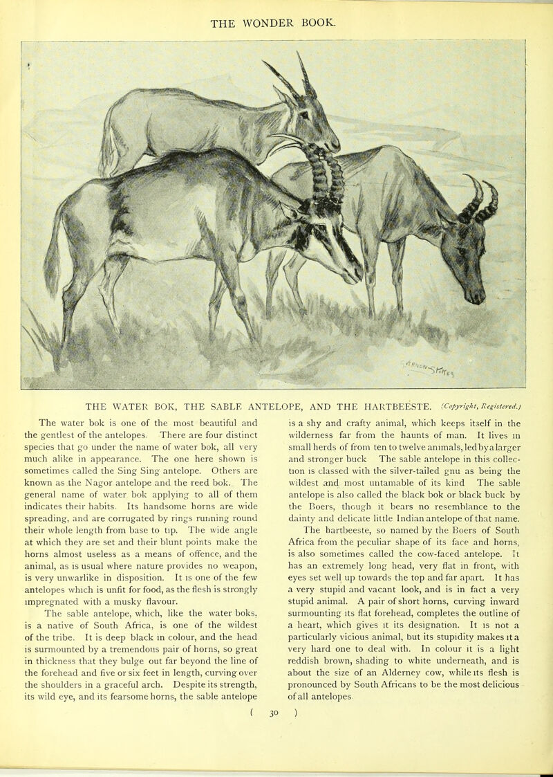 THE WATER BOK, THE SABLE ANTELOPE, AND THE HARTBEESTE. (Copyright. Registered.) The water bok is one of the most beautiful and the gentlest of the antelopes. There are four distinct species that go under the name of water bok, all very much alike in appearance. The one here shown is sometimes called the Sing Sing antelope. Others are known as the Nagor antelope and the reed bok. The general name of water bok applying to all of them indicates their habits. Its handsome horns are wide spreading, and are corrugated by rings rurming round their whole length from base to tip. The wide angle at which they are set and their blunt points make the horns almost useless as a means of offence, and the animal, as is usual where nature provides no weapon, is very unwarlike in disposition. It is one of the few antelopes which is unfit for food, as the flesh is strongly impregnated with a musky flavour. The sable antelope, which, like the water boks, is a native of South Africa, is one of the wildest of the tribe, It is deep black in colour, and the head is surmounted by a tremendous pair of horns, so great in thickness that they bulge out far beyond the line of the forehead and five or six feet in length, curving over the shoulders in a graceful arch. Despite its strength, its wild eye, and its fearsome horns, the sable antelope ( 30 is a shy and crafty animal, which keeps itself in the wilderness far from the haunts of man. It lives m small herds of from ten to twelve animals, ledbyalarger and stronger buck The sable antelope in this collec- tion is classed with the silver-tailed gnu as being the wildest and most untamable of its kind The sable antelope is also called the black bok or black buck by the Boers, though it bears no resemblance to the dainty and delicate little Indian antelope of that name. The hartbeeste, so named by the Boers of South Africa from the peculiar shape of its face and horns, is also sometimes called the cow-faced antelope. It has an extremely long head, very flat in front, with eyes set well up towards the top and far apart. It has a very stupid and vacant look, and is in fact a very stupid animal. A pair of short horns, curving inward surmounting its flat forehead, completes the outline of a heart, which gives it its designation. It is not a particularly vicious animal, but its stupidity makes it a very hard one to deal with. In colour it is a light reddish brown, shading to white underneath, and is about the size of an Alderney cow, while its flesh is pronounced by South Africans to be the most delicious of all antelopes )