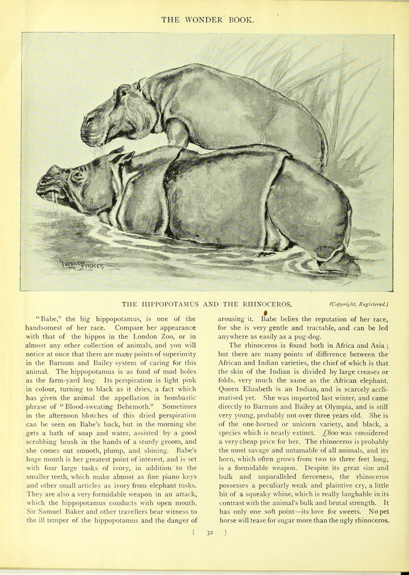 THE HIPPOPOTAMUS AND THE RHINOCEROS. (Copyright, Registered.) Babe, the big hippopotamus, is one of the handsomest of her race. Compare her appearance with that of the hippos in the London Zoo, or in almost any other collection of animals, and you will notice at once that there are many points of superiority in the Barnum and Bailey system of caring for this animal. The hippopotamus is as fond of mud holes as the farm-yard hog. Its perspiration is light pink in colour, turning to black as it dries, a fact which has given the animal the appellation in bombastic phrase of  Blood-sweating Behemoth. Sometimes in the afternoon blotches of this dried perspiration can be seen on Babe's back, but in the morning she gets a bath of soap and water, assisted by a good scrubbing brush in the hands of a sturdy groom, and she comes out smooth, plump, and shining. Babe's huge mouth is her greatest point of interest, and is set with four large tusks of ivory, in addition to the smaller teeth, which make almost as fine piano keys and other small articles as ivory from elephant tusks. They are also a very formidable weapon in an attack, which the hippopotamus conducts with open mouth. Sir Samuel Baker and other travellers bear witness to the ill temper of the hippopotamus and the danger of arousing it. Babe belies the reputation of her race, for she is very gentle and tractable, and can be led anywhere as easily as a pug-dog. The rhinoceros is found both in Africa and Asia ; but there are many points of difference between the African and Indian varieties, the chief of which is that the skin of the Indian is divided by large creases or folds, very much the same as the African elephant. Queen Elizabeth is an Indian, and is scarcely accli- matised yet. She was imported last winter, and came directly to Barnum and Bailey at Olympia, and is still very young, probably not over three years old. She is of the one-horned or unicorn variety, and black, a species which is nearly extinct. ^800 was considered a very cheap price for her. The rhinoceros is probably the most savage and untamable of all animals, and its horn, which often grows from two to three feet long, is a formidable weapon. Despite its great size and bulk and unparalleled fierceness, the rhinoceros possesses a peculiarly weak and plaintive cry, a little bit of a squeaky whine, which is really laughable in its contrast with the animal's bulk and brutal strength. It has only one soft point—its love for sweets. No pet horse will tease for sugar more than the ugly rhinoceros.