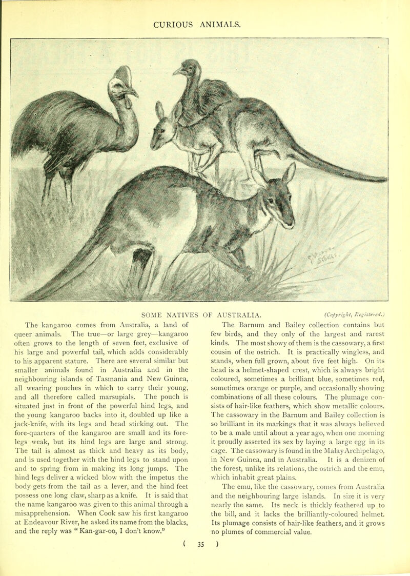 SOME NATIVES C The kangaroo comes from Australia, a land of queer animals. The true—or large grey—kangaroo often grows to the length of seven feet, exclusive of his large and powerful tail, which adds considerably to his apparent stature. There are several similar but smaller animals found in Australia and in the neighbouring islands of Tasmania and New Guinea, all wearing pouches in which to carry their young, and all therefore called marsupials. The pouch is situated just in front of the powerful hind legs, and the young kangaroo backs into it, doubled up like a jack-knife, with its legs and head sticking out. The fore-quarters of the kangaroo are small and its fore- legs weak, but its hind legs are large and strong. The tail is almost as thick and heavy as its body, and is used together with the hind legs to stand upon and to spring from in making its long jumps. The hind legs deliver a wicked blow with the impetus the body gets from the tail as a lever, and the hind feet possess one long claw, sharp as a knife. It is said that the name kangaroo was given to this animal through a misapprehension. When Cook saw his first kangaroo at Endeavour River, he asked its name from the blacks, and the reply was  Kan-gar-oo, I don't know. ( 35 )E AUSTRALIA. (Copyright, Registered.) The Barnum and Bailey collection contains but few birds, and they only of the largest and rarest kinds. The most showy of them is the cassowary, a first cousin of the ostrich. It is practically wingless, and stands, when full grown, about five feet high. On its head is a helmet-shaped crest, which is always bright coloured, sometimes a brilliant blue, sometimes red, sometimes orange or purple, and occasionally showing combinations of all these colours. The plumage con- sists of hair-like feathers, which show metallic colours. The cassowary in the Barnum and Bailey collection is so brilliant in its markings that it was always believed to be a male until about a year ago, when one morning it proudly asserted its sex by laying a large egg in its cage. The cassowary is found in the Malay Archipelago, in New Guinea, and in Australia. It is a denizen of the forest, unlike its relations, the ostrich and the emu, which inhabit great plains. The emu, like the cassowary, comes from Australia and the neighbouring large islands. In size it is very nearly the same. Its neck is thickly feathered up to the bill, and it lacks the brilliantly-coloured helmet. Its plumage consists of hair-like feathers, and it grows no plumes of commercial value. )