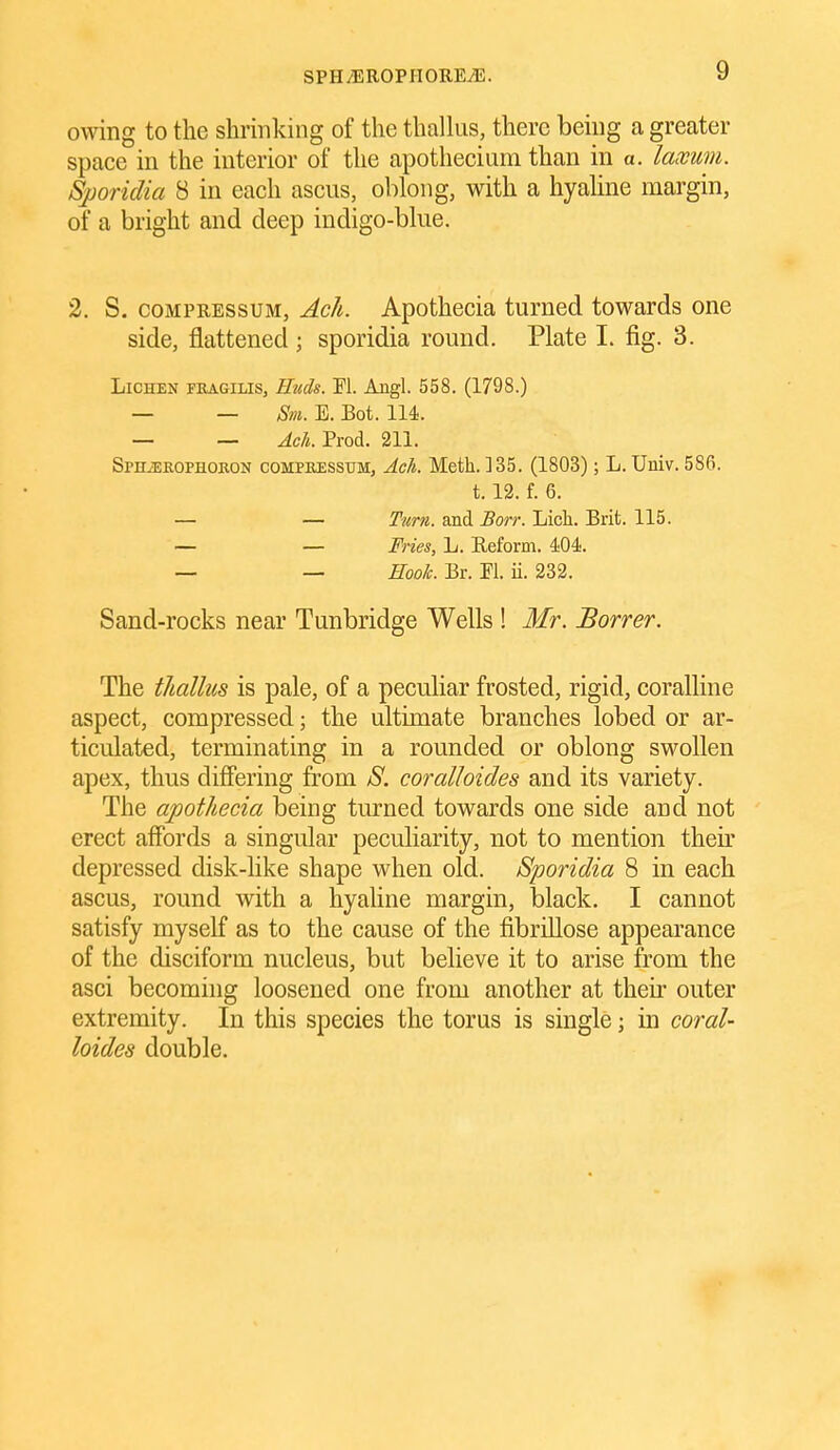owing to the shrinking of the thalhis, there being a greater space in the interior of the apothecium than in a. laxum. Sporidia 8 in each asciis, oblong, with a hyaUne margin, of a bright and deep indigo-blue. 2. S. COMPRESSUM, Ach. Apothecia turned towards one side, flattened ; sporidia round. Plate 1. fig. 3. Lichen feagilis, Htids. M. Angl. 558. (1798.) — — ^S***. E. Bot. 114. — — Ach. Prod. 211. Spn^ROPHOKON COMPBJESSUM, Ack. Mcth. 135. (1803); L. Univ. 586. 1.12. f. 6. — — Ttirn. and Borr. Lich. Brit. 115. — — Fries, L. Eeform. 404. — — Hook. Br. m. ii. 232. Sand-rocks near Tunbridge Wells ! Mr. Borrer. The tliallus is pale, of a peculiar frosted, rigid, coralline aspect, compressed; the ultimate branches lobed or ar- ticulated, terminating in a rounded or oblong swollen apex, thus differing from S. coralloides and its variety. The apothecia being turned towards one side and not erect affords a singular peculiarity, not to mention their depressed disk-like shape when old. Sporidia 8 in each ascus, round with a hyaline margin, black. I cannot satisfy myself as to the cause of the fibrillose appearance of the disciform nucleus, but believe it to arise from the asci becoming loosened one from another at then- outer extremity. In this species the torus is single; in coral- loides double.