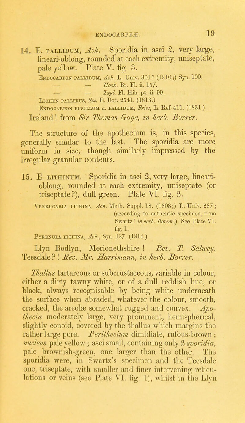 14. E. PALLIDUM, AcJi. Sporidia in asci 2, very large, lineari-oblong, rounded at each extremity, uniseptate, pale yellow. Plate V. fig. 3. Endocarpon pallidum, Ach. L. Univ. 301? (1810;) Syn. 100. — — Hook. Br. Fl. ii. 157. — — Tayl. M. Hib. pt. ii. 99. Lichen pallidtts, Sm. E. Bot. 2541. (1813.) Endocarpon ptjsillum a. pallidum, Fries, L. Ilef.411. (1831.) Ireland! from Sir Thomas Gage, in herb. Borrer. The structm*e of the apothecium is, in this species, generally similar to the last. The sporidia are more uniform in size, though similarly impressed by the irregular granular contents. 15. E. LiTHiNUM. Sporidia in asci 2, very large, lineari- oblong, rounded at each extremity, uniseptate (or triseptate ?), dull green. Plate VI. fig. 2. Veeeucabia lithina, Ach. Meth. Suppl. 18. (1803;) L. Univ. 287; (according to authentic specimen, from Swai'tz! in herb. Borrer^ See Plate VI. fig. 1. Pyeenula lithina, Ach., Syn. 127. (1814.) Llyn Bodlyn, Merionethshire ! Rev. T. Salioey. Teesdale ? ! Rev. Mr. Harrimann, in herb. Borrer. Tliallus tartareous or subcrustaceous, variable in colour, either a dirty tawny white, or of a dull reddish hue, or black, always recognisable by being white underneath the surface when abraded, whatever the colour, smooth, cracked, the areolae somewhat rugged and convex. Jpo- thecia moderately large, very prominent, hemispherical, slightly conoid, covered by the thallus which margins the rather large pore. Perithecium dimidiate, rufous-brown ; nucleus pale yellow ; asci small, containing only 2 sporidia, pale brownish-green, one larger than the other. The sporidia were, in Swartz's specimen and the Teesdale one, triseptate, with smaller and finer intervening reticu- lations or veins (see Plate VI. fig. 1), whilst in the Llyn