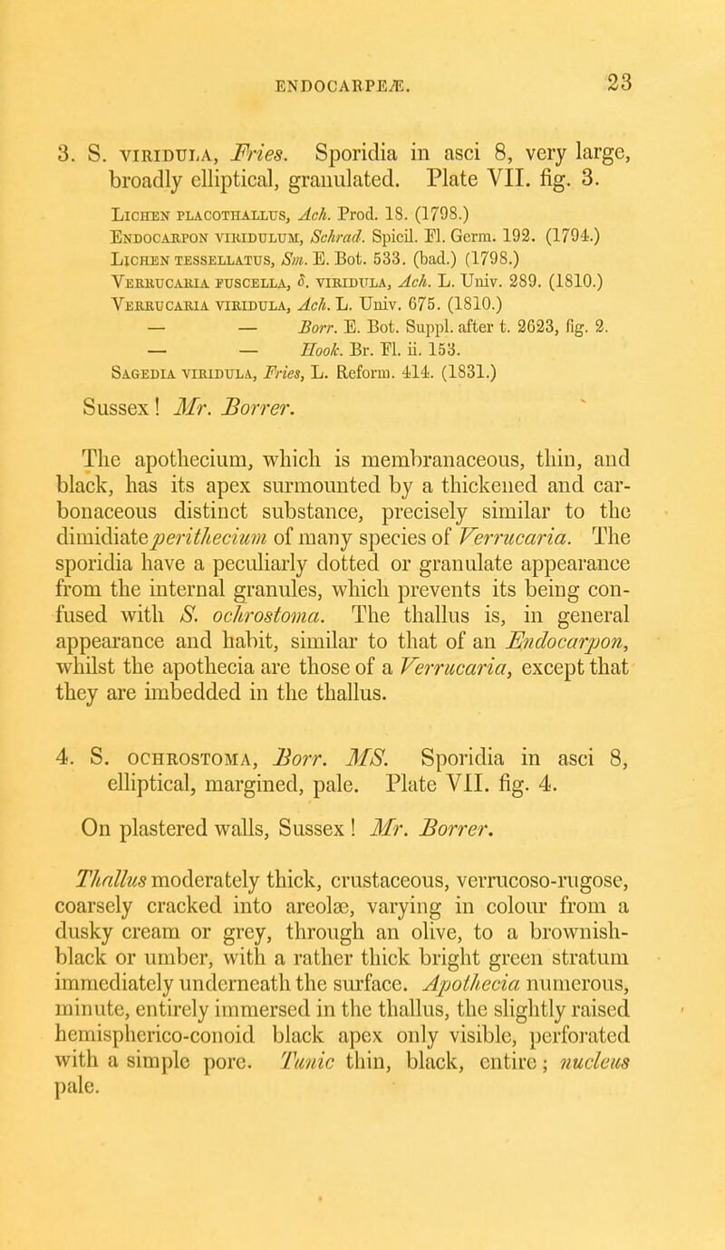 3. S. viRiDULA, Fries. Sporidia in asci 8, very large, broadly elliptical, granulated. Plate VII. fig. 3. Lichen placothallus, Ach. Prod. 18. (1798.) ENDOCAapoN viRiDULUM, Schmd. Spicil. PI. Germ. 192. (1794.) Lichen TESSELLATUS, E. Bot. 533. (bad.) (1798.) Veriiuc^uua fuscella, S. vmiDULAj Ach. L. Univ. 289. (1810.) Vekeucabia VIRIDULA, Ach.Jj. Univ. 675. (1810.) _ _ Borr. E. Bot. Suppl. after t. 2623, fig. 2. — — Hook. Br. PI. ii. 153. Sagedia VIRIDULA, FHes, L. Reform. 414. (1831.) Sussex! Mr. Borrer. The apotliecium, whicli is memhranaceous, thin, and black, has its apex surmounted by a thickened and car- bonaceous distinct substance, precisely similar to the dimidiatejomY//ec«2^wi of many species of Verrucaria. The sporidia have a peculiarly dotted or granulate appearance from the internal granules, which prevents its being con- fused with 8. ochrostovia. The thallus is, in general appearance and habit, similar to that of an Endocarjmn, whilst the apothecia are those of a Verrucaria, except that they are imbedded in the thallus. 4. S. OCHROSTOMA, Borr. MS. Sporidia in asci 8, elhptical, margined, pale. Plate VII. fig. 4. On plastered walls, Sussex ! Mr. Borrer. Thnlhs moderately thick, crustaceous, verrucoso-rugose, coarsely cracked into areolae, varying in colour from a dusky cream or grey, through an olive, to a brownish- black or umber, with a rather thick bright green stratum immediately underneath the surface. Ajjoihecia numerous, minute, entirely immersed in the thallus, the slightly raised hemisphcrico-conoid black apex only visible, perforated with a simple pore. Tunic thin, black, entire; nucleus pale.