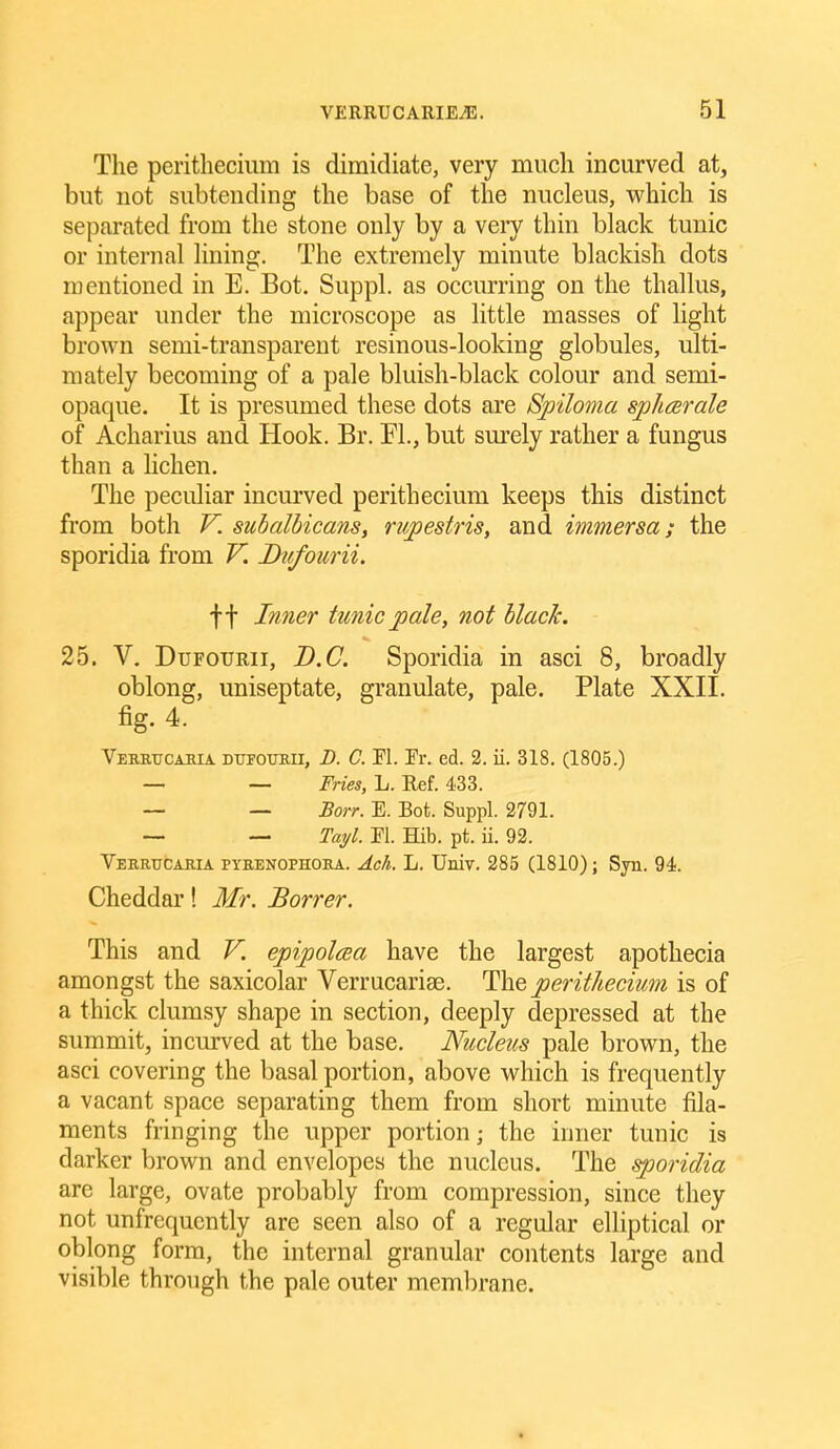 The peritlieciiim is dimidiate, very much incurved at, but not subtending the base of the nucleus, which is sepai-ated from the stone only by a very thin black tunic or internal lining. The extremely minute blackish dots mentioned in E. Bot. Suppl. as occmring on the thallus, appear under the microscope as little masses of light brown semi-transparent resinous-looking globules, ulti- mately becoming of a pale bluish-black colour and semi- opaque. It is presumed these dots are Spiloma spharale of Acharius and Hook. Br. FL, but sm^ely rather a fungus than a hchen. The peculiar incurved perithecium keeps this distinct from both V. subalbicans, rwpestris, and immersa; the sporidia from V. Dufourii. f f Inner tunic pale, not black. 25. V. Dufourii, D.C. Sporidia in asci 8, broadly oblong, uniseptate, granulate, pale. Plate XXII. fig. 4. Verrucaria DurouBii, D. C. Fl. Fr. ed. 2. ii. 318. (1805.) — — Fries, L. Eef. 433. _ _ Borr. E. Bot. Suppl. 2791. — — Tayl. Fl. Hib. pt. ii. 92. Verrucaria pyrenophora. Ach, L. Univ. 285 (1810); Syn. 94!. Cheddar! Mr. Borrer. This and V. epipolcea have the largest apothecia amongst the saxicolar Verrucarise. perithecium is of a thick clumsy shape in section, deeply depressed at the summit, incurved at the base. Nucleus pale brown, the asci covering the basal portion, above which is frequently a vacant space separating them from short minute fila- ments fringing the upper portion; the inner tunic is darker brown and envelopes the nucleus. The sporidia are large, ovate probably from compression, since they not unfrequcntly are seen also of a regular elliptical or oblong form, the internal granular contents large and visible through the pale outer membrane.