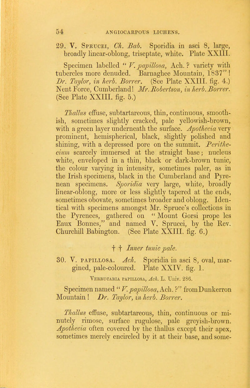 29. V. Sprucei, Ch. Bah. Sporidia in asci 8, large, broadly linear-oblong, triseptate, white. Plate XXIII. Specimen labelled  V. papillosa, Ach. ? variety with tubercles more denuded. Barnaghee Mountain, 1837 ! Br. Taylor, in herh. Borrer. (See Plate XXIII. fig. 4.) Nent Force, Cumberland! Mr. Bobertson, in herb. Borrer. (See Plate XXIII. fig. 6.) Tliallus effuse, subtartareous, thin, continuous, smooth- ish, sometimes slightly cracked, pale yellowish-brown, with a green layer underneath the surface. Apotliecia very prominent, hemispherical, black, slightly pohshed and shining, with a depressed pore on the summit. Perithe- cium scarcely immersed at the straight base; nucleus white, enveloped in a thin, black or dark-brown tunic, the colour varying in intensity, sometimes paler, as in the Irish specimens, black in the Cumberland and Pyre- nean specimens. Sporidia very large, white, broadly linear-oblong, more or less slightly tapered at the ends, sometimes obovate, sometimes broader and oblong. Iden- tical with specimens amongst Mr. Spruce's collections in the Pyrenees, gathered on  Mount Gorsi prope les Eaux Bonnes, and named V. Sprucei, bv the Rev. Churchill Babington. (See Plate XXIII. fig. 6.) t t Inner tunic pale. 30. V, PAPiLLOSA. Acli. Sporidia in asci 8, oval, mar- gined, pale-coloured. Plate XXIV. fig. I. Veebucakia PAPILLOSA, Ach. L. Univ. 286. Specimen namedV. papillosa^kch. ? fromDunkerron Mountain ! Dr. Taylor, in herb. Borrer. Thallus effuse, subtartareous, thin, continuous or mi- nutely rimose, surface rugulose, pale greyish-brown. Apothecia often covered by the thallus except then* apex, sometimes merely encircled by it at their base, and some-