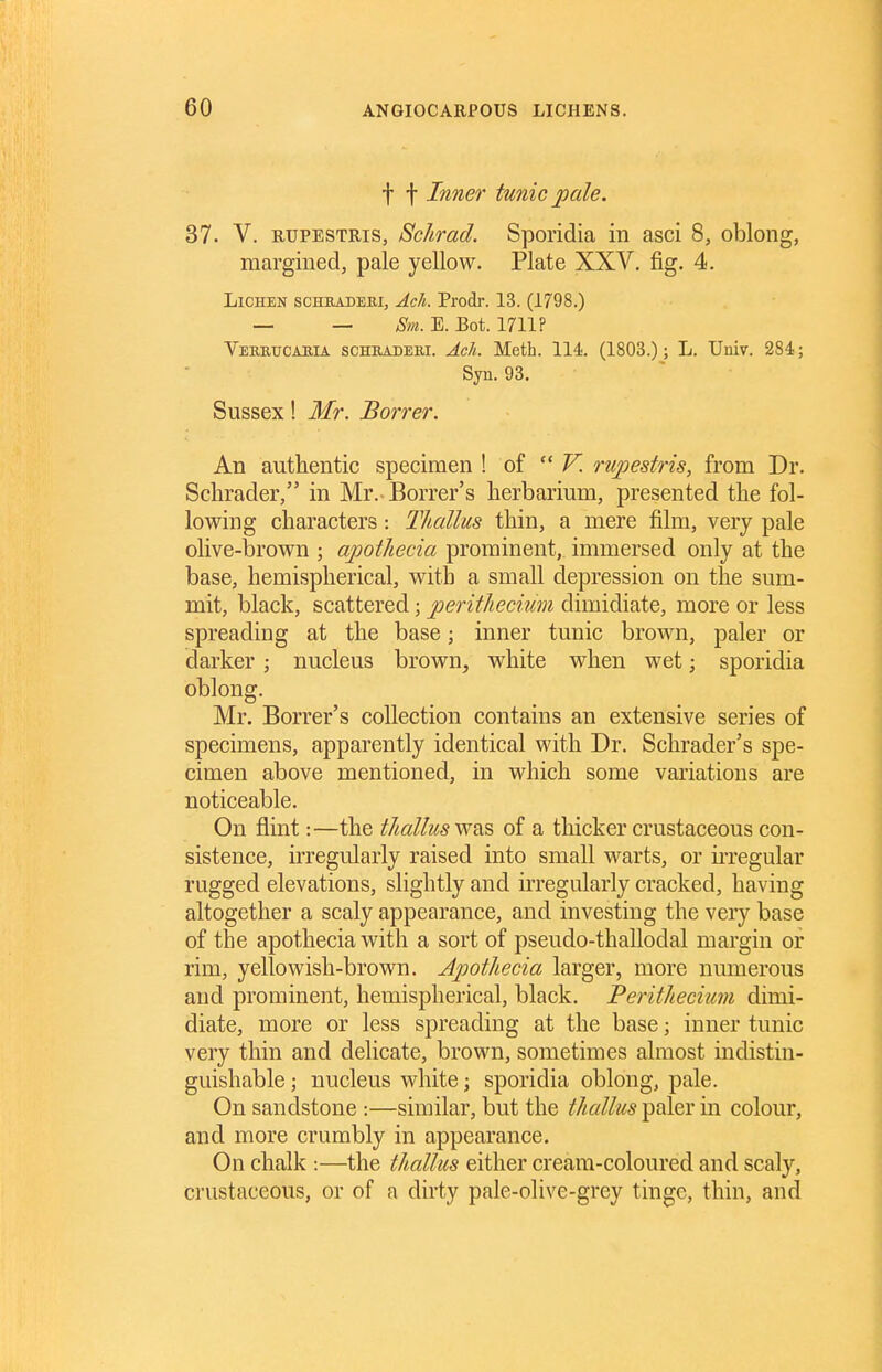 t f Inner tunic pale. 37. V. RUPESTRis, Schrad. Sporidia in asci 8, oblong, margined, pale yellow. Plate XXV, fig. 4. Lichen schbadebi, AcL Prodr. 13. (1798.) — — Sm. E. Bot. 1711? Vereucabia schbadeei. Ach. Meth. 114. (1803.); L. Univ. 284; Syn. 93. Sussex! Mr. Borrer. An authentic specimen ! oi  V. rupestris, from Dr. Sclirader, in Mr.-Borrer's herbarium, presented the fol- lowing characters ThciUus thin, a mere film, very pale olive-brown ; apothecia prominent, immersed only at the base, hemispherical, with a small depression on the sum- mit, black, scattered; peritJiecitm dimidiate, more or less spreading at the base; inner tunic brown, paler or darker; nucleus brown, white when wet; sporidia oblong. Mr. Borrer's collection contains an extensive series of specimens, apparently identical with Dr. Schrader's spe- cimen above mentioned, in which some variations are noticeable. On flint:—the t/taliuswas of a thicker crustaceous con- sistence, irregularly raised into small warts, or ii-regular rugged elevations, slightly and irregularly cracked, having altogether a scaly appearance, and investing the very base of the apothecia with a sort of pseudo-thallodal margin of rim, yellowish-brown. Apothecia larger, more numerous and prominent, hemispherical, black. Perithecium dimi- diate, more or less spreading at the base; inner tunic very thin and delicate, brown, sometimes almost indistin- guishable ; nucleus white; sporidia oblong, pale. On sandstone :—similar, but the thallus paler in colour, and more crumbly in appearance. On chalk :—the thallus either cream-coloured and scaly, crustaceous, or of a dirty pale-olive-grey tinge, thin, and