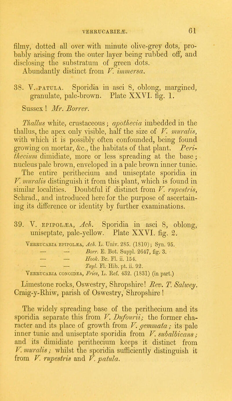 filmy, dotted all over with minute olive-grey dots, pro- bably arising from the outer layer being rubbed off, and disclosing the substratum of green dots. Abundantly distinct from V. immersa. 38. V..PATULA. Sporidia in asci 8, oblong, margined, granulate, pale-brown. Plate XXVI. fig. 1. Sussex! Mr. Borrer. Thallus white, crustaceous; apothecia imbedded in the thallus, the apex only visible, half the size of V. muralis, with which it is possibly often confounded, being found growing on mortar, &c., the habitats of that plant. Pm- thecimi dimidiate, more or less spreading at the base; nucleus pale brown, enveloped in a pale brown inner tunic. The entire peritheciam and uniseptate sporidia in V. muralis distinguish it from this plant, which is found in similar localities. Doubtful if distinct from V. rwpestris, Schrad., and introduced here for the purpose of ascertain- ing its difference or identity by further examinations. 39. V. EPiPOLiEA, Ach. Sporidia in asci 8, oblong, uniseptate, pale-yellow. Plate XXVI. fig. 2. Veektjcakia EPiPOLffiA, Ach. L. Univ. 285. (1810); Syn. 95. — — Borr. E. Bot. Suppl. 2647, fig. 3. — — Hook. Br. El. ii. 154. — — El. Hib. pt. ii. 92. Vekrucaiiia conoidea, Fries, L. Ref. 432. (1831) (in part.) Limestone rocks, Oswestry, Shropshire! Bev. T. 8alwey, Craig-y-Rhiw, parish of Oswestry, Shropshire ! The widely spreading base of the perithecium and its sporidia separate this from V. Dufourii; the former cha- racter and its place of growth from V. gemmata; its pale inner tunic and uniseptate sporidia from V. suhalhicans; and its dimidiate perithecium keeps it distinct from V. muralis; whilst the sporidia sufficiently distinguish it from V. rupesiris and F. paiula.
