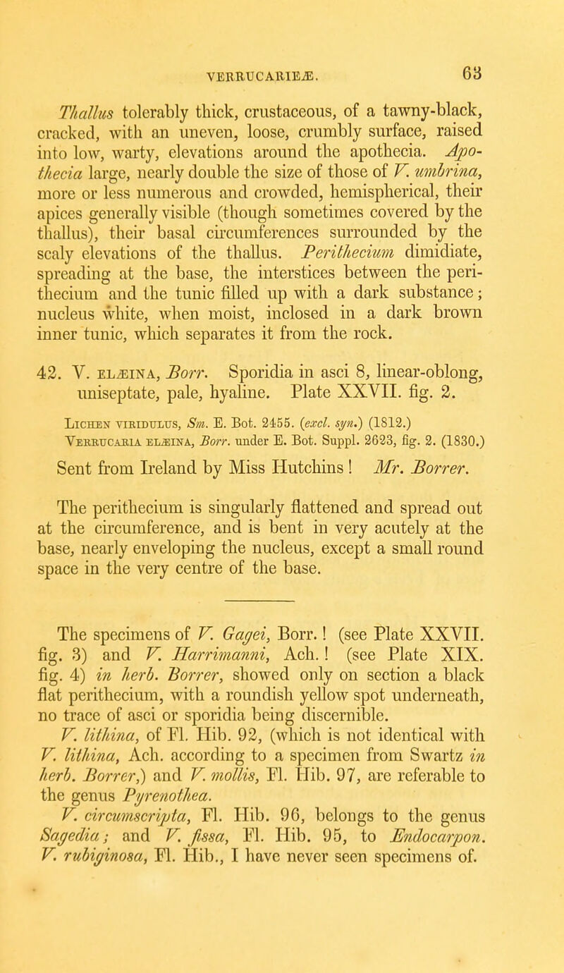 Thallus tolerably thick, crustaceous, of a tawny-black, cracked, with an uneven, loose, crumbly surface, raised into low, warty, elevations around the apothecia. Apo- thecia large, nearly double the size of those of V. umhrina, more or less numerous and crowded, hemispherical, their apices generally visible (though sometimes covered by the thallus), their basal cii'cumferences surrounded by the scaly elevations of the thallus. Peritheciimi dimidiate, spreading at the base, the interstices between the peri- thecium and the tunic filled up with a dark substance; nucleus white, when moist, inclosed in a dark brown inner tunic, which separates it from the rock. 42. V. EL/EiNA, Bo7r. Sporidia in asci 8, linear-oblong, uniseptate, pale, hyaline. Plate XXVII. fig. 2. Lichen vieidtjlus, Sm. E. Bot. 2455. {excl. si/n.) (1812.) Veskucama el^ina, Borr. under E. Bot. Suppl. 2623, fig. 2. (1830.) Sent from Ireland by Miss Hutchins ! Mr. Borrer. The perithecium is singularly flattened and spread out at the circumference, and is bent in very acutely at the base, nearly enveloping the nucleus, except a small round space in the very centre of the base. The specimens of V. Gagei, Borr.! (see Plate XXVII. fig. 3) and V. Harrimanni, Ach.! (see Plate XIX. fig. 4) in herb. Borrer, showed only on section a black flat perithecium, with a roundish yellow spot underneath, no trace of asci or sporidia being discernible. V. litJiina, of PI. Hib. 92, (which is not identical with V. liihina, Ach. according to a specimen from Swartz in herb. Borrer,) and V. mollis, PI. llib. 97, are referable to the genus Byrenothea. V. circumscripta, Fl. Hib. 96, belongs to the genus Sagedia; and V. fissa, PI. Hib. 95, to Endocarpon. V. rubiginosa, PI. Hib., I have never seen specimens of.