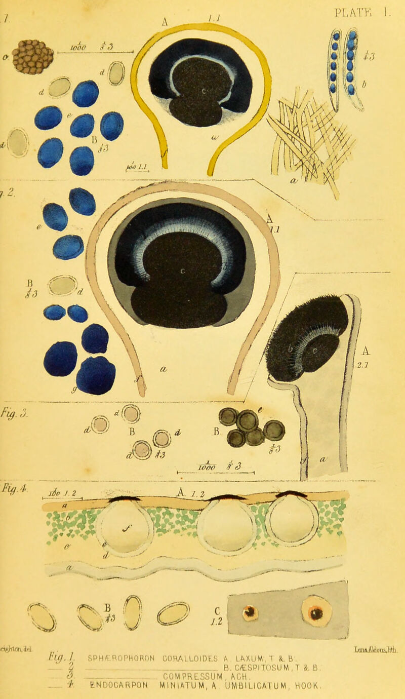 n8hviti,de.i . lonnAWmia,htli hi]. I. SPH/f-ROPHORON OORALLOIDLS h l^XUM 1 &. B. 2 B. C/ESPITOSUM , T &. B, O COMPRESSUM, ^GH. -3^ ENDOCARPON MlNlATUM.A UMBILICATUM, HOOK.