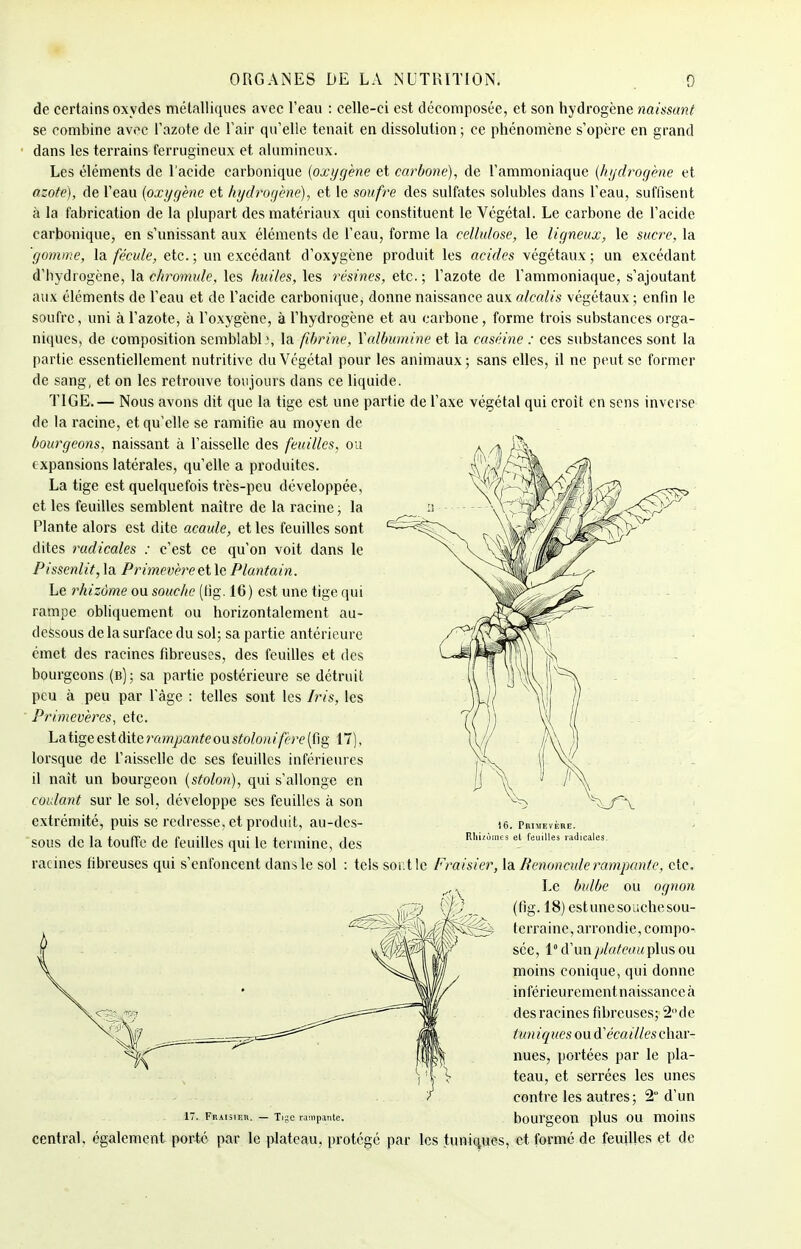 de certains oxydes métalliques avec l'eau : celle-ci est décomposée, et son hydrogène naissant se combine avec l'azote de l'air qu'elle tenait en dissolution ; ce phénomène s'opère en grand dans les terrains ferrugineux et alumincux. Les éléments de l'acide carbonique (oxygène et carbone), de l'ammoniaque (hydrogène et azote), de l'eau (oxygène et hydrogène), et le soufre des sulfates solubles dans l'eau, suffisent à la fabrication de la plupart des matériaux qui constituent le Végétal. Le carbone de l'acide carbonique, en s'unissant aux éléments de l'eau, forme la cellulose, le ligneux, le sucre, la gomme, la fécule, etc.; un excédant d'oxygène produit les acides végétaux; un excédant d'hydrogène, la chromule, les huiles, les 7'ésines, etc. ; l'azote de l'ammoniaque, s'ajoutant aux éléments de l'eau et de l'acide carbonique, donne naissance aux alcalis végétaux ; enfin le soufre, uni à l'azote, à l'oxygène, à l'hydrogène et au carbone, forme trois substances orga- niques, de composition semblable, la fibrine, Y albumine et la caséine : ces substances sont la partie essentiellement nutritive du Végétal pour les animaux; sans elles, il ne peut se former de sang, et on les retrouve toujours dans ce liquide. TIGE.— Nous avons dit que la tige est une partie de l'axe végétal qui croit en sens inverse de la racine, et qu'elle se ramifie au moyen de bourgeons, naissant à l'aisselle des feuilles, ou expansions latérales, qu'elle a produites. La tige est quelquefois très-peu développée, et les feuilles semblent naître de la racine ; la Plante alors est dite acaule, et les feuilles sont dites radicales : c'est ce qu'on voit dans le Pissenlit, la Primevère et le Plantain. Le rhizome ou souche (lig. 16) est une tige qui rampe obliquement ou horizontalement au- dessous de la surface du sol; sa partie antérieure émet des racines fibreuses, des feuilles et des bourgeons (b); sa partie postérieure se détruit peu à peu par l'âge : telles sont les Iris, les Primevères, etc. La tige estdite rampante ou stolonifere (fig 17), lorsque de l'aisselle de ses feuilles inférieures il naît un bourgeon (stolon), qui s'allonge en coulant sur le sol, développe ses feuilles à son extrémité, puis se redresse, et produit, au-des- sous de la touffe de feuilles qui le termine, des racines fibreuses qui s'enfoncent dans le sol : tels sont le Fraisier, la Renoncule rampante, etc. Le bulbe ou ognon (fig.18) estunesouche sou- terraine, arrondie, compo- sée, 1° d'un plateau plus ou moins conique, qui donne in férieurement naissance à des racines fibreuses; 2de (un iques ou écailles char- nues, portées par le pla- teau, et serrées les unes contre les autres; 2 d'un 17. Fraisier. — Tige rampante. bourgeon plus OU moilîS central, également porté par le plateau, protégé par les tuniques, et formé de feuilles et de 16. Primevère. Rhizomes et feuilles radicales.