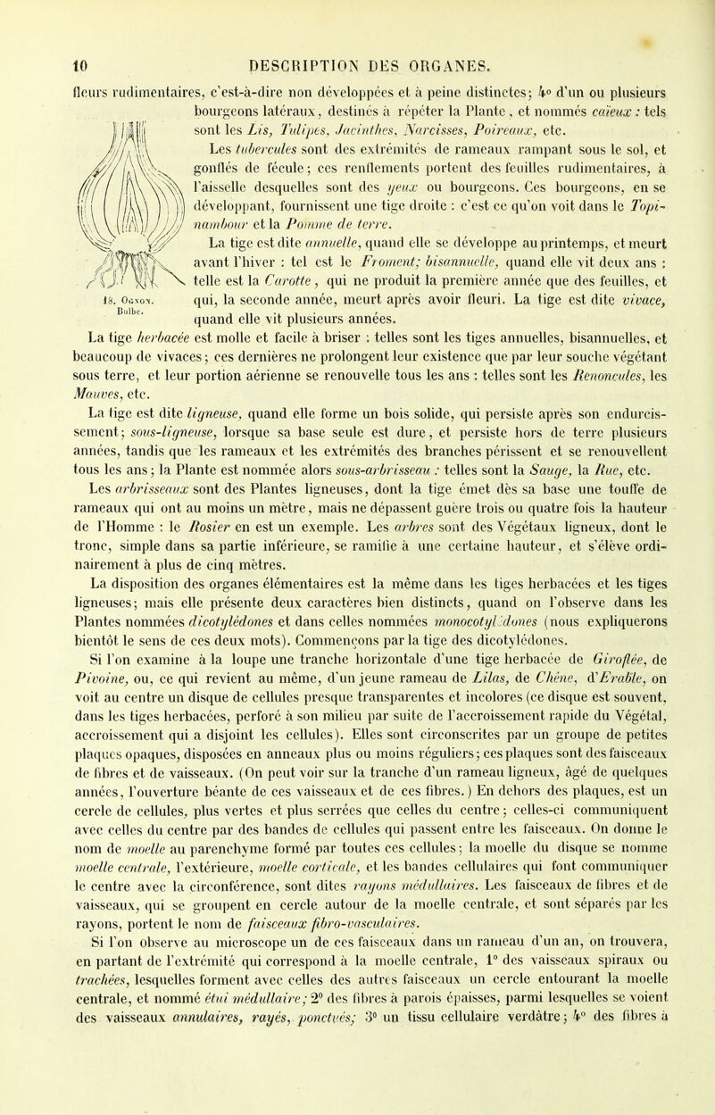 fleurs rudimentaires, c'est-à-dire non développées et à peine distinctes; 4° d'un ou plusieurs bourgeons latéraux, destinés à répéter la Plante , et nommés ca'ieux : tels sont les Lis, Tulipes, Jacinthes, Narcisses, Poireaux, etc. Les tubercules sont des extrémités de rameaux rampant sous le sol, et gonflés de fécule; ces renflements portent des feuilles rudimentaires, à l'aisselle desquelles sont des yeux ou bourgeons. Ces bourgeons, en se développant, fournissent une tige droite : c'est ce qu'on voit dans le Topi- nambour et la Pomme de terre. La tige est dite annuelle, quand elle se développe au printemps, et meurt avant l'hiver : tel est le Froment; bisannuelle, quand elle vit deux ans : telle est la Carotte, qui ne produit la première année que des feuilles, et qui, la seconde année, meurt après avoir fleuri. La tige est dite vivace, quand elle vit plusieurs années. La tige herbacée est molle et facile à briser : telles sont les tiges annuelles, bisannuelles, et beaucoup de vivaces ; ces dernières ne prolongent leur existence que par leur souche végétant sous terre, et leur portion aérienne se renouvelle tous les ans : telles sont les Renoncules, les Mauves, etc. La tige est dite ligneuse, quand elle forme un bois solide, qui persiste après son endurcis- sement; sous-ligneuse, lorsque sa base seule est dure, et persiste hors de terre plusieurs années, tandis que les rameaux et les extrémités des branches périssent et se renouvellent tous les ans ; la Plante est nommée alors sous-arbrisseau : telles sont la Sauge, la Rue, etc. Les arbrisseaux sont des Plantes ligneuses, dont la tige émet dès sa base une touffe de rameaux qui ont au moins un mètre, mais ne dépassent guère trois ou quatre fois la hauteur de l'Homme : le Rosier en est un exemple. Les arbres sont des Végétaux ligneux, dont le tronc, simple dans sa partie inférieure, se ramifie à une certaine hauteur, et s'élève ordi- nairement à plus de cinq mètres. La disposition des organes élémentaires est la même clans les tiges herbacées et les tiges ligneuses ; mais elle présente deux caractères bien distincts, quand on l'observe dans les Plantes nommées dicotylédones et dans celles nommées monocotyl'dones (nous expliquerons bientôt le sens de ces deux mots). Commençons parla tige des dicotylédones. Si l'on examine à la loupe une tranche horizontale d'une tige herbacée de Giroflée, de Pivoine, ou, ce qui revient au même, d'un jeune rameau de Lilas, de Chêne, d'Erable, on voit au centre un disque de cellules presque transparentes et incolores (ce disque est souvent, dans les tiges herbacées, perforé à son milieu par suite de l'accroissement rapide du Végétal, accroissement qui a disjoint les cellules). Elles sont circonscrites par un groupe de petites plaques opaques, disposées en anneaux plus ou moins réguliers; ces plaques sont des faisceaux de fibres et de vaisseaux. (On peut voir sur la tranche d'un rameau ligneux, âgé de quelques années, l'ouverture béante de ces vaisseaux et de ces fibres. ) En dehors des plaques, est un cercle de cellules,, plus vertes et plus serrées que celles du centre ; celles-ci communiquent avec celles du centre par des bandes de cellules qui passent entre les faisceaux. On donne le nom de moelle au parenchyme formé par toutes ces cellules ; la moelle du disque se nomme moelle centrale, l'extérieure, moelle corticale, et les bandes cellulaires qui font communiquer le centre avec la circonférence, sont dites rayons médullaires. Les faisceaux de fibres et de vaisseaux, qui se groupent en cercle autour de la moelle centrale, et sont séparés par les rayons, portent le nom de faisceaux fibro-vasculaires. Si l'on observe au microscope un de ces faisceaux dans un rameau d'un an, on trouvera, en partant de l'extrémité qui correspond à la moelle centrale, 1° des vaisseaux spiraux ou trachées, lesquelles forment avec celles des autres faisceaux un cercle entourant la moelle centrale, et nommé étui médullaire; 2° des fibres à parois épaisses, parmi lesquelles se voient des vaisseaux annulaires, rayés, ponctués; 3° un tissu cellulaire verdâtre ; 4° des fibres à