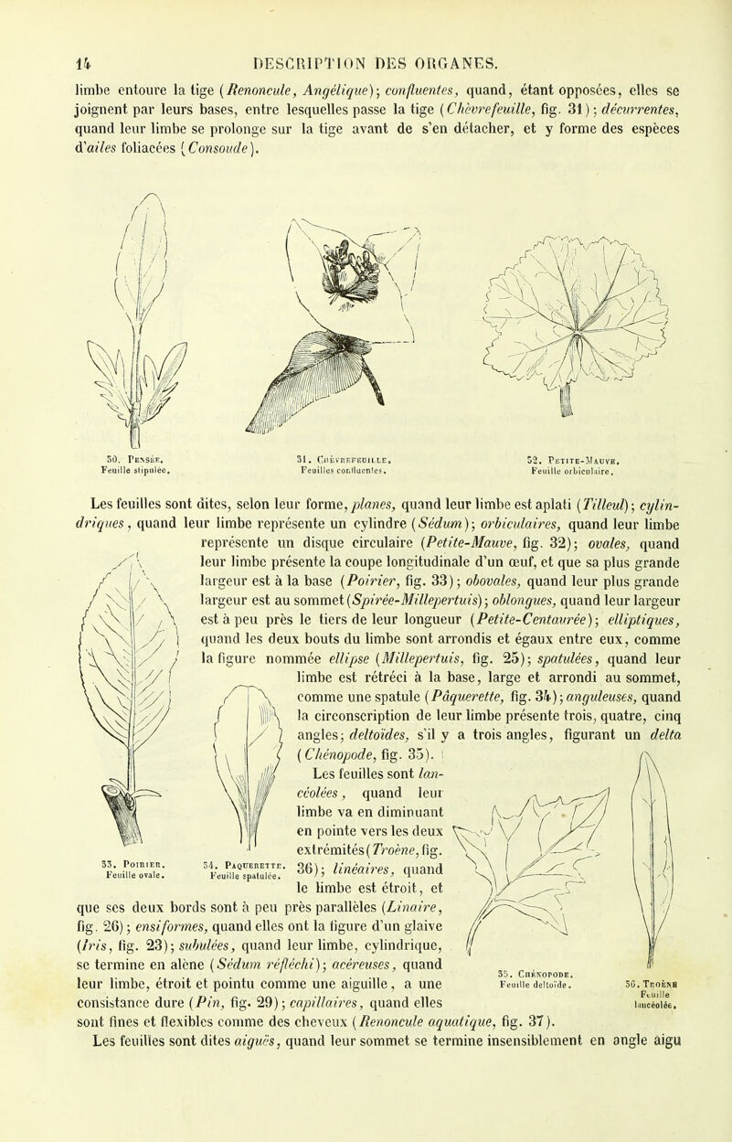 limbe entoure la lige (Renoncule, Angélique); confluentes, quand, étant opposées, elles se joignent par leurs bases, entre lesquelles passe la tige (Chèvrefeuille, fig. 31) ; décurrentes, quand leur limbe se prolonge sur la tige avant de s'en détacher, et y forme des espèces d'ailes foliacées (Consolide). 50. Pensée. 51. CiiÈvnEFEUiLLE. 52. Petite-Mauve. Feuille stipulée. Feuilles cor.llucnles. Feuille orbicuhiire. Les feuilles sont dites, selon leur forme, planes, quand leur limbe est aplati (Tilleul) ; cylin- driques , quand leur limbe représente un cylindre (Sédum); orbiculaires, quand leur limbe repi'ésente un disque circulaire (Petite-Mauve, fig. 32); ovales, quand leur limbe présente la coupe longitudinale d'un œuf, et que sa plus grande largeur est à la base (Poirier, fig. 33) ; obovales, quand leur plus grande largeur est au sommet (Spirée-Millepertuis) ; oblongues, quand leur largeur est à peu près le tiers de leur longueur (Petite-Centaurée); elliptiques, quand les deux bouts du limbe sont arrondis et égaux entre eux, comme la figure nommée ellipse (Millepertuis, fig. 25); spatulées, quand leur limbe est rétréci à la base, large et arrondi au sommet, comme une spatule (Pâquerette, fig. 34) ; anguleuses, quand la circonscription de leur limbe présente trois, quatre, cinq angles ; deltoïdes, s il y a trois angles, figurant un delta (Chénopode, fig. 35) Les feuilles sont lan- céolées , quand leur limbe va en diminuant en pointe vers les deux extrémités ( Troène, fig. 36); linéaires, quand le limbe est étroit, et que ses deux bords sont à peu près parallèles (Linaire, fig. 26) ; ensiformes, quand elles ont la figure d'un glaive (Iris, fig. 23); subulées, quand leur limbe, cylindrique, se termine en alêne (Sédum réfléchi); acéreuses, quand leur limbe, étroit et pointu comme une aiguille, a une consistance dure (Pin, fig. 29); capillaires, quand elles sont fines et flexibles comme des cheveux (Renoncule aquatique, fig. 37). Les feuilles sont dites aiguës, quand leur sommet se termine insensiblement en angle aigu 53. PoiniEn. Feuille ovale. i4. Pâquerette. Feuille spatulce. 35. Chénopode. Feuille deltoïde.