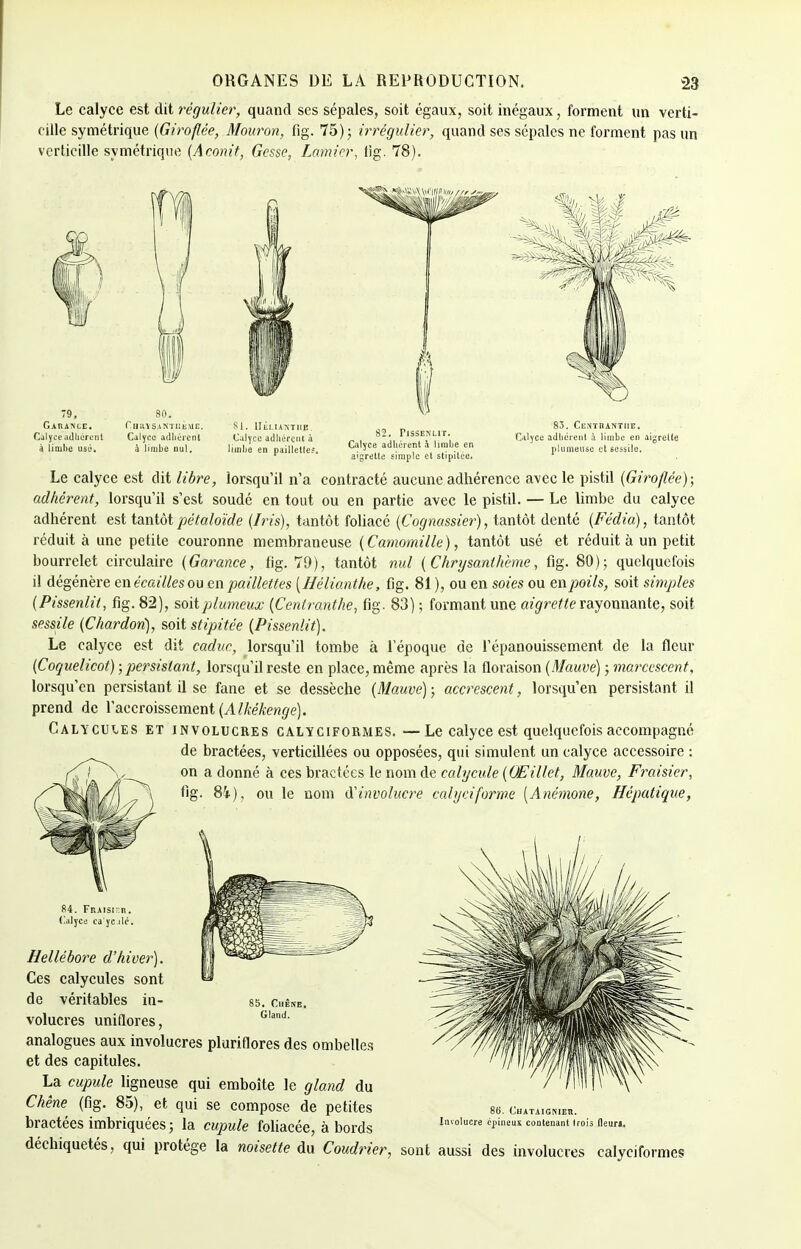 Le calyce est dit régulier, quand ses sépales, soit égaux, soit inégaux, forment un verti- eille symétrique {Giroflée, Mouron, fig. 75); irrégulier, quand ses sépales ne forment pas un vcrticille symétrique (Aconit, Gesse, Lamicr, fig. 78). 79. 80. Gauanle. rnnvs,iMi:tiiE. Calyce adhérent Calyce adhérent à limhc usé. à limbe nul. 81. Hlil.IANTlIE. Calyce adhèrent à limbe en paillette?. 82. PISSENLIT. Calyce adhérent à limbe en aigrette simple et stipilce. 83. CeNTIUNTISE. Calyce adhèrent à limbe en aigrette plumettsc et sessile. Le calyce est dit libre, lorsqu'il n'a contracté aucune adhérence avec le pistil (Giroflée); adhérent, lorsqu'il s'est soudé en tout ou en partie avec le pistil. — Le limbe du calyce adhérent est tantôtpétaloïde (Iris), tantôt foliacé (Cognassier), tantôt denté (Fédia), tantôt réduit à une petite couronne membraneuse (Camomille), tantôt usé et réduit à un petit bourrelet circulaire (Garance, fig. 79), tantôt nul (Chrysanthème, fig. 80); quelquefois il dégénère en écailles ou en paillettes (Hélianthe, fig. 81), ou en soies ou enpoils, soit simples (Pissenlit, fig. 82), soitplumeux (Centranthe, fig. 83) ; formant une aigrette rayonnante, soit sessile (Chardon), soit stipitée (Pissenlit). Le calyce est dit caduc, lorsqu'il tombe à l'époque de l'épanouissement de la fleur (Coquelicot) ; persistant, lorsqu'il reste en place, même après la floraison (Mauve) ; marcescent, lorsqu'en persistant il se fane et se dessèche (Mauve) ; accrescent, lorsqu'en persistant il prend de l'accroissement (Alkékenge). Calycuies et involucres calyciformes. —Le calyce est quelquefois accompagné de bractées, verticillées ou opposées, qui simulent un calyce accessoire : on a donné à ces bractées le nom de calycule (OEillet, Mauve, Fraisier, fig. 84), ou le nom iïinvolucre cahjciforme (Anémone, Hépatique, 85. Chêne. Gland. Hellébore d'hiver). Ces calycules sont de véritables in- volucres uniflores, analogues aux involucres pluriflores des ombelles et des capitules. La cupule ligneuse qui emboîte le gland du Chêne (fig. 85), et qui se compose de petites bractées imbriquées ; la cupule foliacée, à bords déchiquetés, qui protège la noisette du Coudrier, sont aussi des involucres calyciformes 8(j. Châtaignier. Iiuolucre epineus contenant trois fleur».