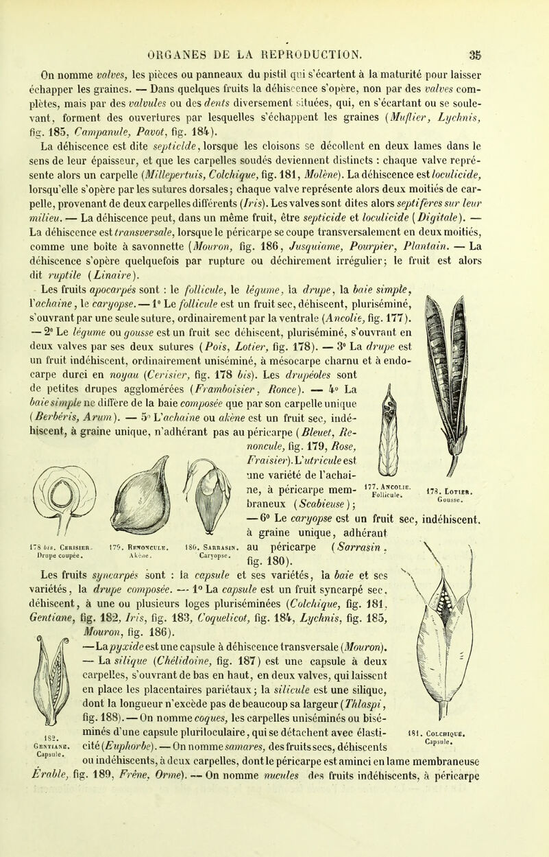 On nomme valves, les pièces ou panneaux du pistil qui s'écartent à la maturité pour laisser échapper les graines. — Dans quelques fruits la déhiscence s'opère, non par des valves com- plètes, mais par des valvules ou des dents diversement situées, qui, en s'écartant ou se soule- vant, forment des ouvertures par lesquelles s'échappent les graines (Muflier, Lychnis, fig. 185, Campanule, Pavot, fig. 184). La déhiscence est dite septiclde, lorsque les cloisons se décollent en deux lames dans le sens de leur épaisseur, et que les carpelles soudés deviennent distincts : chaque valve repré- sente alors un carpelle (Millepertuis, Colchique, fig. 181, Molène). La déhiscence est loculicide, lorsqu'elle s'opère parles sutures dorsales; chaque valve représente alors deux moitiés de car- pelle, provenant de deux carpelles différents (fris). Les valves sont dites alors septifèrcs sur leur milieu. — La déhiscence peut, dans un même fruit, être septicide et loculicide (Digitale). — La déhiscence est transversale, lorsque le péricarpe se coupe transversalement en deux moitiés, comme une boîte à savonnette (Mouron, fig. 186, Jusquiame, Pourpier, Plantain. — La déhiscence s'opère quelquefois par rupture ou déchirement irrégulier; le fruit est alors dit ruptile (Linaire). Les fruits apocarpés sont : le follicule, le légume, la drupe, la baie simple. Yachaine, le caryopse. — 1° Le follicule est un fruit sec, déhiscent, pluriséminé, s'ouvrantpar une seule suture, ordinairement par la ventrale (Ancolie, fig. 177). — 2° Le légume ou gousse est un fruit sec déhiscent, pluriséminé, s'ouvrant en deux valves par ses deux sutures (Pois, Lotier, fig. 178). — 3° La drupe est un fruit indéhiscent, ordinairement uniséminé, à mésocarpe charnu et à endo- carpe durci en noyau (Cerisier, fig. 178 bis). Les drupéoles sont de petites drupes agglomérées (Framboisier, Ronce). — 4° La baie simple ne diffère de la baie composée que par son carpelle unique (Berbéris, Arum). — 5 Vachaine ou akène est un fruit sec, indé- hiscent, à graine unique, n'adhérant pas au péricarpe (Bleuet, Re- noncule, fig. 179, Rose, Fraisier). Vutricule est une variété de Tachai- ne, à péricarpe mem- braneux ( Scabieuse ) ; — 6° Le caryopse est un fruit sec, indéhiscent, à graine unique, adhérant au péricarpe ( Sarrasin. fig. 180). la capsule et ses variétés, la baie et ses variétés, la drupe composée. — 1° La capsule est un fruit syncarpé sec. déhiscent, à une ou plusieurs loges pluriséminées (Colchique, fig. 181. Gentiane, fig. 182, Iris, fig. 183, Coquelicot, fig. 184, Lychnis, fig. 185, Mouron, fig. 186). —La.pyxideestime capsule à déhiscence transversale (Mouron). — basilique (Chélidoine, fig. 187) est une capsule à deux carpelles, s'ouvrant de bas en haut, en deux valves, qui laissent en place les placentaires pariétaux ; la silicule est une silique, dont la longueur n'excède pas de beaucoup sa largeur ( Thlaspi, fig. 188). — On nomme coques, les carpelles uniséminés ou bisé- minés d'une capsule pluriloculaire, qui se détachent avec élasti- cité (Euphorbe). — On n omme samares, des fruits secs, déhiscents ou indéhiscents, à deux carpelles, dont le péricarpe est aminci en lame membraneuse Erable, fig. 189, Frêne, Orme). — On nomme nucules des fruits indéhiscents, h péricarpe 177. Ancolie. Follicule. 173. Lotier. Gousse. 178 bis. Cerisier. Drupe coupée. Les fruits syncarpès sont 181. Colchique, Capsule.