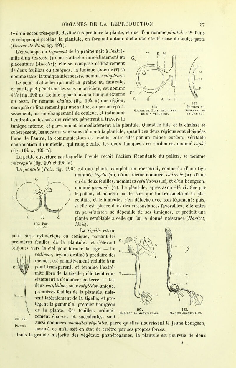 194. Graine ee Pois dépouillée de son tégument. Portion du tégument de la graine. 1° d'un corps très-petit, destiné à reproduire la plante, et que Ton nomme plantule; 2° d'une enveloppe qui protège la plantule, en formant autour d'elle une cavité close de toutes parts (Graine de Pois, fig. 194). L'enveloppe ou tégument de la graine naît à l'extré- mité d'un funicule (F), ou s'attache immédiatement au placentaire (Ancolie) ; elle se compose ordinairement de deux feuillets ou tuniques; la tunique externe (t) se nomme testa :1a tunique interne (E)se nomme endoplèvre. Le point d'attache qui unit la graine au funicule, et par lequel pénètrent les sucs nourriciers, est nommé hile ( fig. 195 n). Le bile appartient à la tunique externe ou testa. On nomme chalaze (fig. 194- h) une région, marquée ordinairement par une saillie, ou par un épais- sissement, ou un changement de couleur, et indiquant l'endroit où les sucs nourriciers pénètrent à travers la tunique interne, et parviennent immédiatement à la plantule. Quand le hile et la chalaze se superposent, les sucs arrivent sans détour à la plantule ; quand ces deux régions sont éloignées l'une de l'autre, la communication est établie entre elles par un mince cordon, véritable continuation du funicule, qui rampe entre les deux tuniques : ce cordon est nommé raphé (fig. 194 A, 195 R). La petite ouverture par laquelle l'ovule reçoit l'action fécondante du pollen, se nomme micropyle (fig. 194 et 195 m). La plantule (Pois, fig. 19G) est une plante complète en raccourci, composée d'une tige nommée tigelle (t), d'une racine nommée radicule (r), d'une ou de deux feuilles, nommées cotylédons (ce), et d'un bourgeon, nommé gemmule (g). La plantule, après avoir été vivifiée par le pollen, et nourrie par les sucs que lui transmettent le pla- centaire et le funicule, s'en détache avec son tégument; puis, si elle est placée dans des circonstances favorables, elle entre en germination, se dépouille de ses tuniques, et produit une plante semblable à celle qui lui a donné naissance (Haricot, Maïs). La tigelle est un petit corps cylindrique ou conique, portant les premières feuilles de la plantule, et s'élevant toujours vers le ciel pour former la tige. — La radicule, organe destiné à produire des racines, est primitivement réduite à un point transparent, et termine l'extré- mité libre de la tigelle ; elle tend con- stamment à s'enfoncer en terre. — Les deux cotylédons ou le cotylédon unique, premières feuilles de la plantule, nais- sent latéralement de la tigelle, et pro- tègent la gemmule, premier bourgeon de la plante. Ces feuilles, ordinai- rement épaisses et succulentes, sont aussi nommées mamelles végétales, parce qu'elles nourrissent le jeune bourgeon, jusqu'à ce qu'il soit en état de croître par ses propres forces. Dans la grande majorité des végétaux phanérogames, la plantule est pourvue de deux G Haricot en germination S EN GERMINATION. Plantule.