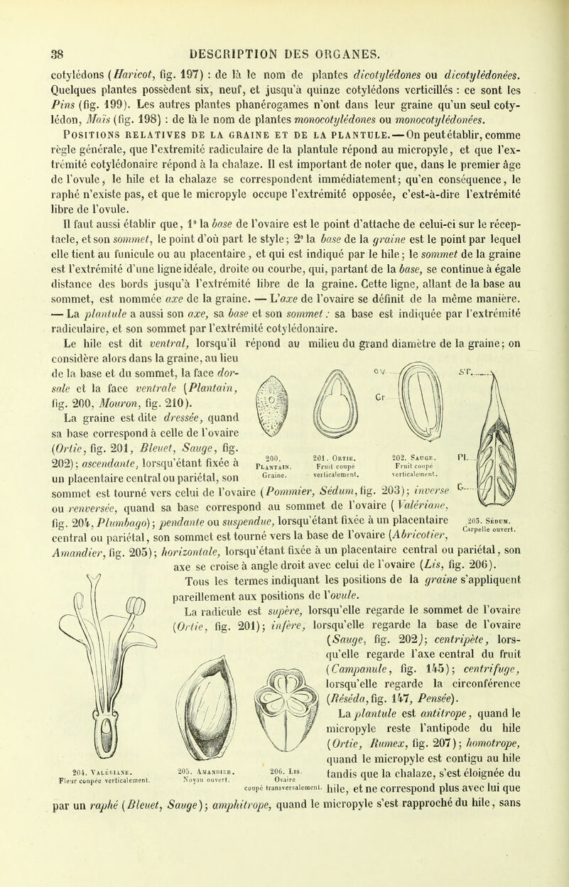 cotylédons (Haricot, fig. 197) : de là le nom de plantes dicotylédones ou dicotylédonées. Quelques plantes possèdent six, neuf, et jusqu'à quinze cotylédons vertieillés : ce sont les Pins (fig. 199). Les autres plantes phanérogames n'ont dans leur graine qu'un seul coty- lédon, Maïs (fig. 198) : de là le nom de plantes monocotylédones ou monocotylédonées. Positions relatives de la graine et de la plantule. — On peut établir, comme règle générale, que l'extrémité radiculaire de la plantule répond au micropyle, et que l'ex- trémité cotylédonaire répond à la chalaze. Il est important de noter que, dans le premier âge de l'ovule, le hile et la chalaze se correspondent immédiatement; qu'en conséquence, le raphé n'existe pas, et que le micropyle occupe l'extrémité opposée, c'est-à-dire l'extrémité libre de l'ovule. Il faut aussi établir que, 1° la base de l'ovaire est le point d'attache de celui-ci sur le récep- tacle, et son sommet, le point d'où part le style ; 2 la base de la graine est le point par lequel elle tient au funicule ou au placentaire , et qui est indiqué par le hile ; le sommet de la graine est l'extrémité d'une ligne idéale, droite ou courbe, qui, partant de la base, se continue à égale distance des bords jusqu'à l'extrémité libre de la graine. Cette ligne, allant de la base au sommet, est nommée axe de la graine. — Vaxe de l'ovaire se définit de la même manière. — La plantule a aussi son axe, sa base et son sommet : sa base est indiquée par l'extrémité radiculaire, et son sommet par l'extrémité cotylédonaire. Le hile est dit ventral, lorsqu'il répond au milieu du grand diamètre de la graine ; on considère alors dans la graine, au lieu de la base et du sommet, la face dor- sale et la face ventrale [Plantain, fig. 200, Mouron, fig. 210). La graine est dite dressée, quand sa base correspond à celle de l'ovaire (Ortie, fig. 201, Bleuet, Sauge, fig. 202) ; ascendante, lorsqu'étant fixée à un placentaire central ou pariétal, son sommet est tourné vers celui de l'ovaire (Pommier, Sédum,i\$. ou renversée, quand sa base correspond au sommet de l'ovaire ( Valériane, fig. 204, Plumbago) ; pendante ou suspendue, lorsqu'étant fixée à un placentaire central ou pariétal, son sommet est tourné vers la base de l'ovaire (Abricotier, Amandier, fig. 205); horizontale, lorsqu'étant fixée à un placentaire central ou pariétal, son axe se croise à angle droit avec celui de l'ovaire (Lis, fig. 206). Tous les termes indiquant les positions de la graine s'appliquent pareillement aux positions de Xovule. La radicule est supère, lorsqu'elle regarde le sommet de l'ovaire (Ortie, fig. 201); infère, lorsqu'elle regarde la base de l'ovaire (Sauge, fig. 202J; centripète, lors- qu'elle regarde l'axe central du fruit (Campanule, fig. 145); centrifuge, lorsqu'elle regarde la circonférence (Réséda,fig. 147, Pensée). La plantule est antitrope, quand le micropyle reste l'antipode du hile (Ortie, Rumex, fig. 207); homotrope, quand le micropyle. est contigu au hile tandis que la chalaze, s'est éloignée du 200. Plantain. Graine. 201. Ortie. Fruit coupé verticalement 204. Valériane. Fleur coupée verticalement 206. Lis. Ovaire coupé tr i-ansversaiemcnt. iuje? et ne correspond plus avec lui que par un raphé (Bleuet, Sauge); amphitrope, quand le micropyle s'est rapproché du hile, sans