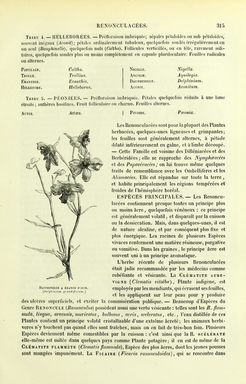 Tribu 4. — HELLÉBORÉES. — Préfloraison imbriquée; sépales pétaloïdes ou sub pétaloïdes, souvent inégaux (Aconit); pétales ordinairement tubuleux, quelquefois soudés irrégulièrement en un seul (Dauphinelle), quelquefois nuls (Caltha). Follicules verticillés, ou en tète, rarement soli- taires, quelquefois soudés plus ou moins complètement en capsule pluriloculaire. Feuilles radicales ou alternes. Populace. Trolle. Eranthis. Hellébore. Caltha. Trollius. Eranthis. Helleborus. Nigelle. Ancolie. Dauphinelle. Aconit. Nigella,. Âquilegia. Delphinium. Âconitum. Tribu 5. — PÉONIÉES. — Préfloraison imbriquée. Pétales quelquefois réduits à une lame étroite; anthères basifixes. Fruit folliculaire ou charnu. Feuilles alternes. Actée, Actœa. Pivoine. Pœonia. LesRenonculacées sont pour la plupart des Plantes herbacées, quelques-unes ligneuses et grimpantes; les feuilles sont généralement alternes, à pétiole dilaté inférieurement en gaîne, et à limbe découpé. — Cette Famille est voisine des Dilléniacées et des Berbéridées ; elle se rapproche des Nyrnphœacées et des Papavéracées ; on lui trouve même quelques traits de ressemblance avec les Ombellifères et les Alismaeées. Elle est répandue sur toute la terre, et habite principalement les régions tempérées et froides de l'hémisphère boréal. ESPÈCES PRINCIPALES. — Les Renoncu- lacées contiennent presque toutes un principe plus ou moins acre, quelquefois vénéneux : ce principe est généralement volatil, et disparaît par la cuisson ou la dessiccation. Mais, dans quelques-unes, il est de nature alcaline, et par conséquent plus fixe et plus énergique. Les racines de plusieurs Espèces vivaces renferment une matière résineuse, purgative ou vomitive. Dans les graines , le principe acre est souvent uni à un principe aromatique. L'herbe récente de plusieurs Renonculacées était jadis recommandée par les médecins comme rubéfiante et vésicante. La Clématite aube- vigne (Clematis vitalba), Plante indigène, est employée par les mendiants, qui écrasent ses feuilles, et les appliquent sur leur peau pour y produire des ulcères superficiels, et exciter la commisération publique. — Beaucoup d'Espèces du Genre Renoncule (Ranuncuhis) possèdent aussi une vertu vésicante : telles sont les R. flam- mula, lingua, arvensis, muricatus, bulbosus , acris, sceleratus, etc., l'eau distillée de ces Plantes contient un principe volatil cristallisable d'une extrême âcreté ; les animaux herbi - vores n'y touchent pas quand elles sont fraîches, mais on en fait de très-bon foin. Plusieurs Espèces deviennent même comestibles par la cuisson: c'est ainsi que laR. scélérate elle-même est usitée dans quelques pays comme Plante potagère; il en est de même de la Clématite flamm^te (Clematis flammula), Espèce des plus âcres, dont les jeunes pousses sont mangées impunément. La Ficaire (Ficaria rûnunculmdes), qui se rencontre dans DArrniNELt.E A CnANnE fleur. {De'yhinium grandiporum.)