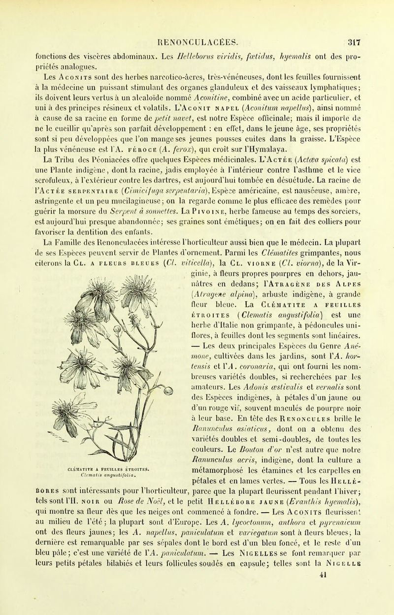 fonctions des viscères abdominaux. Les Hclleborus viridis, fœtidus, hyemalis ont des pro- priétés analogues. Les Aconits sont des herbes narcotico-àcres, très-vénéneuses, dont les feuilles fournissent à la médecine un puissant stimulant des organes glanduleux et des vaisseaux lymphatiques; ils doivent leurs vertus à un alcaloïde nommé Aconitine, combiné avec un acide particulier, et uni à des principes résineux et volatils. L'Aconit napel (Aconitum napellus), ainsi nommé à cause de sa racine en forme de petit navet, est notre Espèce officinale; mais il importe de ne le cueillir qu'après son parfait développement : en effet, dans le jeune âge, ses propriétés sont si peu développées que l'on mange ses jeunes pousses cuites dans la graisse. L'Espèce la plus vénéneuse est l'A. féroce (A. ferox), qui croît sur l'Hymalaya. La Tribu des Péoniacées offre quelques Espèces médicinales. L'Actée (Actœa spicata) est une Plante indigène, dont la racine, jadis employée à l'intérieur contre l'asthme et le vice scrofuleux, à l'extérieur contre les dartres, est aujourd'hui tombée en désuétude. La racine de I'Actée serpentaire (Cimicifugaserpentaria),Espeze américaine, est nauséeuse, amère, astringente et un peu mueilagineuse; on la regarde comme le plus efficace des remèdes pour guérir la morsure du Serpent à sonnettes. La Pivoine, herbe fameuse au temps des sorciers, est aujourd'hui presque abandonnée; ses graines sont émetiques; on en fait des colliers pour favoriser la dentition des enfants. La Famille des Renonculacées intéresse l'horticulteur aussi bien que le médecin. La plupart de ses Espèces peuvent servir de Plantes d'ornement. Parmi les Clématites grimpantes, nous citerons la Cl. a fleurs bleues {CL viticella), la Cl. viorne [CL viorno), de la Vir- ginie, à fleurs propres pourpres en dehors, jau- nâtres en dedans; I'Atragène des Alpes [Atragene alpina), arbuste indigène, à grande fleur bleue. La Clématite a feuilles étroites (Clematis angustifolia) est une herbe d'Italie non grimpante, à pédoncules uni- flores, à feuilles dont les segments sont linéaires. — Les deux principales Espèces du Genre Ané- mone, cultivées dans les jardins, sont VA. hor- tensis et VA. coronaria, qui ont fourni les nom- breuses variétés doubles, si recherchées par les amateurs. Les Adonis œslivalis et vernalis sont des Espèces indigènes, à pétales d'un jaune ou d'un rouge viî, souvent maculés de pourpre noir à leur base. En tète des Renoncules brille le Ranunculus asiaticus, dont on a obtenu des variétés doubles et semi-doubles, de toutes les couleurs. Le Bouton d'or n'est autre que notre Ranunculus acris, indigène, dont la culture a métamorphosé les étamines et les carpelles en pétales et en lames vertes. — Tous les Hellé- bores sont intéressants pour l'horticulteur, parce que la plupart fleurissent pendant, l'hiver; tels sont l'II. noir ou Rose de Noël, et le petit Hellébore j au ne {Eranthis hyemalis), qui montre sa fleur dès que les neiges ont commencé à fondre. — Les Acoïnmts fleurissenl. au milieu de l'été ; la plupart sont d'Europe. Les A. lycoetonum, anthora et pyrenaicum ont des fleurs jaunes; les A. napellus, paniculatum et variegatum sont à fleurs bleues; la dernière est remarquable par ses sépales dont le bord est d'un bleu foncé, et le reste d'un bleu pâle; c'est une variété de VA. paniculotum. — Les Nigelles se font remarquer par leurs petits pétales bilabiés et leurs follicules soudés en capsule; telles sont la Nie elle 41 CLEMATITE A FEUILLES ETROITES. Clemalis angustifolia.