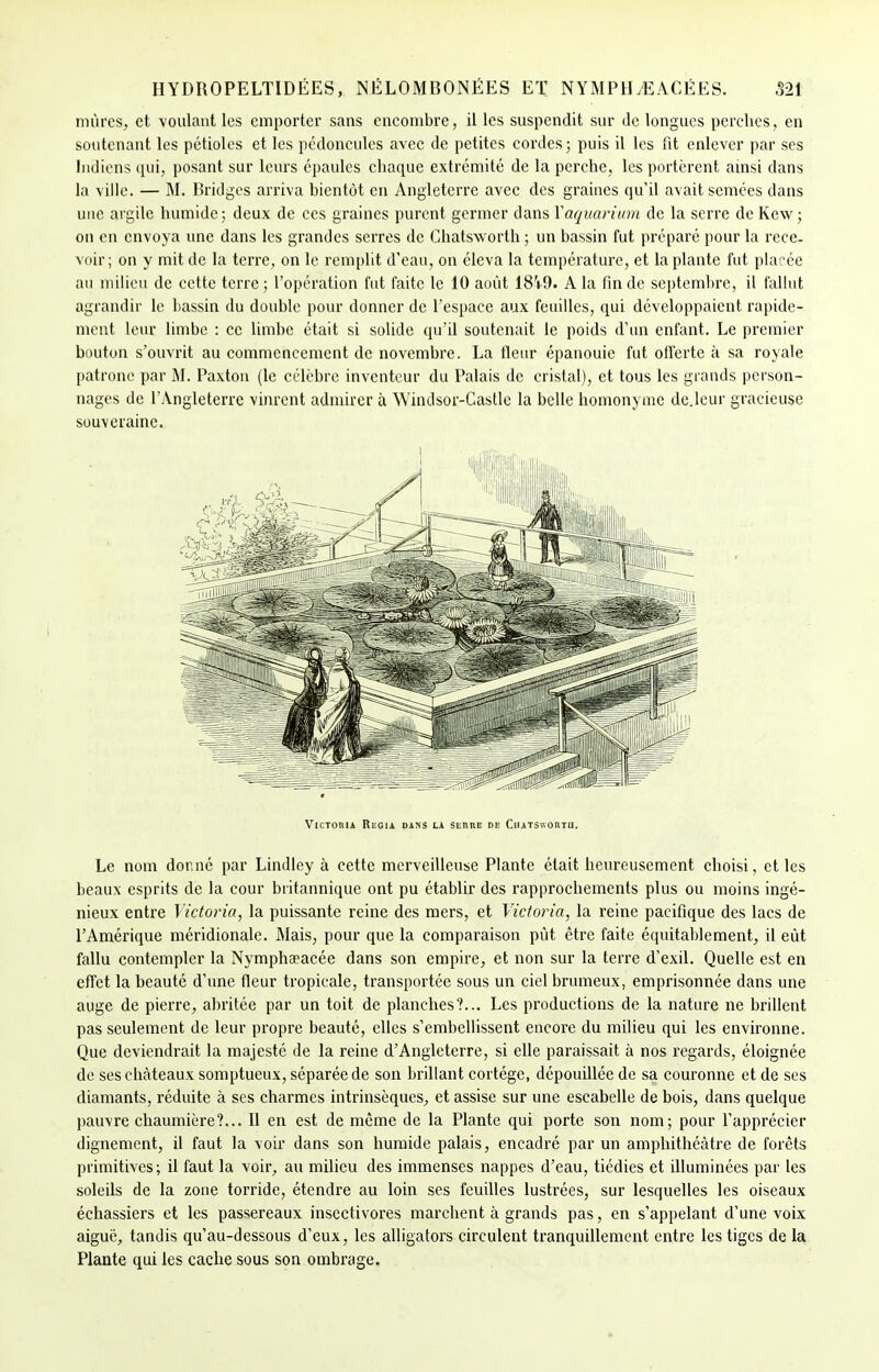 HYDROPELTIDÉES, NÉLOMBONÉES ET NYMPHjEACÉES. S21 mûres, et voulant les emporter sans encombre, il les suspendit sur de longues perches, en soutenant les pétioles et les pédoncules avec de petites cordes ; puis il les fit enlever par ses Indiens qui, posant sur leurs épaules chaque extrémité de la perche, les portèrent ainsi dans la ville. — M. Bridges arriva bientôt en Angleterre avec des graines qu'il avait semées dans une argile humide; deux de ces graines purent germer dans Y aquarium de la serre de Kew ; on en envoya une dans les grandes serres de Chatsworth ; un bassin fut préparé pour la rece- voir ; on y mit de la terre, on le remplit d'eau, on éleva la température, et la plante fut placée au milieu de cette terre ; l'opération fut faite le 10 août 18V9. A la fin de septembre, il fallut agrandir le bassin du double pour donner de l'espace aux feuilles, qui développaient rapide- ment leur limbe : ce limbe était si solide qu'il soutenait le poids d'un enfant. Le premier bouton s'ouvrit au commencement de novembre. La fleur épanouie fut offerte à sa royale patrone par M. Paxton (le célèbre inventeur du Palais de cristal), et tous les grands person- nages de l'Angleterre vinrent admirer à Windsor-Castle la belle homonyme de.leur gracieuse souveraine. Victoria Regia dans la serre de Chatswortu. Le nom donné par Lindley à cette merveilleuse Plante était heureusement choisi, et les beaux esprits de la cour britannique ont pu établir des rapprochements plus ou moins ingé- nieux entre Victoria, la puissante reine des mers, et Victoria, la reine pacifique des lacs de l'Amérique méridionale. Mais, pour que la comparaison pût être faite équitablement, il eût fallu contempler la Nymphaeacée dans son empire, et non sur la terre d'exil. Quelle est en effet la beauté d'une fleur tropicale, transportée sous un ciel brumeux, emprisonnée dans une auge de pierre, abritée par un toit de planches'?... Les productions de la nature ne brillent pas seulement de leur propre beauté, elles s'embellissent encore du milieu qui les environne. Que deviendrait la majesté de la reine d'Angleterre, si elle paraissait à nos regards, éloignée de ses châteaux somptueux, séparée de son brillant cortège, dépoudlée de sa couronne et de ses diamants, réduite à ses charmes intrinsèques, et assise sur une escabelle de bois, dans quelque pauvre chaumière?... Il en est de même de la Plante qui porte son nom; pour l'apprécier dignement, il faut la voir dans son humide palais, encadré par un amphithéâtre de forêts primitives; il faut la voir, au milieu des immenses nappes d'eau, tiédies et illuminées par les soleils de la zone torride, étendre au loin ses feuilles lustrées, sur lesquelles les oiseaux échassiers et les passereaux insectivores marchent à grands pas, en s'appelant d'une voix aiguë, tandis qu'au-dessous d'eux, les alligators circulent tranquillement entre les tiges de la Plante qui les cache sous son ombrage.