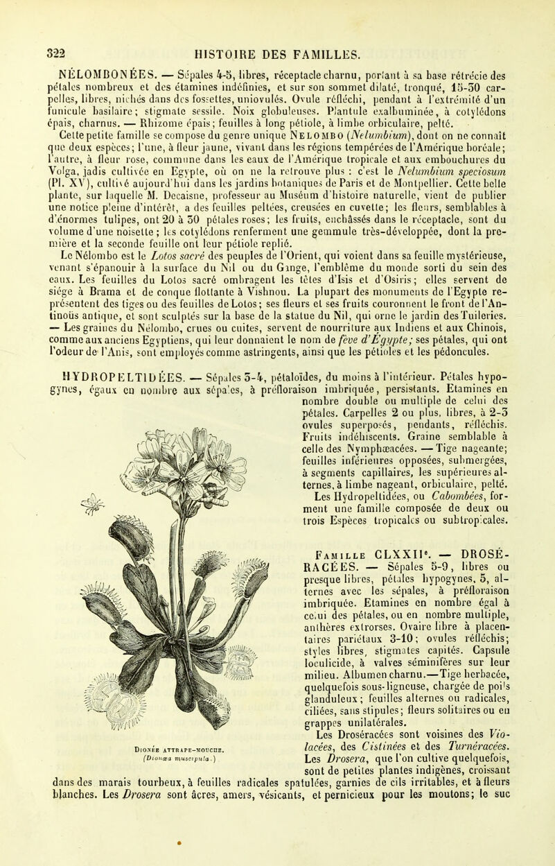 NÉLOMBON ÉES. — Sépales 4-5, libres, réceptacle charnu, portant à sa base rétre'cie des pétales nombreux et des étamines indéfinies, et sur son sommet dilaté, tronqué, 15-50 car- pelles, libres, nichés dans des fossettes, uniovulés. Ovule réfléchi, pendant à l'extrémité d'un i'unicule basilaire; stigmate sessile. Noix globuleuses. Plantule exalbuminée, à cotylédons épais, charnus. — Rhizome épais; feuilles à long pétiole, à limbe orbiculaire, pelté. Cette petite famille se compose du genre unique Nelombo (Nelumbium), dont on ne connaît que deux espèces; l'une, à fleur jaune, vivant dans les régions tempérées de l'Amérique boréale; l'autre, à fleur rose, commune dans les eaux de l'Amérique tropicale et aux embouchures du Volga, jadis cultivée en Egypte, où on ne la retrouve plus : c'est le Nelumbium speciosum (PI. XV), cultivé aujourd'hui dans les jardins botaniques de Paris et de Montpellier. Celte belle plante, sur laquelle M. Dccaisne, professeur au Muséum d'histoire naturelle, vient de publier une notice pleine d'intérêt, a des feuilles peltées, creusées en cuvette; les fleurs, semblables à d'énormes tulipes, ont 20 à 50 pétales roses; les fruits, enchâssés dans le réceptacle, sont du volume d'une noisette ; les cotylédons renferment une gemmule très-dévcloppée, dont la pre- mière et la seconde feuille ont leur pétiole replié. Le Nélombo est le Lotos sacré des peuples de l'Orient, qui voient dans sa feuille mystérieuse, venant s'épanouir à la surface du Nil ou du Ginge, l'emblème du monde sorti du sein des eaux. Les feuilles du Lotos sacré ombragent les tètes d'Isis et d'Osiris; elles servent de siège à Brama et de conque flottante à Vishnou. La plupart des monuments de l'Egypte re- présentent des tiges ou des feuilles de Lotos ; ses fleurs et ses fruits couronnent le front de l'An- tinoiis antique1, et sont sculptés sur la base de la statue du Nil, qui orne le jardin des Tuileries. — Les graines du Nélombo, crues ou cuites, servent de nourriture aux Indiens et aux Chinois, comme aux anciens Egyptiens, qui leur donnaient le nom de fève d'Egypte; ses pétales, qui ont l'odeur de l'Anis, sont employés comme astringents, ainsi que les pétioles et les pédoncules. H YDROPLLTlb LES. — Sépales 5-4, pétaloïdes, du moins à l'intérieur. Pétales hypo- gynes, égaux en nombre aux sépa'.cs, à préfloraison imbriquée, persistants. Etamines en nombre double ou multiple de celui des pétales. Carpelles 2 ou plus, libres, à 2-5 ovules superposés, pendants, réfléchis. Fruits indéhiscents. Graine semblable à celle des Nymphœacées. —Tige nageante; feuilles inférieures opposées, submergées, à segments capillaires, les supérieures al- ternes^ limbe nageant, orbiculaire, pelté. Les Hydropellidées, ou Cabombées, for- ment une famille composée de deux ou trois Espèces tropicales ou subtropicales. Famille CLXXI16. — DROSÉ- RACÉES. — Sépales 5-9, libres ou presque libres, pétales hypogynes, 5, al- ternes avec les sépales, à préfloraison imbriquée. Etamines en nombre égal à cc^ui des pétales, ou en nombre multiple, anthères extrorses. Ovaire libre à placen- taires pariétaux 3-10; ovules réfléchis; styles libres, stigmates capités. Capsule loculicide, à valves séminifères sur leur milieu. Albumen charnu.—Tige herbacée, quelquefois sous-ligneuse, chargée de poi's glanduleux; feuilles alternes ou radicales, ciliées, sans stipules; fleurs solitaires ou en grappes unilatérales. Les Droséracées sont voisines des Vio- lacées, des Cistinées et des Turnéracées. Les Drosera, que l'on cultive quelquefois, sont de petites plantes indigènes, croissant dans des marais tourbeux, à feuilles radicales spatulées, garnies de cils irritables, et à fleurs blanches. Les Drosera sont acres, amers, vésicants, et pernicieux pour les moutons; le suc DlONEE attrape-mouche. (Dionasa muscipu'.a.)