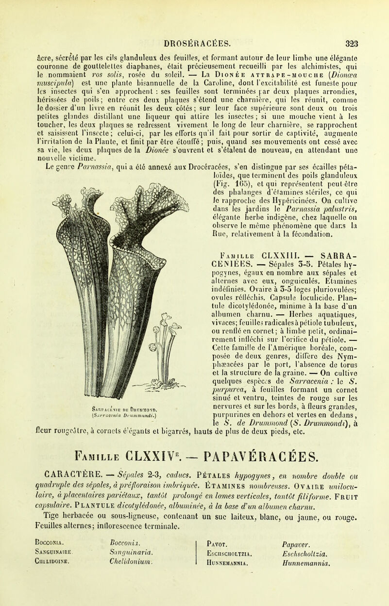 âcre, sécrété par les cils glanduleux des feuilles, et formant autour de leur limbe une élégante couronne de gouttelettes diaphanes, était précieusement recueilli par les alchimistes, qui le nommaient ros solis, rosée du soleil. — La Dionée attrape-mouche [Dionœa muscipula) est une plante bisannuelle de la Caroline, dont l'excitabilité est funeste pour les insectes qui s'en approchent : ses feuilles sont terminées |:ar deux plaques arrondies, hérissées de poils; entre ces deux plaques s'étend une charnière, qui les réunit, comme le dossier d'un livre en réunit les deux côtés; sur leur face supérieure sont deux ou trois petites glandes distillant une liqueur qui attire les insectes; si une mouche vient à les toucher, les deux plaques se redressent vivement le long de leur charnière, se rapprochent et saisissent l'insecte; celui-ci, par les efforts qu'il fait pour sortir de captivité, augmente l'irritation de la Plante, et finit par être étouffé; puis, quand ses mouvements ont cessé avec sa vie, les deux plaques de la Dionée s'ouvrent et s'étalent de nouveau, en attendant une noinclle victime. Le genre Parnassia, qui a été annexé aux Drocéracécs, s'en distingue par ses écailles péta- loïdes, que terminent des poils glanduleux ££t> (Eig. 105), et qui représentent peut être des phalanges d'élamines stériles, ce qui le rapproche des Hypéricinécs. On cultive dans les jardins le Parnassia palustris, élégante herbe indigène, chez laquelle on observe le môme phénomène que dans la Rue, relativement à la fécondation. Famille CLXXI1I. — SARRA- CEN1ÉFS. — Sépales 3-5. Pétales hy- pogynes, égaux en nombre aux sépales et alternes avec eux, onguiculés. Etamines indéfinies. Ovaire à 3-5 loges pluriovulées; ovules réfléchis. Capsule loculicide. Plan- tule dicotylédonée, minime à la base d'un albumen charnu. — Herbes aquatiques, vivaces; feuilles radicales à pétiole tubuleux, ou renflé en cornet; à limbe petit, ordinai- rement infléchi sur l'orifice du pétiole. — Celte famille de l'Amérique boréale, com- posée de deux genres, diffère des Nym- phaeacées par le port, l'absence de torus et la structure de la graine. — On cultive quelques espèces de Sarracenia : le S. purpurea, à feuilles formant un cornet sinué et ventru, teintes de rouge sur les nervures et sur les bords, à fleurs grandes, purpurines en dehors et vertes en dedans, le S. de Drumrnonol (S. Drummondi), à fleur rougeàlre, à cornets é;égants et bigarrés, hauts de plus de deux pieds, etc. Sarpackxie de OnounoNO. [Sarracenia Drummundi.) Famille CLXXÎVg. — PAPAVÉRACÉES. CARACTÈRE. — Sépales 2-3, caducs. Pétales hypogynes, en nombre double ou quadruple des sépales, à préfloraison imbriquée. Etamines nombreuses. Ovaire unilocu- laire, à placentaires pariétaux, tantôt prolongé en lames verticales, tantôt filiforme. Fruit copsulaire. Plantule dicotylédonée, albuminée, à la base d'un albumen charnu. Tige herbacée ou sous-ligneuse, contenant un suc laiteux, blanc, ou jaune, ou rouge. Feuilles alternes; inflorescence terminale. Rocconia. Sanguinaire. ClILLIDOlNE. Bocconia. Sanguinaria. Chelidonium. Pavot. EsCIISCHOLTZIA. Hunnemannia. Papaver. Eschscholtzia. Hunnemannia.