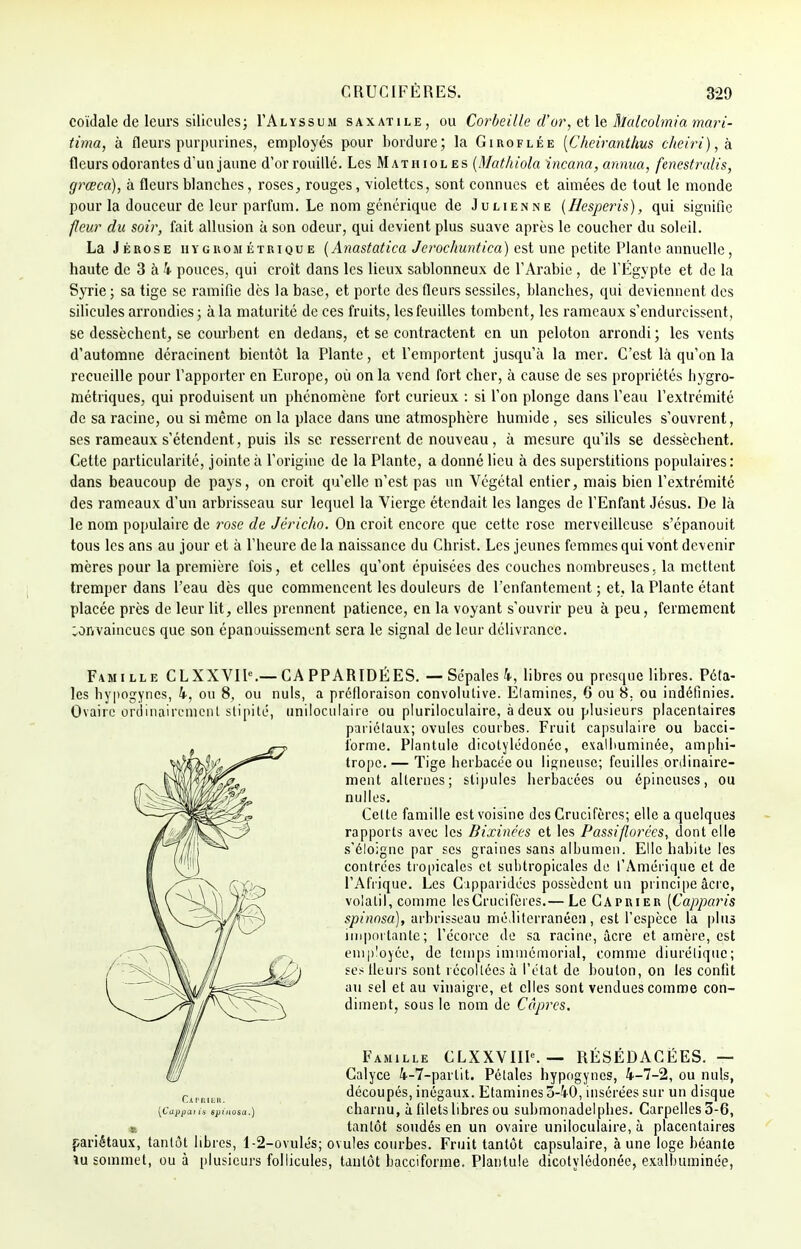 coïdale de leurs silicules; I'Alyssum saxatile, ou Corbeille d'or, et le Malcolmia mari- tima, à fleurs purpurines, employés pour bordure; la Giroflée [Cheiranthus cheiri)^ à fleurs odorantes d'un jaune d'or rouillé. Les Mathioles (Mathiola incana, annua, fenestrulis, grœca), à fleurs blanches, roses, rouges, violettes, sont connues et aimées de tout le monde pour la douceur de leur parfum. Le nom générique de Julienne (Besperis), qui signifie fleur du soir, fait allusion à son odeur, qui devient plus suave après le coucher du soleil. La Jérose hygrométrique (Anastatica Jerochuntica) est une petite Plante annuelle, haute de 3 à 4 pouces, qui croît dans les lieux sablonneux de l'Arabie , de l'Egypte et de la Syrie ; sa tige se ramifie dès la base, et porte des fleurs sessiles, blanches, qui deviennent des silicules arrondies ; à la maturité de ces fruits, les feuilles tombent, les rameaux s'endurcissent, se dessèchent, se courbent en dedans, et se contractent en un peloton arrondi ; les vents d'automne déracinent bientôt la Plante, et l'emportent jusqu'à la mer. C'est là qu'on la recueille pour l'apporter en Europe, où on la vend fort cher, à cause de ses propriétés hygro- métriques, qui produisent un phénomène fort curieux : si l'on plonge dans l'eau l'extrémité de sa racine, ou si même on la place dans une atmosphère humide , ses silicules s'ouvrent, ses rameaux s'étendent, puis ils se resserrent de nouveau, à mesure qu'ils se dessèchent. Cette particularité, jointe à l'origine de la Plante, a donné lieu à des superstitions populaires : dans beaucoup de pays, on croit qu'elle n'est pas un Végétal entier, mais bien l'extrémité des rameaux d'un arbrisseau sur lequel la Vierge étendait les langes de l'Enfant Jésus. De là le nom populaire de rose de Jéricho. On croit encore que cette rose merveilleuse s'épanouit tous les ans au jour et à l'heure de la naissance du Christ. Les jeunes femmes qui vont devenir mères pour la première fois, et celles qu'ont épuisées des couches nombreuses, la mettent tremper dans l'eau dès que commencent les douleurs de l'enfantement ; et, la Plante étant placée près de leur lit, elles prennent patience, en la voyant s'ouvrir peu à peu, fermement invaincues que son épanouissement sera le signal de leur délivrance. Famille CL XX VI Ie.— CA PPARIDÉES. — Sépales 4, libres ou presque libres. Péta- les hypogyncs, 4, ou 8, ou nuls, a prétloraison convolutive. Elamincs, 6 ou 8, ou indéfinies. Ovaire ordinairement slîjiité, unilpculaire ou pluriloculaire, à deux ou plusieurs placentaires pariétaux; ovules combes. Fruit capsulaire ou bacci- i'orme. Plantule dicotylédonéc, exalliuminée, amphi- trope. — Tige herbacée ou ligneuse; feuilles ordinaire- ment alternes; stipules herbacées ou épineuses, ou nulles. Cette famille est voisine des Crucifères; elle a quelques rapports avec les Bixinées et les Passiflorécs, dont elle s'éloigne par ses graines sans albumen. Elle habite les contrées tropicales et subtropicales de l'Amérique et de l'Afrique. Les Cipparidées possèdent un principe acre, volatil, comme les Crucifères.— Le Câprier [Capparis spinnsa), arbrisseau méditerranéen, est l'espèce la plus importante; l'écorce de sa racine, àcre et amère, est employée, de temps immémorial, comme diurétique; ses fleurs sont récoltées à l'état de bouton, on les confit an sel et au vinaigre, et elles sont vendues comme con- diment, sous le nom de Câpres. Famille CLXXVIIK — RÉSÉDACEES. — Calyce 4-7-partit. Pétales hypogynes, 4-7-2, ou nuls, découpés, inégaux. Etamines 3-40, insérées sur un disque (Cippati's spmosa.) charnu, à filets libres ou submonadelphes. Carpelles 5-6, s. tantôt soudés en un ovaire uniloculaire, à placentaires pariétaux, tantôt libres, 1-2-ovulés; ovules courbes. Fruit tantôt capsulaire, à une loge béante ïu sommet, ou à plusieurs follicules, tantôt bacciforme. Plantule dicotylédonée, exalbuminée,