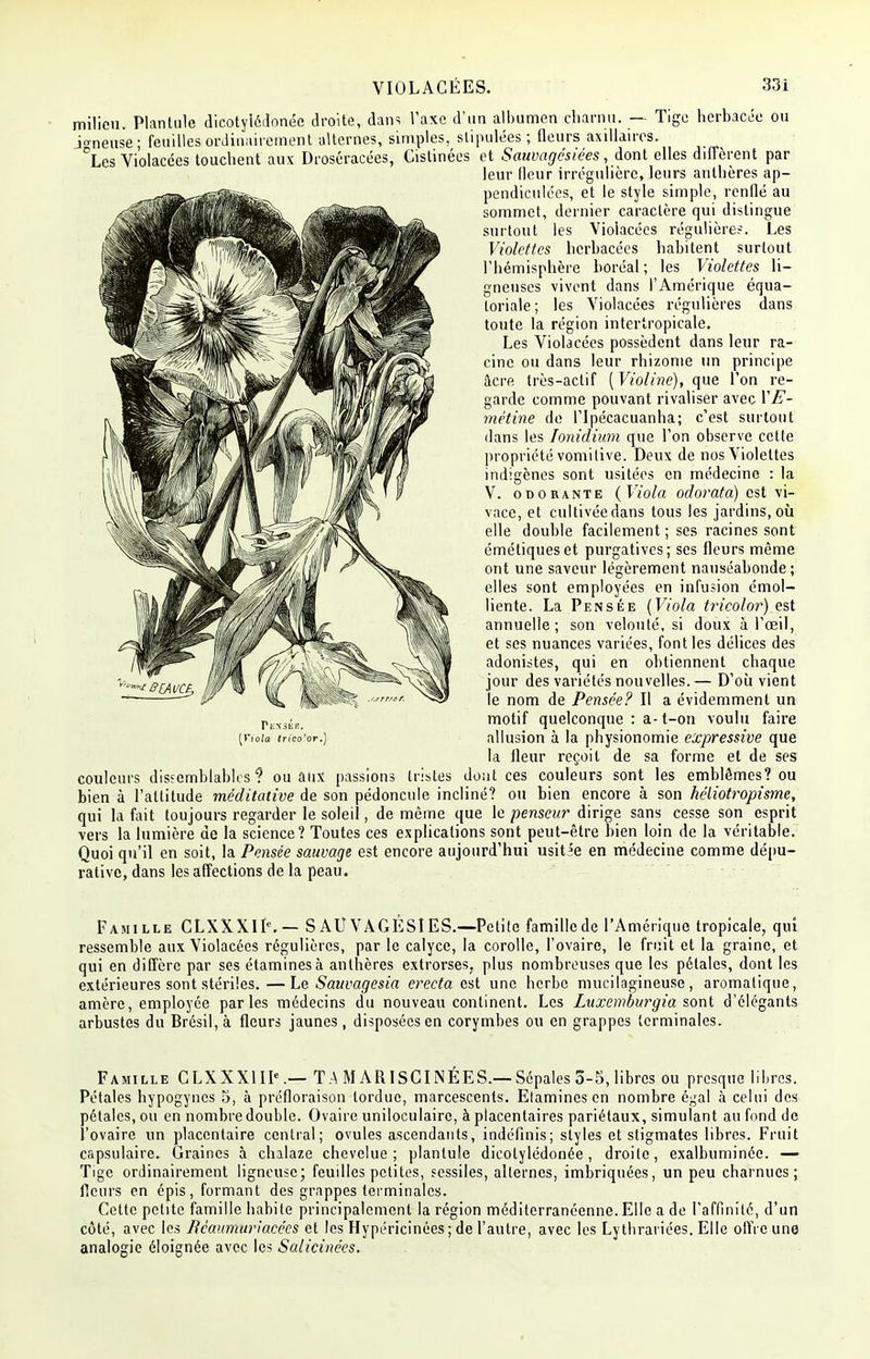 milieu. Plantule dicoty'iédonée droite, dans Taxe d'un albumen charnu. — Tige herbacée ou >neuse- feuilles ordinairement alternes, simples, stipulées; fleurs axillàires. \es Violacées touchent aux Droséracées, Cistinées et Sauvagésiées, dont elles diffèrent par leur (leur irrégulière, leurs anthères ap- pendiculées, et le style simple, renflé au sommet, dernier caractère qui distingue surtout les Violacées régulière?. Les Violettes herbacées habitent surtout l'hémisphère boréal ; les Violettes li- gneuses vivent dans l'Amérique équa- toriale ; les Violacées régulières dans toute la région intertropicale. Les Violacées possèdent dans leur ra- cine ou dans leur rhizome un principe âcre très-actif [Violine), que l'on re- garde comme pouvant rivaliser avec YE- mètine de l'Ipécacuanha; c'est surtout dans les Ionidium que Ton observe cette propriété vomitive. Deux de nos Violettes indigènes sont usitées en médecine : la V. odorante {Viola odoratci) est vi- vace, et cultivée dans tous les jardins, où elle double facilement ; ses racines sont émétiqueset purgatives; ses fleurs même ont une saveur légèrement nauséabonde; elles sont employées en infusion émol- liente. La Pensée {Viola tricolor) est annuelle; son velouté, si doux à l'œil, et ses nuances variées, font les délices des adonistes, qui en obtiennent chaque jour des variétés nouvelles.— D'où vient le nom de Pensée? Il a évidemment un motif quelconque : a-t-on voulu faire {v,oia trico'or.) allusion à la physionomie expressive que la fleur reçoit de sa forme et de ses couleurs dissemblables ? ou aux passions tristes dont ces couleurs sont les emblèmes? ou bien à l'attitude méditative de son pédoncule incliné? ou bien encore à son héliotropisme, qui la fait toujours regarder le soleil, de même que le penseur dirige sans cesse son esprit vers la lumière de la science? Toutes ces explications sont peut-être bien loin de la véritable. Quoi qu'il en soit, la Pensée sauvage est encore aujourd'hui usitée en médecine comme dépu- rative, dans les affections de la peau. Famille CLXXXIK — S AU VAGESI ES.—Petite famille de l'Amérique tropicale, qui ressemble aux Violacées régulières, par le calyce, la corolle, l'ovaire, le fruit et la graine, et qui en diffère par ses étaminesà antbères extrorses. plus nombreuses que les pétales, dont les extérieures sont stériles.—Le Sauvagesia erecta est une herbe mucilagineuse, aromatique, amère, employée parles médecins du nouveau continent. Les Luxemburgia sont d'élégants arbustes du Brésil, à fleurs jaunes , disposées en corymbes ou en grappes terminales. Famille CLXXX1IK— T.A M ARISCINÉES.— Sépales 5-5, libres ou presque libres. Pétales hypogynes 5, à préfloraison tordue, marcescents. Elamines en nombre égal à celui des pétales, ou en nombre double. Ovaire uniloculaire, à placentaires pariétaux, simulant au fond de l'ovaire un placentaire central; ovules ascendants, indéfinis; styles et stigmates libres. Fruit capsulaire. Graines à chalaze chevelue; plantule dicolylédonée, droite, exalbuminée. — Tige ordinairement ligneuse; feuilles petites, sessiles, alternes, imbriquées, un peu charnues; fleurs en épis, formant des grappes terminales. Cette petite famille habite principalement la région méditerranéenne. Elle a de l'affinité, d'un côté, avec les Rcaumuriacées et les Hypéricinées; de l'autre, avec les Lytbrariées. Elle offre une analogie éloignée avec les Salicinées.