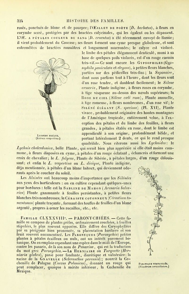 LlCIINIDE DIO'iCjUE. [Licknis vcspcrlina.) rosés, ponctués do blanc et de pourpre; I'OEillet de poète [D. barbatus), à fleurs en corymbe serré, protégées par des bractées calycinales, qui les égalent ouïes dépassent. L'OE. a pétales couleur de sang(Z). cruentus) a été récemment envoyé de Russie ; il vient probablement du Caucase; ses fleurs forment une cyme presque globuleuse, et sont entremêlées de bractées roussâtres et longuement mucronées; le calyce est -violacé. le limbe des pétales élégamment denticulé, muni à sa base de quelques poils violacés, est d'un rouge carmin très-vif.— Ce sont encore les Gypsophiles (Gyp- sophilapaniculata et elegans), à petites fleurs blanches, portées sur des pédicelles très-fins ; la Saponawe, dont nous parlions tout à l'heure, dont les fleurs sont d'un rose tendre, et doublent facilement; le Silène armeria , Plante indigène , à fleurs roses en corymbe, à tige visqueuse au-dessus des nœuds supérieurs; la Rose du ciel (Silène cœli rosa), Plante annuelle, à tige rameuse, à fleurs nombreuses, d'un rose vif; le Siléné élégant (S. speeiosa) (Pl. XVI), Plante \ivace , probablement originaire des hautes montagnes de l'Amérique tropicale, entièrement velue, à l'ex- ception des pétales et du limbe des feuilles, à fleurs grandes, apétales étalés en roue, dont le limbe est appendiculé à son origine, profondément bifide, et portant latéralement 2 dents, ce qui le rend presque quadrifide. Nous citerons aussi les Lychnides: le Lychnis chalcedonica, belle Plante, qui serait bien plus appréciée si elle était moins com- mune, à fleurs disposées en cyme, à pétales d'un rouge éclatant , échancrés et formant une croix de chevalier; le L. fulgens, Plante de Sibérie, à pétales larges, d'un rouge éblouis- sant; et enfin le L. vespertina ou L. dioïque, Plante indigène, déjà mentionnée, à pétales d'un blanc laiteux, qui deviennent odo- rants après le coucher du soleil. Les Alsinées ont beaucoup moins d'importance que les Silénées aux yeux des horticuleurs : on en cultive cependant quelques-unes pour bordures : telle est la Sabline de Mahon (Arenaria balea- rica) Plante gazonnante à feuilles persistantes, à petites fleurs blanches très-nombreuses; IcCéraiste cotonneux [Cérastium to- mentosum) plante traçante, formant des touffes de feuilles d'un blanc argenté, propres à orner les rocailles, etc., etc. Famille CLXXXVIIK — PARONYCHIÉES. — Cette fa- mille se compose de plantes grêles, ordinairement couchées, à feuilles stipulées, le plus souvent opposées. Elle diffère des Caryophyllées par sa périgynie bien prononcée, sa placentation basilaire et son fruit souvent nucamentacé. Les Paronyques (Paronychia) petites plantes à pétales écailleux ou nuls, ont un intérêt purement bo- tanique. On en emploie cependant une espèce dans le midi de l'Europe, contre les panaris, delà son nom de Panarine , qui est la traduction du mot grec Paronychia. — La Herniaire ou Turquette (Her- niaria glabra), passe pour fondante, diurétique et vulnéraire; la racine de la Gnavelle (Scleranthus perennis); nourrit la Co- chenille de Pologne (Coccus Polonicus), donnant un rouge qui peut remplacer, quoique à mérite inférieur, la Cochenille du Mexique. PaUOÎÏYQUE VEKTlCILI.fi. (Illeçehrum vtrticillatum.]