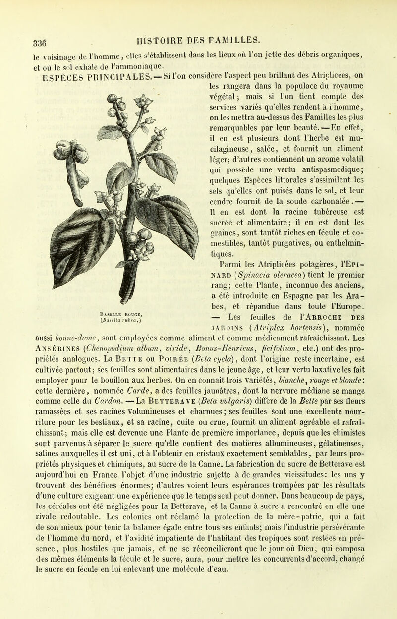 le voisinage de l'homme, elles s'établissent dans les lieux où l'on jette des débris organiques, et où le sol exhale de l'ammoniaque. ESPÈCES PRINCIPALES. — Si l'on considère l'aspect peu brillant des Atriplicées, on les rangera dans la populace du royaume végétal ; mais si l'on tient compte des services variés qu'elles rendent à i homme, on les mettra au-dessus des Familles les plus remarquables par leur beauté. — En effet, il en est plusieurs dont l'herbe est mu- cilagineuse, salée, et fournit un aliment léger; d'autres contiennent un arôme volatil qui possède une vertu antispasmodique; quelques Espèces littorales s'assimilent les sels qu'elles ont puisés dans le sol, et leur cendre fournit de la soude carbonatée.— Il en est dont la racine tubéreuse est sucrée et alimentaire; il en est dont les graines, sont tantôt riches en fécule et co- mestibles, tantôt purgatives, ou enthelmin- tiques. Parmi les Atriplicées potagères, I'Epi- NARD [Spinacia oleracea) tient le premier rang; cette Plante, inconnue des anciens, a été introduite en Espagne par les Ara- bes, et répandue dans toute l'Europe. — Les feuilles de I'Arroche des jardins {Atriplex hortensis), nommée aussi bonne-dame, sont employées comme aliment et comme médicament rafraîchissant. Les Ansérines (Chenopodium album, viride, Bonus-IIenricus, ficifolium, etc.) ont des pro- priétés analogues. La Bette ou Poirée (Bcta cycla), dont l'origine reste incertaine, est cultivée partout; ses feuilles sont alimentaires dans le jeune âge, et leur vertu laxative les fait employer pour le bouillon aux herbes. On en connaît trois variétés, blanche, rouge et blonde'. cette dernière, nommée Carde, a des feuilles jaunâtres, dont la nervure médiane se mange comme celle du Cardon. —La Betterave (Beta vulgaris) diffère de la Belle par ses fleurs ramassées et ses racines volumineuses et charnues ; ses feuilles sont une excellente nour- riture pour les bestiaux, et sa racine, cuite ou crue, fournit un aliment agréable et rafraî- chissant; mais elle est devenue une Plante de première importance, depuis que les chimistes sont parvenus à séparer le sucre qu'elle contient des matières albumineuses, gélatineuses, salines auxquelles il est uni, et à l'obtenir en cristaux exactement semblables, par leurs pro- priétés physiques et chimiques, au sucre de la Canne. La fabrication du sucre de Betterave est aujourd'hui en France l'objet d'une industrie sujette à de grandes vicissitudes: les uns y trouvent des bénéfices énormes; d'autres voient leurs espérances trompées par les résultats d'une culture exigeant une expérience que le temps seul peut donner. Dans beaucoup de pays, les céréales ont été négligées pour la Betterave, et la Canne à sucre a rencontré en elle une rivale redoutable. Les colonies ont réclamé la protection de la mère-patrie, qui a fait de son mieux pour tenir la balance égale entre tous ses enfants; mais l'industrie persévérante de l'homme du nord, et l'avidité impatiente de l'habitant des tropiques sont restées en pré- sence, plus hostiles que jamais, et ne se réconcilieront que le jour où Dieu, qui composa des mêmes éléments la fécule et le sucre, aura, pour mettre les concurrents d'accord, changé le sucre en fécule en lui enlevant une molécule d'eau. ItASELLE rouge, [Vusella rubra,)