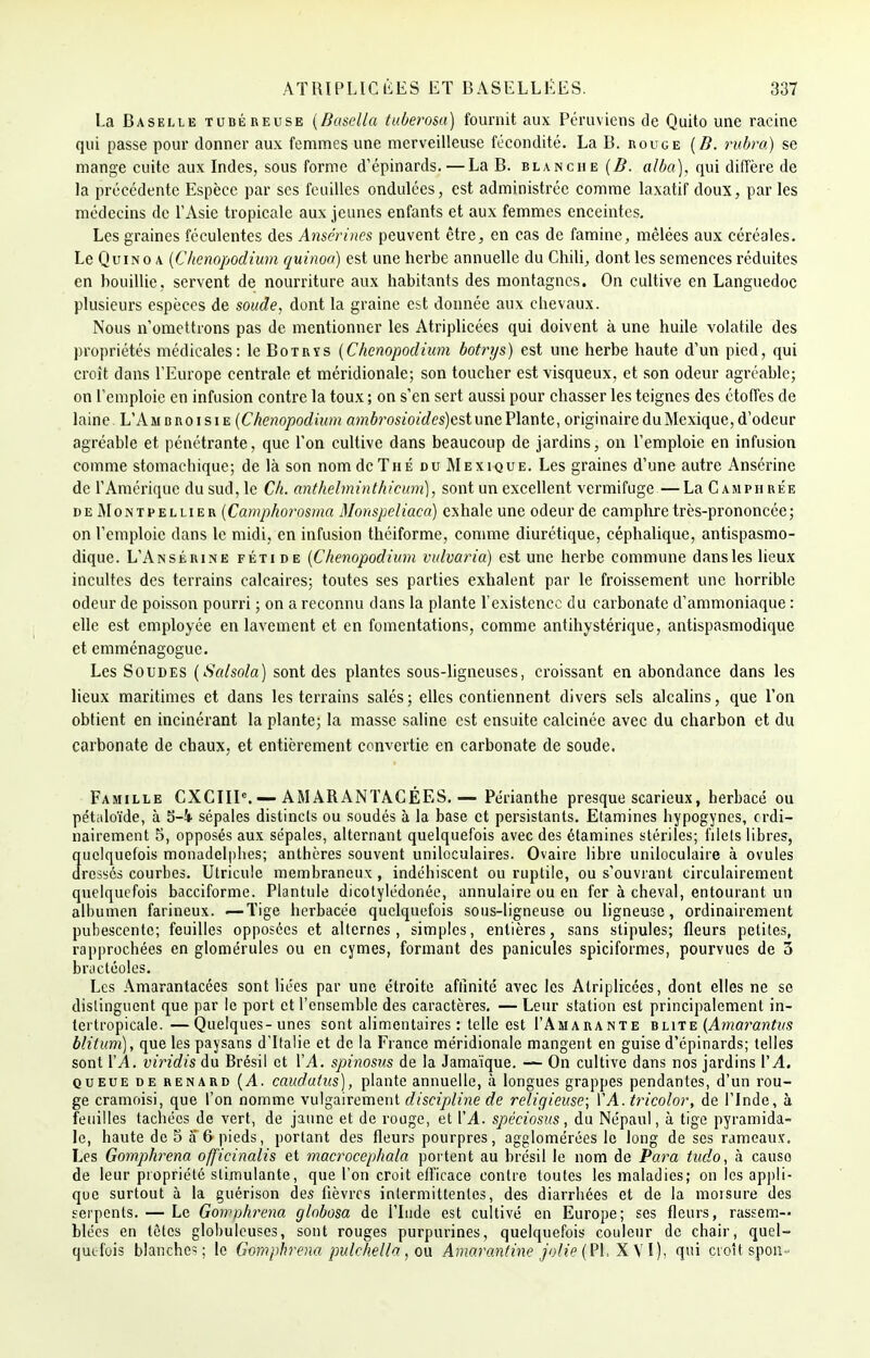 La Baselle tubéreuse (Dasella tuberosa) fournit aux Péruviens de Quito une racine qui passe pour donner aux femmes une merveilleuse fécondité. La B. rouge (B. rubra) se mange cuite aux Indes, sous forme d'épinards.— La B. blanche (B. alba), qui diffère de la précédente Espèce par ses feuilles ondulées, est administrée comme laxatif doux, par les médecins de l'Asie tropicale aux jeunes enfants et aux femmes enceintes. Les graines féculentes des Anscrines peuvent être, en cas de famine, mêlées aux céréales. Le Quino a (Chenopodium quinoa) est une herbe annuelle du Chili, dont les semences réduites en bouillie, servent de nourriture aux habitants des montagnes. On cultive en Languedoc plusieurs espèces de soude, dont la graine est donnée aux chevaux. Nous n'omettrons pas de mentionner les Atriplicées qui doivent à une huile volatile des propriétés médicales: le Botrys (Chenopodium botrys) est une herbe haute d'un pied, qui croit dans l'Europe centrale et méridionale; son toucher est visqueux, et son odeur agréable; on l'emploie en infusion contre la toux ; on s'en sert aussi pour chasser les teignes des étoffes de laine. L'Ambroisie (Chenopodium ambrosioides)e,sï une Plante, originaire du Mexique, d'odeur agréable et pénétrante, que l'on cultive dans beaucoup de jardins, on l'emploie en infusion comme stomachique; de là son nom de Thé du Mexique. Les graines d'une autre Ansérine de l'Amérique dusud, le Ch. anthehninthicum), sont un excellent vermifuge—La Camphrée de Montpellier (Camphorosma Monspeliaca) exhale une odeur de camphre très-prononcée; on l'emploie dans le midi, en infusion théiforme, comme diurétique, céphalique, antispasmo- dique. L'Ansérine fétide (Chenopodium vulvaria) est une herbe commune dans les lieux incultes des terrains calcaires; toutes ses parties exhalent par le froissement une horrible odeur de poisson pourri ; on a reconnu dans la plante l'existence du carbonate d'ammoniaque : elle est employée en lavement et en fomentations, comme antihystérique, antispasmodique et emménagogue. Les Soudes (Scdsola) sont des plantes sous-ligneuses, croissant en abondance dans les lieux maritimes et dans les terrains salés; elles contiennent divers sels alcalins, que l'on obtient en incinérant la plante; la masse saline est ensuite calcinée avec du charbon et du carbonate de chaux, et entièrement convertie en carbonate de soude. Famille CXCIIIe. — AM ARANTACÉES.— Périanthe presque scarieux, herbacé ou pétaloïde, à S-i sépales distincts ou soudés à la base et persistants. Etamines hypogynes, ordi- nairement 5, opposés aux sépales, alternant quelquefois avec des étamines stériles; filets libres, Îuclquefois monadclphes; anthères souvent uniloculaires. Ovaire libre uniloculaire à ovules rossés courbes. Utricule membraneux, indéhiscent ou ruptile, ou s'ouvrant circulairement quelquefois bacciforme. Plantule dicotylédonée, annulaire ou en fer à cheval, entourant un albumen farineux. —Tige herbacée quelquefois sous-ligneuse ou ligneuse, ordinairement pubescente; feuilles opposées et alternes, simples, entières, sans stipules; fleurs petites, rapprochées en glomérules ou en cymes, formant des panicules spiciformes, pourvues de 3 bractéoles. Les Amarantacées sont liées par une étroite affinité avec les Atriplicées, dont elles ne se distinguent que par le port et l'ensemble des caractères. — Leur station est principalement in- tertropicale.— Quelques-unes sont alimentaires : telle est I'Amarante blite (Amarantus blitum), que les paysans d'Italie et de la France méridionale mangent en guise d'épinards; telles sont l'A. viridis du Brésil et l'A. spinosus de la Jamaïque. — On cultive dans nos jardins VA. queue de renard (A. caudatus), plante annuelle, à longues grappes pendantes, d'un rou- ge cramoisi, que l'on nomme vulgairement discipline de religieuse; VA. tricolor, de l'Inde, à feuilles tachées de vert, de jaune et de rouge, et l'A. spéciosus, du Népaul, à tige pyramida- le, haute de 5 â 6 pieds, portant des fleurs pourpres, agglomérées le long de ses rameaux. Les Gomphrena off'icinalis et macrocephala portent au brésil le nom de Para tado, à causo de leur propriété stimulante, que l'on croit efficace contre toutes les maladies; on les appli- que surtout à la guérison des fièvres intermittentes, des diarrhées et de la morsure des serpents. — Le Gomphrena globosa de l'Inde est cultivé en Europe; ses fleurs, rassem- blées en tètes globuleuses, sont rouges purpurines, quelquefois couleur de chair, quel- quefois blanche?; le Gomphrena pulchella, ou Amarantine jolie (PI, X VI), qui croît spon-