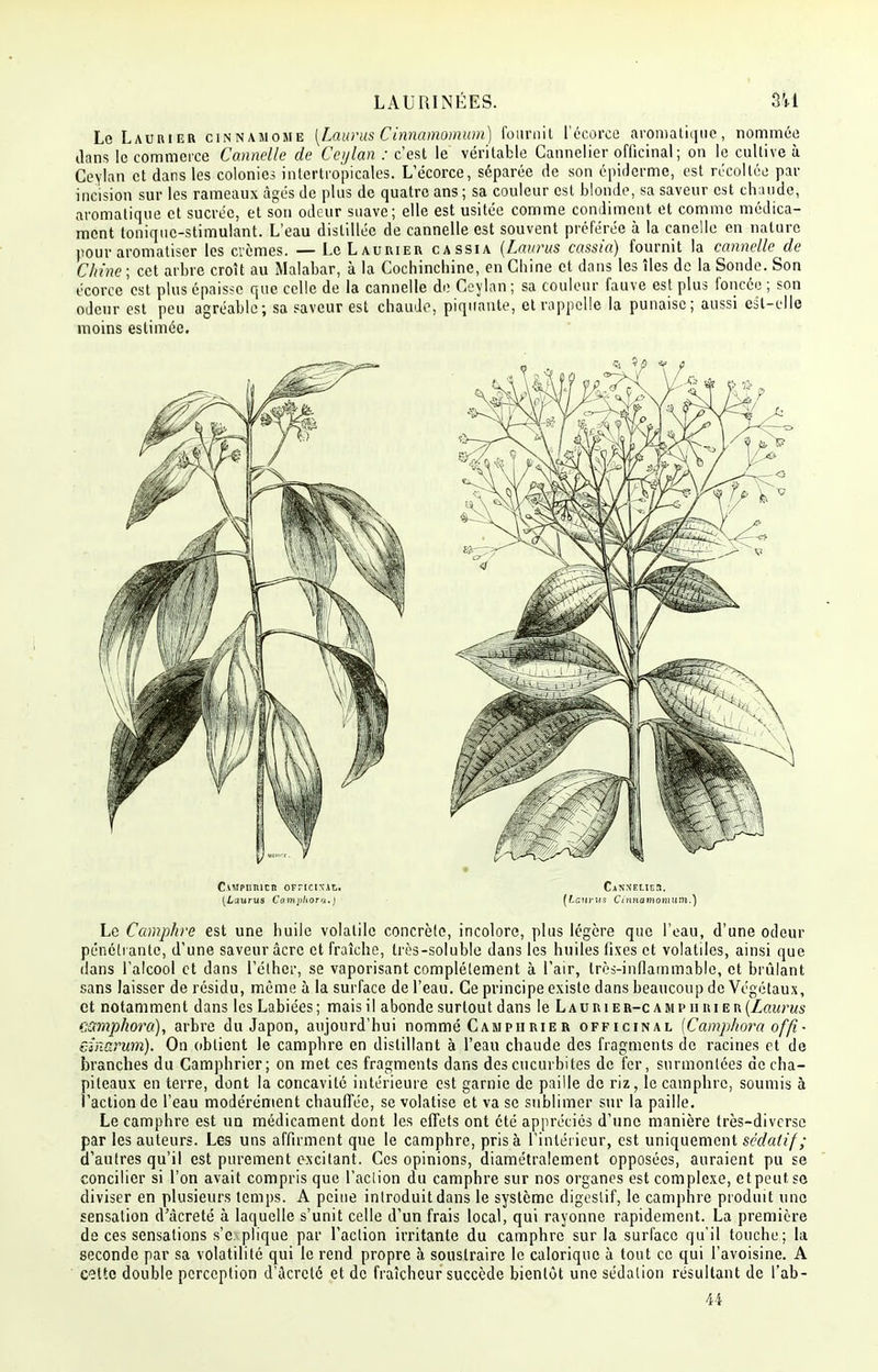 Le Laurier cinnamome [Laurus C innamomum) fournit l'écorçe aromatique, nommée dans le commerce Cannelle de Ceylan : c'est le véritable Cannelier officinal; on le cultive à Ceylan et dans les colonies intertropicales. L'écorce, séparée de son épiderme, est récollée par incision sur les rameaux âgés de plus de quatre ans ; sa couleur est blonde, sa saveur est chaude, aromatique et sucrée, et son odeur suave; elle est usitée comme condiment et comme médica- ment tonique-stimulant. L'eau distillée de cannelle est souvent préférée à la canelle en nature pour aromatiser les crèmes. — Le Laurier cassia (Laurus cassia) fournit la cannelle de Chine ; cet arbre croît au Malabar, à la Cochinchine, en Chine et dans les îles de la Sonde. Son écorce est plus épaisse que celle de la cannelle de Ceylan ; sa couleur fauve est plus foncée ; son odeur est peu agréable; sa saveur est chaude, piquante, et rappelle la punaise; aussi est-elle moins estimée. CiMPIinlCIÎ OFFICIXlti. CjNNEUES. (Laurus Camphora.) (Lanrus C innamomum.) Le Camp/ire est une huile volatile concrète, incolore, plus légère que l'eau, d'une odeur pénétrante, d'une saveur àcrc et fraîche, très-soluble dans les huiles fixes et volatiles, ainsi que dans l'alcool et dans l'élher, se vaporisant complètement à l'air, très-inflammable, et brûlant sans laisser de résidu, même à la surface de l'eau. Ce principe existe dans beaucoup de Végétaux, et notamment dans les Labiées; mais il abonde surtout dans le Lauri er-c amp h ri er (Laurus ç-smphora), arbre du Japon, aujourd'hui nommé Camphrier officinal (Camphora offi • einarum). On obtient le camphre en distillant à l'eau chaude des fragments de racines et de branches du Camphrier; on met ces fragments dans descucurbites de fer, surmontées de cha- piteaux en terre, dont la concavité intérieure est garnie de paille de riz, le camphre, soumis à l'action de l'eau modérément chauffée, se volatise et va se sublimer sur la paille. Le camphre est un médicament dont les effets ont été appréciés d'une manière très-diverse par les auteurs. Les uns affirment que le camphre, prisa l'intérieur, est uniquement sédatif; d'autres qu'il est purement excitant. Ces opinions, diamétralement opposées, auraient pu se concilier si l'on avait compris que l'aclion du camphre sur nos organes est complexe, etpeut.se diviser en plusieurs temps. A peine introduit dans le système digestif, le camphre produit une sensation d'àcreté à laquelle s'unit celle d'un frais local, qui rayonne rapidement. La première de ces sensations s'e. plique par l'aclion irritante du camphre sur la surface qu'il touche; la seconde par sa volatilité qui le rend propre à soustraire le calorique à tout ce qui l'avoisine. A cette double perception d'àcreté et de fraîcheur succède bientôt une sédalion résultant de l'ab- 44
