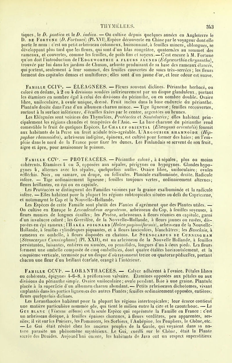 1 T11YMELEES. 343 tiques, le D. pontica et leZ>. indka. —On cultive depuis quelques années en Angleterre le D. de Fortune [D. Fortunei) (PI.XVI), Espèce découverte en Chine par le voyageur dont elle porte le nom : c'est un petit arbrisseau cotonneux, buissonnant, à feuilles minces, oblongues, se développant plus tard que les Heurs, qui sont d'un lilas rougcàtre, quaternées au sommet des rameaux, et couvertes, comme les feuilles, de poils fins et soyeux. — C'est encore à M. Fortune qu'on doit l'introduclion de I'Edgeworthie a fleurs j aunes (Edgeworthiachrysantha)^ trouvée par lui dans les jardins de Chusan, arbuste produisant de sa base des rameaux élancés, qui portent, seulement à leur sommet, des feuilles couvertes de soies très-serrées; les Heurs forment des capitules denses et multiflores; elles sont d'un jaune d'or, et leur odeur est suave. Famille CCIVe. — ÉLÉAGNÉES. —Fleurs souvent diclines. Périanlhe herbacé, ou coloré en dedans, à 2 ou 4 divisions soudées inférieurement par un disque glanduleux , portant les élamines en nombre égal à celui des divisions du périanlhe, ou en nombre double. Ovaire libre, uniloculaire, à ovule unique, dressé. Fruit inclus dans la base endurcie du périanthe. Plantule droite dans l'axe d'un albumen charnu mince. —Tige ligneuse; feuilles recouvertes, surtout à la surface inférieure, d'écaillés fixées par le centre, argentées ou brunes. Les Eléagnées sont voisines des Thymélécs, Protéacces et Santalacécs; elles habitent prin- cipalement les régions chaudes et tempérées de l'Asie. — La base charnue du périanthe rend comestible le fruit de quelques Espèces. Le Cha lef oriental {Elœagnus orientalis) fournit aux habitants de la Perse un fruit acidulé très-agréable. L'Argousier rhamnoïde (Hip- pophae rhamnoides), arbrisseau indigène, épineux, est cultivé pour former des haies; on l'em- ploie dans le nord de la France pour fixer les dunes. Les Finlandais se servent de son fruit, aigre et âpre, pour assaisonner le poisson. Famille CCVc. — PROTFACÉES.—Périanthe coloré , à 4 sépales, plus ou moins cohérents. Elamines à ou 5, opposées aux sépales, périgynes ou hypogynes. Glandes hypo- gynes 4', alternes avec les sépales, quelquefois nulles. Ovaire libre, uniloculaire; ovules réfléchis. Noix, ou samare, ou drupe, ou follicules. Plantule exalbuminée, droite. Radicule infère. — Tige ordinairement ligneuse; feuilles toujours vertes, ordinairement alternes; fleurs brillantes, en épi ou en capitule. Les Protéacées se distinguent des Familles voisines par la graine exalbuminée et la radicule infère. —Elles habitent pour la plupart les régions subtropicales situées au delà du Capricorne, et notamm.ent le Cap et la Nouvelle-Hollande. Les Espèces de cette Famille sont plutôt des Plantes d'agrément que des Plantes utiles. — On cultive en Europe le Leucadendron argenteum, arbrisseau du Cap, à feuilles soyeuses, à fleurs munies de longues écailles; les Protea, arbrisseaux à fleurs réunies en capitule, garni d'un involucre coloré ; les Grevillea, de la Nouvelle-Hollande, à fleurs jaunes ou rosées, dis- posées en épi rameux; I'Hakéa poignard [Hahcapugioniformis), arbris?eau de la Nouvelle- Hollande, à feuilles cylindriques piquantes, et à fleurs lascieulées, blanchâtres; les Bancksia, à rameaux en ombelle, à fleurs disposées en chatons. Le Sténocarpus de Cunningiiam [Stenocarpus Cunnivghami) (Pl. XXII), est un arbrisseau de la Nouvelle Hollande, à feuilles persistantes, luisantes, entières ou sinuées, ou pennifides, longues d'un à deux pieds. Les fleurs forment une ombelle composée de cinq ombellules, dont quatre étalées horizontalement, et la cinquième verticale, terminée par un disque d'où rayonnent treize ou quatorze pédieellcs, portant chacun une fleur d'un brillant écarlate, orangé à l'intérieur. Famille CCVK — LORANTH ACÉES. — Calyce adhérent à l'ovaire. Pétales libres ou cohérents, épigynes 4-6-8, à prélloraison valvaire. Élamines opposées aux pétales ou aux divisions du périanthe simple. Ovaire uniloculaire; ovule pendant. Raie à une graine. Plantule placée à la superficie d'un albumen charnu abondant.— Petits arbrisseaux dichotomes, vivant implantés dans les parties ligneuses des autres Plantes; feuilles ordinairement opposées, entières; fleurs quelquefois diclines. Les Loranthacées habitent pour la plupart les régions intertropicales; leur écorce contient une matière particulière nommée glu, qui tient le milieu entre la cire et le caoutchouc. — Le Gui blanc (Viscum album) est la seule Espèce qui représente la Famille en France : c'est un arbrisseau dioïque, à feuilles épaisses charnues, à fleurs verdàtres, peu apparentes, ses- siles; il vitsurles Poiriers, les Pommiers, les Sorbiers, l'Aubépine, les Peupliers, le Chêne,etc. — Le Gui était révéré chez les anciens peuples de la Gaule, qui voyaient dans sa na- ture parasite un phénomène mystérieux. Le Gui, cueilli sur le Chêne, était la Plante sacrée des Druides. Aujourd'hui encore, les habitants de Java ont un respect superstitieux