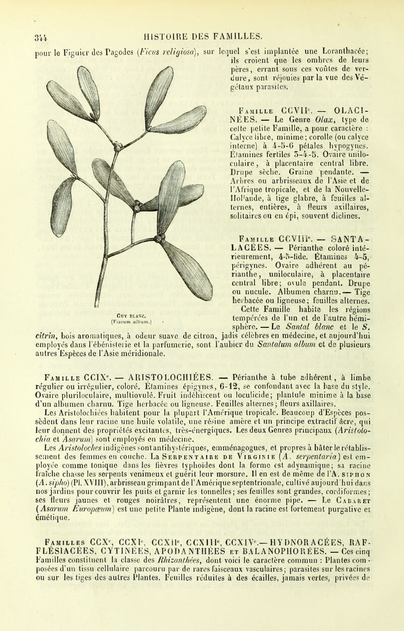 pour le Figuier desTagodcs (Ficus religiosa), sur lequel s'est implantée une Loranthaeée; ils croient que les ombres de leurs pères, errant sous ces voi'ites de ver- dure, sont réjouies parla vue des Vé- gétaux parasites. Famille CGVIK — OLACI- NÉES. — Le Genre Olax, type de celte petite Famille, a pour caractère : Calyce libre, minime ; corolle (ou calyce interne) à -4-5-6 pétales hypogynos. Élamines fertiles 5-V-5. Ovaire unilo- culaire, à placentaire central libre. Drupe sècbe. Graine pendante. — Arbres ou arbrisseaux de l'Asie et de l'Afrique tropicale, et de la Nouvelle- llol'ande, à tige glabre, à feuilles al- ternes, entières, à fleurs axillaires, solitaires ou en épi, souvent diclincs. Famille GCVIsP. — SANTA- LAGEES.— Périanthe coloré inté- rieurement, 4-o-iide. Étamines 4-5, périgynes. Ovaire adhérent au pé- rianthe, uniloculaire, à placentaire central libre; ovule pendant. Drupe ou nucule. Albumen charnu.— Tige herbacée ou ligneuse; feuilles alternes. Cette Famille habite les régions tempérées de l'un et de l'autre hémi- sphère. — Le Santal blanc et le S. citrin, bois aromatiques, à odeur suave de citron, jadis célèbres en médecine, et aujourd'hui employés dans l'ébénislerie et la parfumerie, sont l'aubier du Santalum album et de plusieurs autres Espèces de l'Asie méridionale. Guy elaivc. (Viscum album.) Famille GCIXC. — ARISTO LOCHIÉES. — Périanthe à tube adhérent, à limbe régulier ou irrégulier, coloré. Etamines épigynes, 6-12, se confondant avec la base du style. Ovaire pluriloculaire, multiovulé. Fruit indéhiscent ou loculicide; planlule minime à la base d'un albumen charnu. Tige herbacée ou ligneuse. Feuilles alternes; fleurs axillaires. Les Aristolochiécs habitent pour la plupart l'Amérique tropicale. Beaucoup d'Espèces pos- sèdent dans leur racine une huile volatile, une résine amère et un principe extractif âcre, qui leur donnent des propriétés excitantes, très-énergiques. Les deux Genres principaux (Aristolo- chia et Asarum) sont employés en médecine. Les Aristoloches indigènes sont antihystériques, emménagogues, et propres à hâter le rétablis- sement des femmes en couche. La Serpent aire de Virginie (A. serpentaria ) est em- ployée comme tonique dans les fièvres typhoïdes dont la forme est adynamique; sa racine fraîche chasse les serpents venimeux et guérit leur morsure. Il en est de même de l'A. siphon (A.sipho) (Pl. XVIII), arbrisseau grimpant de l'Amérique septentrionale, cultivé aujourd'hui dans nos jardins pour couvrir les puits et garnir les tonnelles; ses feuilles sont grandes, cordi formes; ses fleurs jaunes et rouges noirâtres, représentent une énorme pipe. — Le Cabaret (Asarum Europœum) est une petite Plante indigène, dont la racine est fortement purgative et émétique. Familles CGX% CCXF, CGXile, CCXIIP, CCXIVC.— HYDiNORACÉES, RAF- FLÉS1ACÉES, CYTINÉES, APODA NTHÉES et BALANOPHORÉES. — Ces cinq Familles constituent la classe des Rhizantliées, dont voici le caractère commun : Plantes com- posées d'un tissu cellulaire parcouru par de rares faisceaux vasculaires; parasites sur les racines ou sur les tiges des autres Plantes. Feuilles réduites à des écailles, jamais vertes, privées de