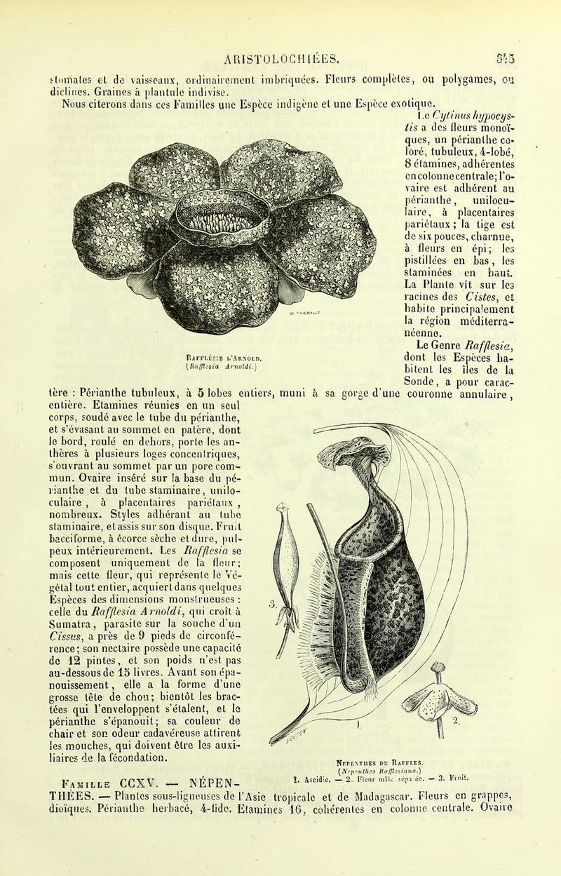 P.àfft.ésie l'Arnold. (Rafflcsia Arnolii.) ARISTOLOCHIEES, 3^3 stomates et de vaisseaux, ordinairement imbriquées. Fleurs complètes, ou polygames, ou diclines. Graines à plantulc indivise. Nous citerons dans ces Familles une Espèce indigène et une Espèce exotique. Le Cytinus hypocys- tis a des fleurs monoï- ques, un périanthe co- loré, tubuleux, 4-lobé, 8 étamines, adhérentes cncolonnecentrale; l'o- vaire est adhérent au périanthe, unilocu- laire, à placentaires pariétaux ; la tige est de six pouces, charnue, à fleurs en épi ; les pistillées en bas, les staminées en haut. La Plante vit sur les racines des Cistes, et habite principalement la région méditerra- néenne. Le Genre lîafflesia, dont les Espèces ha- bitent les îles de la Sonde, a pour carac- tère : Périanthe tubuleux, à 5 lobes entiers, muni h sa gorge d'une couronne annulaire , entière. Etamines réunies en un seul corps, soudé avec le tube du périanthe, et s'évasant au sommet en patère, dont le bord, roulé en dehors, porte les an- thères à plusieurs loges concentriques, s'ouvrant au sommet par un pore com- mun. Ovaire inséré sur la base du pé- rianthe et du tube staminaire, unilo- culaire , à placentaires pariétaux , nombreux. Styles adhérant au tube staminaire, et assis sur son disque. Fruit bacciforme, à écorce sèche et dure, pul- peux intérieurement. Les lîafflesia se composent uniquement de la fleur; mais cette fleur, qui représente le Vé- gétal tout entier, acquiert dans quelques Espèces des dimensions monstrueuses : celle du Rafjlesia Arnoldi, qui croît à Sumatra, parasite sur la souche d'un Cissus, a près de 9 pieds de circonfé- rence; son nectaire possède une capacité do 12 pintes, et son poids n'est pas au-dessous de 15 livres. Avant son épa- nouissement , elle a la forme d'une grosse tête de chou; bientôt les brac- tées qui Fenveloppent s'étalent, et le périanthe s'épanouit; sa couleur de chair et son odeur cadavéreuse attirent les mouches, qui doivent être les auxi- liaires de la fécondation. Famille CCXV. — NEPEN- 1. Ascidli NnrrNTiiES de Raffi.es. (Nrprnlhcs Rafllcsiann.) — 2. Fleur mile scpa.ee. — 3. Fruit. THEES. —- Plantes sous-lîgneuscs de l'Asie tropicale et de Madagascar. Fleurs en grappes,