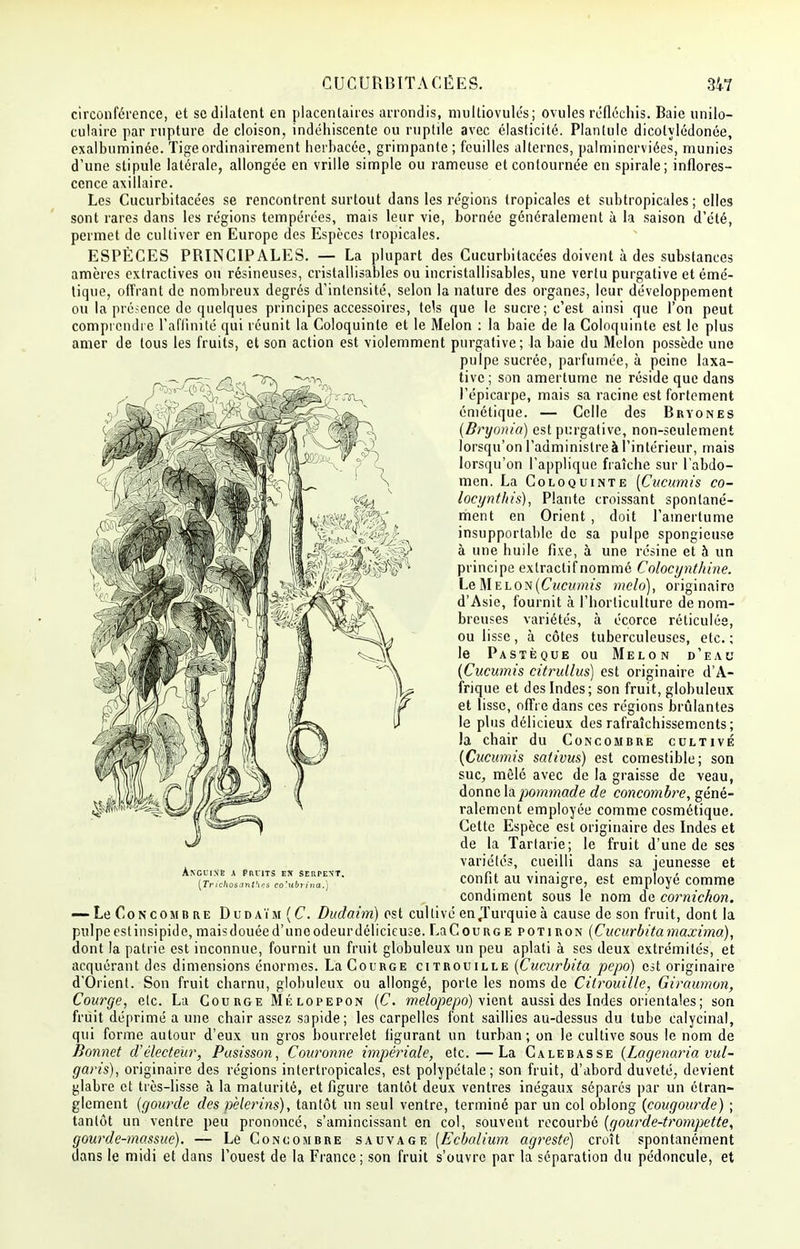 circonférence, et se dilatent en placentaires arrondis, multiovulés; ovules réfléchis. Baie unilo- culaire par rupture de cloison, indéhiscente ou ruplile avec élasticité. Plantulc dicotylédonée, exalbuminée. Tige ordinairement herbacée, grimpante; feuilles alternes, palminorviées, munies d'une stipule latérale, allongée en vrille simple ou rameuse et contournée en spirale; inflores- cence axillaire. Les Cucurbitacées se rencontrent surtout dans les régions tropicales et subtropicales; elles sont rares dans les régions tempérées, mais leur vie, bornée généralement à la saison d'été, permet de cultiver en Europe des Espèces tropicales. ESPÈCES PRINCIPALES. — La plupart des Cucurbitacées doivent à des substances amères extractives ou résineuses, cristallisables ou incristallisables, une vertu purgative et émé- tique, offrant de nombreux degrés d'intensité, selon la nature des organes, leur développement ou la présence de quelques principes accessoires, tels que le sucre; c'est ainsi que l'on peut comprendre l'affinité qui réunit la Coloquinte et le Melon : la baie de la Coloquinte est le plus amer de tous les fruits, et son action est violemment purgative; la baie du Melon possède une pulpe sucrée, parfumée, à peine laxa- tive; son amertume ne réside que dans l'épicarpe, mais sa racine est fortement émétique. — Celle des Bryones (Bryonia) est purgative, non-seulement lorsqu'on l'administre à l'intérieur, mais lorsqu'on l'applique fraîche sur l'abdo- men. La Coloquinte [Cucumis co- locynthis), Plante croissant spontané- ment en Orient , doit l'amertume insupportable de sa pulpe spongieuse à une huile fixe, à une résine et à un principe exlractif nommé Colocynthine. Le Melon [Cucumis melo), originaire d'Asie, fournit à l'horticulture de nom- breuses variétés, à écorce réticulée, ou lisse, à côtes tuberculeuses, etc.; le Pastèque ou Melon d'eau (Cucumis citrullus) est originaire d'A- frique et des Indes; son fruit, globuleux et lisse, offre dans ces régions brûlantes le plus délicieux des rafraîchissements; la chair du Concombre cultivé (Cucumis sativus) est comestible; son suc, mêlé avec de la graisse de veau, donne h pommade de concombre, géné- ralement employée comme cosmétique. Cette Espèce est originaire des Indes et de la Tartarie; le fruit d'une de ses variétés, cueilli dans sa jeunesse et confit au vinaigre, est employé comme condiment sous le nom de cornichon. — Le Concomb re Dudaïm ( C. Dudaim) est cullivé en .Turquie à cause de son fruit, dont la pulpe est insipide, mais douée d'une odeur délicieuse. La Courge potiron (Cucurbitamaxima), dont la patrie est inconnue, fournit un fruit globuleux un peu aplati à ses deux extrémités, et acquérant des dimensions énormes. La Courge citrouille (Cucurbita pepo) est originaire d'Orient. Son fruit charnu, globuleux ou allongé, porte les noms de Citrouille, Giraumon, Courge, etc. La Courge Mélopepon (G. melopepo) vient aussi des Indes orientales; son fruit déprimé a une chair assez sapide; les carpelles font saillies au-dessus du tube calycinal, qui forme autour d'eux un gros bourrelet figurant un turban; on le cultive sous le nom de Bonnet d'électeur, Pasisson, Couronne impériale, etc. —La Calebasse (Lagenaria vul- garis), originaire des régions intertropicales, est polypétale; son fruit, d'abord duveté, devient glabre et très-lisse à la maturité, et figure tantôt deux ventres inégaux séparés par un étran- glement (gourde des pèlerins), tantôt un seul ventre, terminé par un col oblong (cougourde) ; tantôt un ventre peu prononcé, s'amincissant en col, souvent recourbé (gourde-trompette, gourde-massue). — Le Concombre sauvage [Ecbolium agreste) croît spontanément dans le midi et dans l'ouest de la France; son fruit s'ouvre par la séparation du pédoncule, et