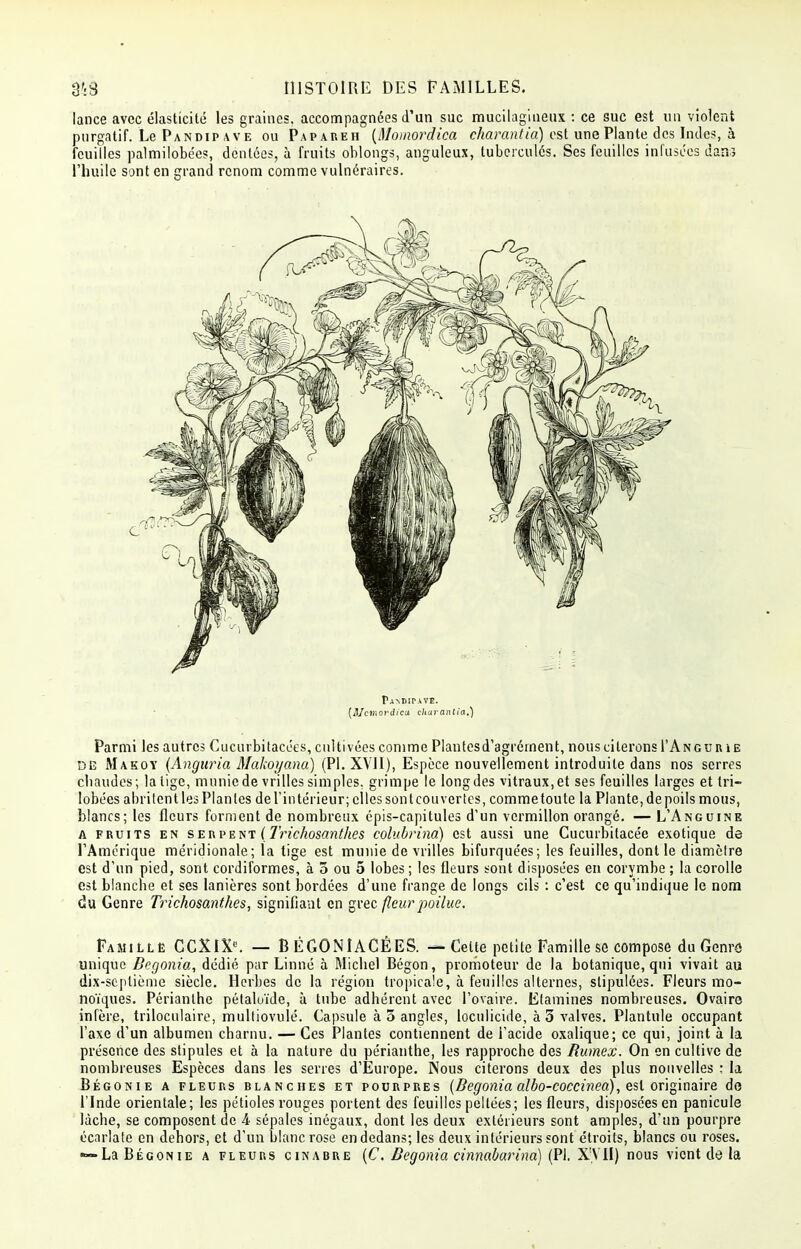 lance avec élasticité les graines, accompagnées d'un suc mucilagineux : ce suc est un violent purgatif. Le Pandip ave ou Papareh (Momordica charantia) est une Plante: des Indes, à feuilles palmilobées, dentées, à fruits oblongs, anguleux, tuberculés. Ses feuilles infusées dan? l'huile sont en grand renom comme vulnéraires. r,A'\D!r.VVE. (HJcinovdicx churantia.) Parmi les autres Cucurbitacées, cultivées comme Plan tes d'agrément, nous citerons I'Angur ie de Makoy (Anguria Makoijana) (Pl. XVII), Espèce nouvellement introduite dans nos serres chaudes; la tige, munie de vrilles simples, grimpe le long des vitraux, et ses feuilles larges et tri- lobées abritent les Plantes de l'intérieur; elles sont cou ver tes, comme toute la Plante, de poils mous, blancs; les fleurs forment de nombreux épis-capitules d'un vermillon orangé. — L'Anguine a fruits en serpent ( Tvichosantlies colubrino) est aussi une Cucurbitacée exotique de l'Amérique méridionale; la tige est munie de vrilles bifurquées; les feuilles, dont le diamèlre est d'un pied, sont cordiformes, à 5 ou 5 lobes ; les fleurs sont disposées en corymbe ; la corolle est blanche et ses lanières sont bordées d'une frange de longs cils : c'est ce qu'indique le nom du Genre Trichosanthes, signifiant en grec fleur poilue. Famille CCXIXC. — BÉGONIACÉES. — Celte petite Famille se compose du Genres unique Bégonia, dédié par Linné à Michel Bégon, promoteur de la botanique, qui vivait au dix-septième siècle. Herbes de la région tropicale, à feuilles alternes, stipulées. Fleurs mo- noïques. Périanlhe pétaluïde, à tube adhérent avec l'ovaire. Etamines nombreuses. Ovaire infère, triloculaire, multiovulé. Capsule à 5 angles, loculicide, à 3 valves. Plantule occupant l'axe d'un albumen charnu. — Ces Plantes contiennent de l'acide oxalique; ce qui, joint à la présence des stipules et à la nature du périanthe, les rapproche des Rumex. On en cultive de nombreuses Espèces dans les serres d'Europe. Nous citerons deux des plus nouvelles : la Bégonie a fleurs blanches et pourpres (Bégonia albo-coccinea), est originaire do l'Inde orientale; les pétioles rouges portent des feuilles peltées; les fleurs, disposées en panicule lâche, se composent de 4 sépales inégaux, dont les deux extérieurs sont amples, d'un pourpre écarlate en dehors, et d'un blanc rose en dedans; les deux intérieurs sont étroits, blancs ou roses. «—La Bégonie a fleurs cinabre (C. Bégonia cinmbarina) (Pl. XVII) nous vient de la